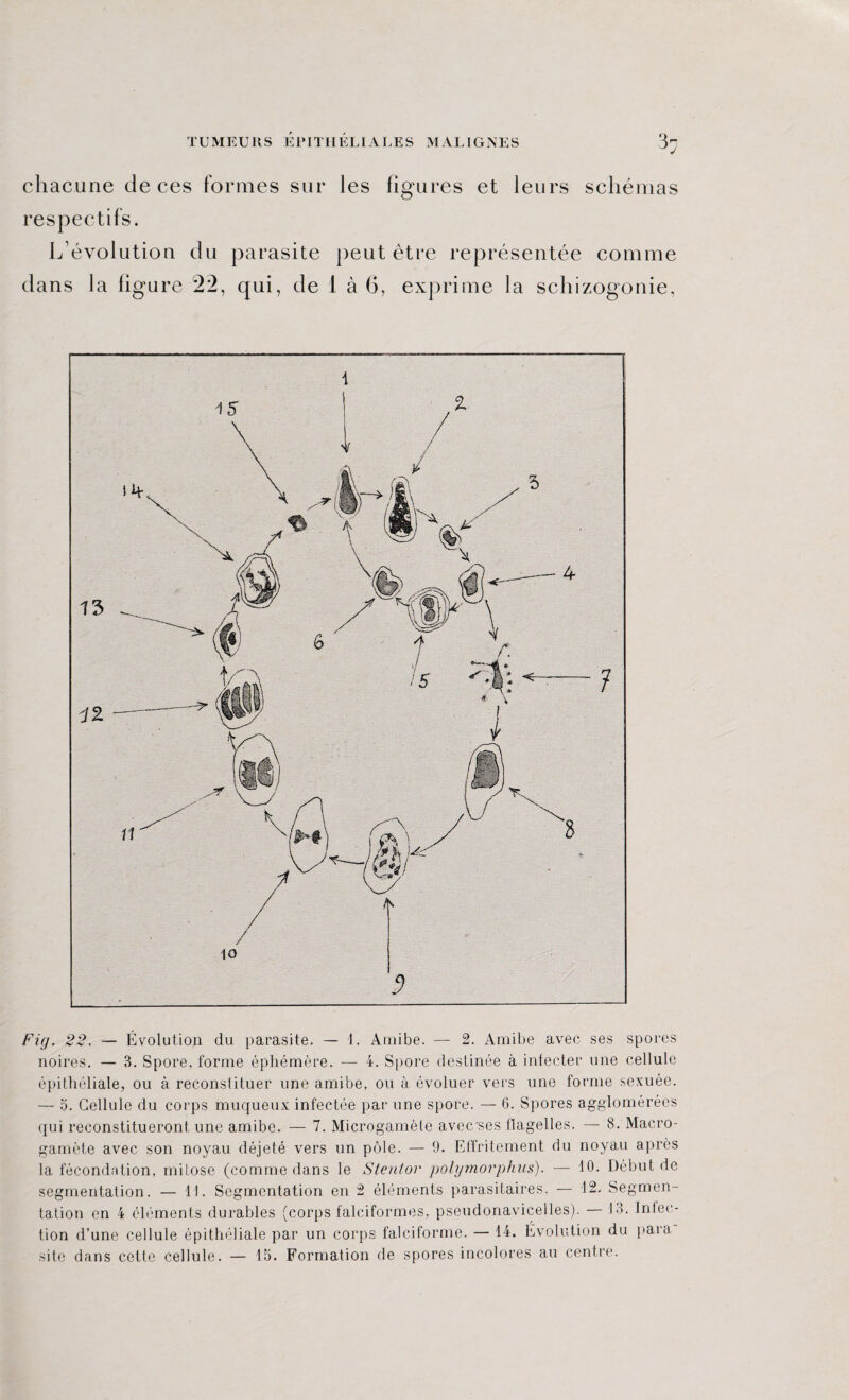 chacune de ces formes sur les figures et leurs schémas respectifs. L’évolution du parasite peut être représentée comme dans la figure 22, qui, de 1 à 6, exprime la schizogonie, 1 / 10 d Fig. 22. — Évolution du parasite. — 1. Amibe. — 2. Amibe avec ses spores noires. — B. Spore, forme éphémère. — 4. Spore destinée à infecter une cellule épithéliale, ou à reconstituer une amibe, ou à évoluer vers une forme sexuée. — 5. Cellule du corps muqueux infectée par une spore. — 6. Spores agglomérées qui reconstitueront une amibe. — 7. Microgamèle avec'ses flagelles. —- 8. Macro- gamète avec son noyau déjeté vers un pôle. — 9. Effritement du noyau après la fécondation, mitose (comme dans le Stentor polymorphies). — 10. Début de segmentation. — 11. Segmentation en 2 éléments parasitaires. — 12. Segmen¬ tation en 4 éléments durables (corps falciformes, pseudonavicelles). 13. Infec¬ tion d’une cellule épithéliale par un corps falciforme. — 14. Évolution du para site dans cette cellule. — 15. Formation de spores incolores au centre.