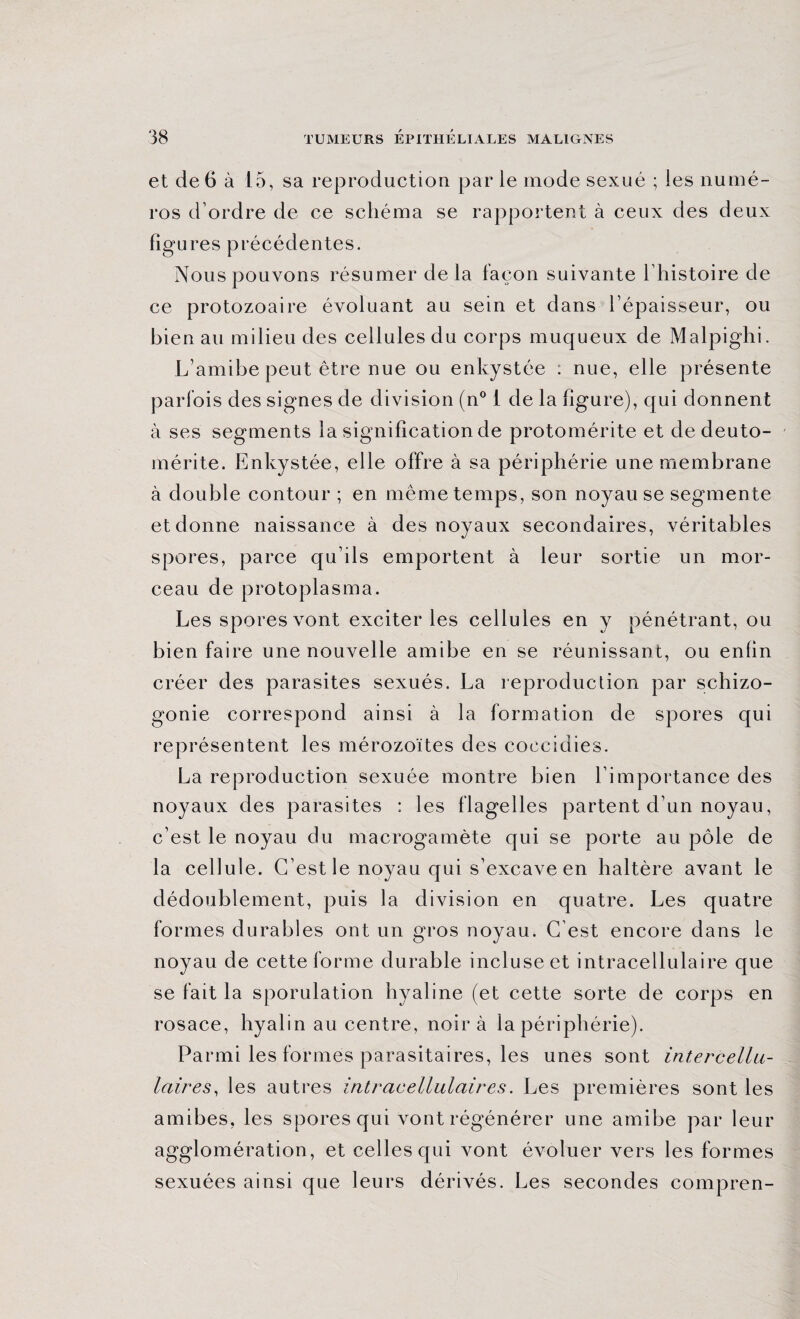 et de 6 à 15, sa reproduction par le mode sexué ; les numé¬ ros d’ordre de ce schéma se rapportent à ceux des deux figures précédentes. Nous pouvons résumer delà façon suivante l’histoire de ce protozoaire évoluant au sein et dans l’épaisseur, ou bien au milieu des cellules du corps muqueux de Malpighi. L’amibe peut être nue ou enkystée : nue, elle présente parfois des signes de division (n° 1 de la figure), qui donnent à ses segments la signification de protomérite et de deuto- mérite. Enkystée, elle offre à sa périphérie une membrane à double contour ; en même temps, son noyau se segmente et donne naissance à des noyaux secondaires, véritables spores, parce qu’ils emportent à leur sortie un mor¬ ceau de protoplasma. Les spores vont exciter les cellules en y pénétrant, ou bien faire une nouvelle amibe en se réunissant, ou enfin créer des parasites sexués. La reproduction par schizo¬ gonie correspond ainsi à la formation de spores qui représentent les mérozoïtes des coccidies. La reproduction sexuée montre bien l’importance des noyaux des parasites : les flagelles partent d’un noyau, c’est le noyau du macrogamète qui se porte au pôle de la cellule. C’est le noyau qui s’excave en haltère avant le dédoublement, puis la division en quatre. Les quatre formes durables ont un gros noyau. C’est encore dans le noyau de cette forme durable incluse et intracellulaire que se fait la sporulation hyaline (et cette sorte de corps en rosace, hyalin au centre, noir à la périphérie). Parmi les formes parasitaires, les unes sont intercellu¬ laires, les autres intracellulaires. Les premières sont les amibes, les spores qui vont régénérer une amibe par leur agglomération, et celles qui vont évoluer vers les formes sexuées ainsi que leurs dérivés. Les secondes compren-