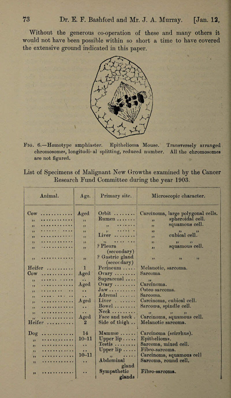 Without the generous co-operation of these and many others it would not have been possible within so short a time to have covered the extensive ground indicated in this paper. Fig. 6.—Homotype ampliiaster. Epithelioma Mouse. Transversely arranged chromosomes, longitudii al splitting, reduced number. All the chromosomes are not figured. List of Specimens of Malignant New Growths examined by the Cancer Besearch Fund Committee during the year 1903. . Animal. Age. Primary site. Microscopic character. Cow . 33 • • • .. 33 •••••• . n • * * * e ' * * • • • 33 . 33 . Aged >) 33 » ” >> Orbit . Rumen. ” . ,. ..... . Liver . ? Pleura (secondary) Carcinoma, large polygonal cells. „ spheroidal cell. „ squamous cell. >> j> )> ,, cubical cell. 33 33 33 35 . 33 ,, squamous cell. 33 .. 33 ? Gastric gland (secondary) 3> S3 33 Heifer . 1 Perineum. Melanotic, sarcoma. Sarcoma. Cow . Aged Ovary. 33 .. # * 33 .. • w Aged Suprarenal .... Ovary. Jaw. 33 Carcinoma. Osten-sarcoma. 33 *••••••• • • 33 . * * • • A ged • • • • Adrenal. Liver . Sarcoma. Carcinoma, cubical cell. >3 •••••••••••• 33 ••*'••• . 33 •♦»•••• . Bowel. Neck. Sarcoma, spindle cell. 3 3 3 3 33 33 .* * Aged Face and neck . Carcinoma, squamous cell. Heifer . 2 Side of thigh .. Melanotic sarcoma. T)ocr . 14 Mammae. Carcinoma (scirrhus). Epithelioma. Sarcoma, mixed cell. 33 *. 10-11 Upper lip. Testis. 33 * ..• • * • 3 3 . 4 4 4 4 10-11 Upper lip. Fibro-sarcoma. Carcinoma, squamous cel 1 33 33 • ••••••♦•••• • • 3 3 Abdominal gland Sarcoma, round cell. 13 •••••• . • • Sympathetic glands Fibro-sarcoma.