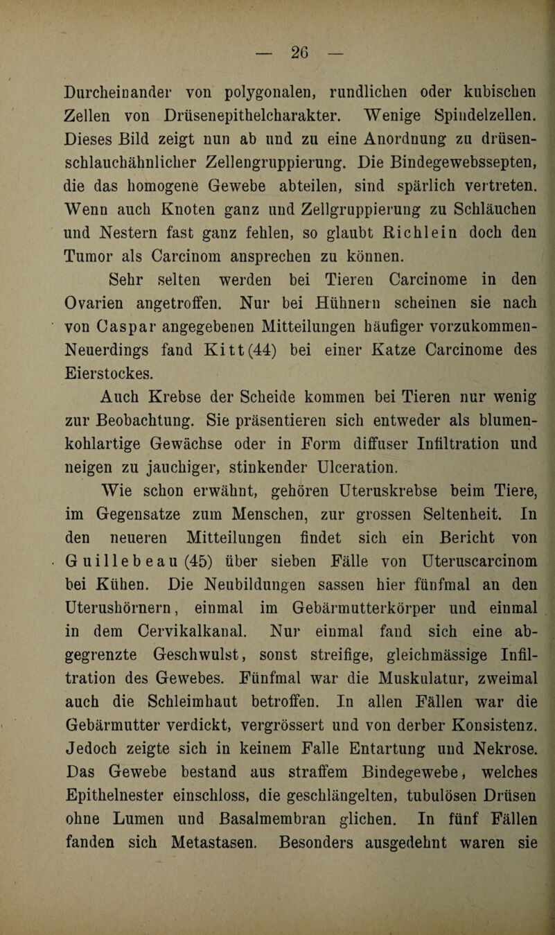 Durcheil]ander von polygonalen, rundlichen oder kubischen Zellen von Drüsenepithelcharakter. Wenige Spindelzellen. Dieses Bild zeigt nun ab und zu eine Anordnung zu drüsen¬ schlauchähnlicher Zellengruppierung. Die Bindegewebssepten, die das homogene Gewebe abteilen, sind spärlich vertreten. Wenn auch Knoten ganz und Zellgruppierung zu Schläuchen und Nestern fast ganz fehlen, so glaubt Riehl ein doch den Tumor als Carcinom ansprechen zu können. Sehr selten werden bei Tieren Carcinome in den Ovarien angetroffen. Nur bei Hühnern scheinen sie nach von Caspar angegebenen Mitteilungen häufiger vorzukommen- Neuerdings fand Kitt(44) bei einer Katze Carcinome des Eierstockes. Auch Krebse der Scheide kommen bei Tieren nur wenig zur Beobachtung. Sie präsentieren sich entweder als blumen¬ kohlartige Gewächse oder in Form diffuser Infiltration und neigen zu jauchiger, stinkender Ulceration. Wie schon erwähnt, gehören Uteruskrebse beim Tiere, im Gegensätze zum Menschen, zur grossen Seltenheit. In den neueren Mitteilungen findet sich ein Bericht von Guillebeau (45) über sieben Fälle von Uteruscarcinom bei Kühen. Die Neubildungen sassen hier fünfmal an den Uterushörnern, einmal im Gebärmutterkörper und einmal in dem Cervikalkanal. Nur einmal fand sich eine ab¬ gegrenzte Geschwulst, sonst streifige, gleichmässige Infil¬ tration des Gewebes. Fünfmal war die Muskulatur, zweimal auch die Schleimhaut betroffen. In allen Fällen war die Gebärmutter verdickt, vergrössert und von derber Konsistenz. Jedoch zeigte sich in keinem Falle Entartung und Nekrose. Das Gewebe bestand aus straffem Bindegewebe, welches Epithelnester einschloss, die geschlängelten, tubulösen Drüsen ohne Lumen und Basalmembran glichen. In fünf Fällen fanden sich Metastasen. Besonders ausgedehnt waren sie