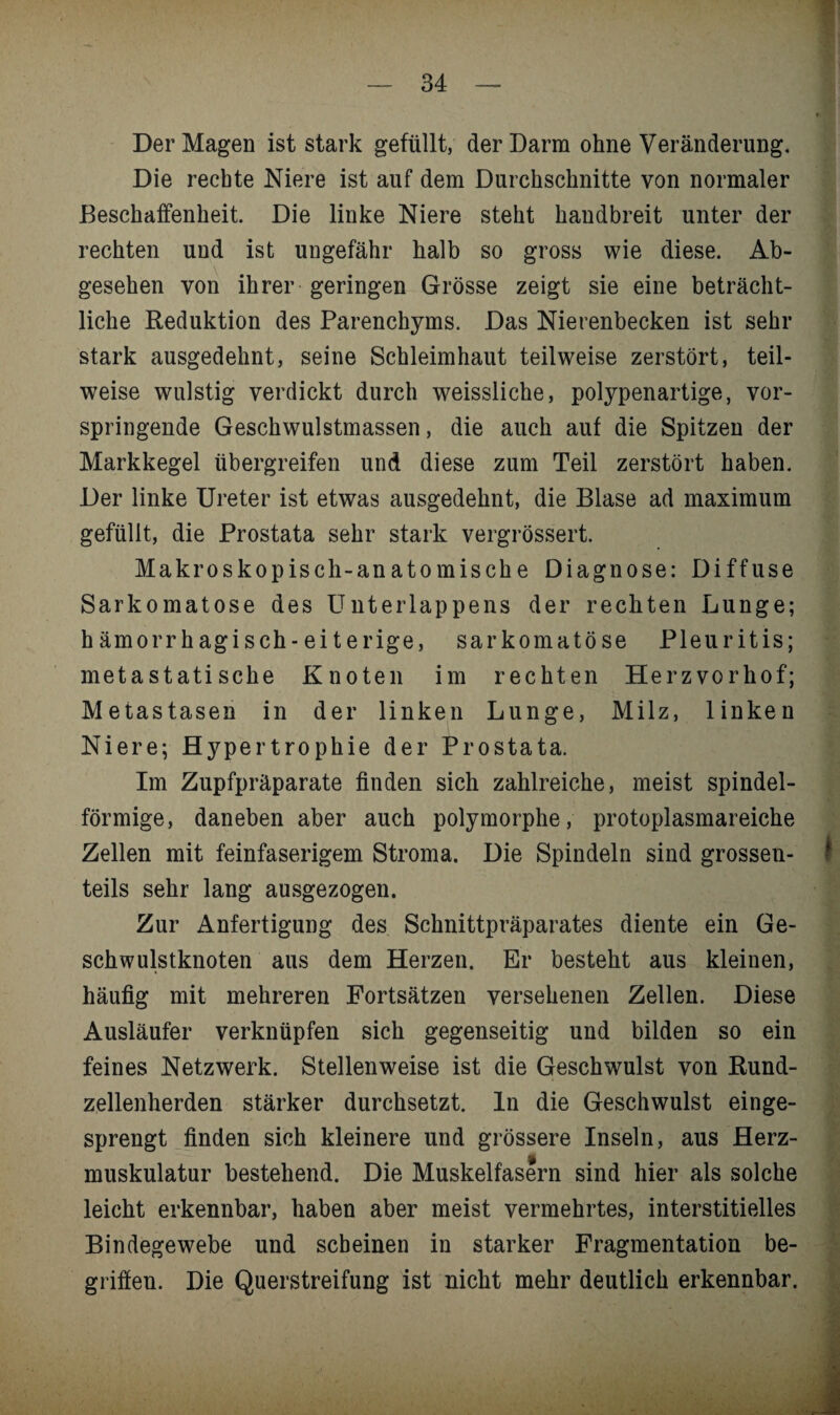 Der Magen ist stark gefüllt, der Darm ohne Veränderung. Die rechte Niere ist auf dem Durchschnitte von normaler Beschaffenheit. Die linke Niere steht handbreit unter der rechten und ist ungefähr halb so gross wie diese. Ab¬ gesehen von ihrer geringen Grösse zeigt sie eine beträcht¬ liche Reduktion des Parenchyms. Das Nierenbecken ist sehr stark ausgedehnt, seine Schleimhaut teilweise zerstört, teil¬ weise wulstig verdickt durch weissliche, polypenartige, vor¬ springende Geschwulstmassen, die auch auf die Spitzen der Markkegel übergreifen und diese zum Teil zerstört haben. Der linke Ureter ist etwas ausgedehnt, die Blase ad maximum gefüllt, die Prostata sehr stark vergrössert. Makroskopisch-anatomische Diagnose: Diffuse Sarkomatose des Unterlappens der rechten Lunge; h ämorr hagisch- ei t erige, sarkomatose Pleuritis; meta st ati sehe Knoten im rechten Herzvorhof; Metastasen in der linken Lunge, Milz, linken Niere; Hypertrophie der Prostata. Im Zupfpräparate finden sich zahlreiche, meist spindel¬ förmige, daneben aber auch polymorphe, protoplasmareiche Zellen mit feinfaserigem Stroma. Die Spindeln sind grossen- teils sehr lang ausgezogen. Zur Anfertigung des Schnittpräparates diente ein Ge¬ schwulstknoten aus dem Herzen. Er besteht aus kleinen, häufig mit mehreren Fortsätzen versehenen Zellen. Diese Ausläufer verknüpfen sich gegenseitig und bilden so ein feines Netzwerk. Stellenweise ist die Geschwulst von Rund¬ zellenherden stärker durchsetzt, ln die Geschwulst einge¬ sprengt finden sich kleinere und grössere Inseln, aus Herz¬ muskulatur bestehend. Die Muskelfasern sind hier als solche leicht erkennbar, haben aber meist vermehrtes, interstitielles Bindegewebe und scheinen in starker Fragmentation be¬ griffen. Die Querstreifung ist nicht mehr deutlich erkennbar.