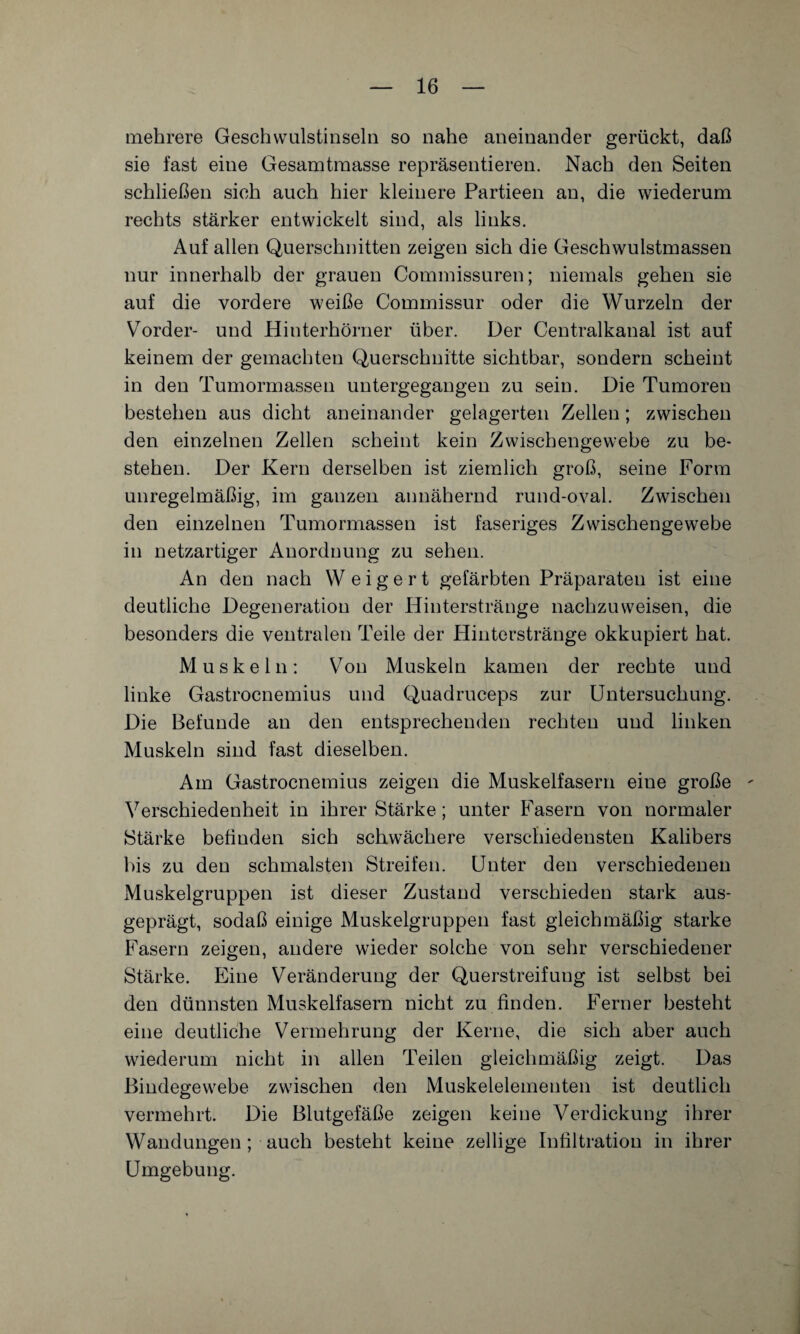 mehrere Geschwulstinseln so nahe aneinander gerückt, daß sie fast eine Gesamtmasse repräsentieren. Nach den Seiten schließen sich auch hier kleinere Partieen an, die wiederum rechts stärker entwickelt sind, als links. Auf allen Querschnitten zeigen sich die Geschwulstmassen nur innerhalb der grauen Commissuren; niemals gehen sie auf die vordere weiße Commissur oder die Wurzeln der Vorder- und Hinterhörner über. Der Centralkanal ist auf keinem der gemachten Querschnitte sichtbar, sondern scheint in den Tumormassen untergegangen zu sein. Die Tumoren bestehen aus dicht aneinander gelagerten Zellen; zwischen den einzelnen Zellen scheint kein Zwischengewebe zu be¬ stehen. Der Kern derselben ist ziemlich groß, seine Form unregelmäßig, im ganzen annähernd rund-oval. Zwischen den einzelnen Tumormassen ist faseriges Zwischengewebe in netzartiger Anordnung zu sehen. An den nach W e i g e r t gefärbten Präparaten ist eine deutliche Degeneration der Hinterstränge nachzuweisen, die besonders die ventralen Teile der Hinterstränge okkupiert hat. Muskeln: Von Muskeln kamen der rechte und linke Gastrocnemius und Quadruceps zur Untersuchung. Die Befunde an den entsprechenden rechten und linken Muskeln sind fast dieselben. Am Gastrocnemius zeigen die Muskelfasern eine große - Verschiedenheit in ihrer Stärke; unter Fasern von normaler Stärke befinden sich schwächere verschiedensten Kalibers bis zu den schmälsten Streifen. Unter den verschiedenen Muskelgruppen ist dieser Zustand verschieden stark aus¬ geprägt, sodaß einige Muskelgruppen fast gleichmäßig starke Fasern zeigen, andere wieder solche von sehr verschiedener Stärke. Eine Veränderung der Querstreifung ist selbst bei den dünnsten Muskelfasern nicht zu finden. Ferner besteht eine deutliche Vermehrung der Kerne, die sich aber auch wiederum nicht in allen Teilen gleichmäßig zeigt. Das Bindegewebe zwischen den Muskelelementen ist deutlich vermehrt. Die Blutgefäße zeigen keine Verdickung ihrer Wandungen ; auch besteht keine zellige Infiltration in ihrer Umgebung.