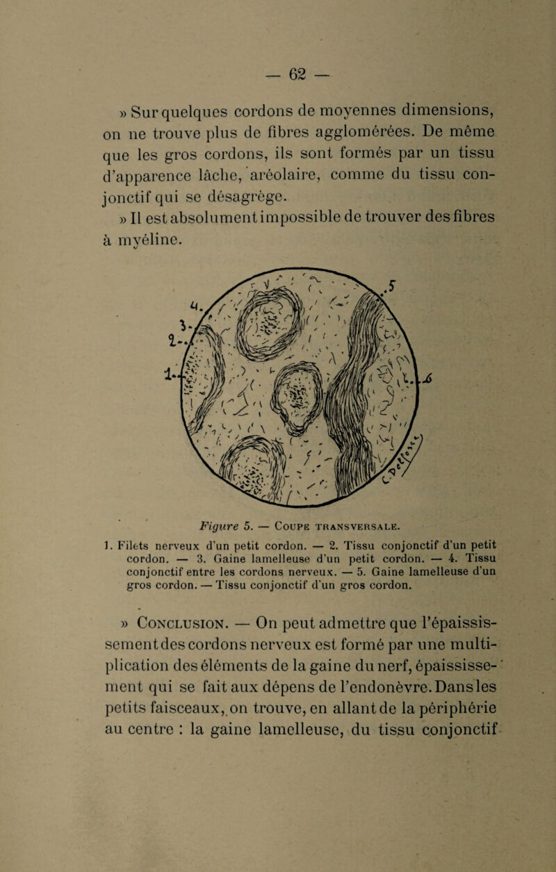 » Sur quelques cordons de moyennes dimensions, on ne trouve plus de fibres agglomérées. De même que les gros cordons, ils sont formés par un tissu d’apparence lâche, aréolaire, comme du tissu con¬ jonctif qui se désagrège. » Il est absolument impossible de trouver des fibres à mvéline. Figure 5. — Coupe transversale. 1. Filets nerveux d’un petit cordon. — 2. Tissu conjonctif d’un petit cordon. — 3. Gaine lamelleuse d’un petit cordon. — 4. Tissu conjonctif entre les cordons nerveux. — 5. Gaine lamelleuse d’un gros cordon. — Tissu conjonctif d’un gros cordon. » Conclusion. — On peut admettre que l’épaissis¬ sement des cordons nerveux est formé par une multi¬ plication des éléments de la gaine du nerf, épaississe¬ ment qui se fait aux dépens de l’endonèvre. Dans les petits faisceaux, on trouve, en allant de la périphérie au centre : la gaine lamelleuse, du tissu conjonctif