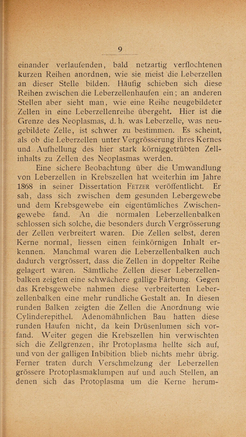 einander verlaufenden, bald netzartig verflochtenen kurzen Reihen anordnen, wie sie meist die Leberzellen an dieser Stelle bilden. Häufig schieben sich diese Reihen zwischen die Leberzellenhaufen ein; an anderen Stellen aber sieht man, wie eine Reihe neugebildeter Zellen in eine Leberzellenreihe übergeht Hier ist die Grenze des Neoplasmas, d. h. was Leberzelle, was neu- gebildete Zelle, ist schwer zu bestimmen. Es scheint, als ob die Leberzellen unter Vergrösserung ihres Kernes und Aufhellung des hier stark körniggetrübten Zell¬ inhalts zu Zellen des Neoplasmas werden. Eine sichere Beobachtung über die Umwandlung von Leberzellen in Krebszellen hat weiterhin im Jahre 1868 in seiner Dissertation Fetzer veröffentlicht. Er sah, dass sich zwischen dem gesunden Lebergewebe und dem Krebsgewebe ein eigentümliches Zwischen¬ gewebe fand. An die normalen Leberzellenbalken schlossen sich solche, die besonders durch Vergrösserung der Zellen verbreitert waren. Die Zellen selbst, deren Kerne normal, liessen einen feinkörnigen Inhalt er¬ kennen. Manchmal waren die Leberzellenbalken auch dadurch vergrössert, dass die Zellen in doppelter Reihe gelagert waren. Sämtliche Zellen dieser Leberzellen¬ balken zeigten eine schwächere gallige Färbung. Gegen das Krebsgewebe nahmen diese verbreiterten Leber¬ zellenbalken eine mehr rundliche Gestalt an. In diesen runden Balken zeigten die Zellen die Anordnung wie Cylinderepithel. Adenomähnlichen Bau hatten diese runden Haufen nicht, da kein Drüsenlumen sich vor¬ fand. Weiter gegen die Krebszellen hin verwischten sich die Zellgrenzen, ihr Protoplasma hellte sich auf, und von der galligen Inhibition blieb nichts mehr übrig. Ferner traten durch Verschmelzung der Leberzellen grössere Protoplasmaklumpen auf und auch Stellen, an denen sich das Protoplasma um die Kerne herum-