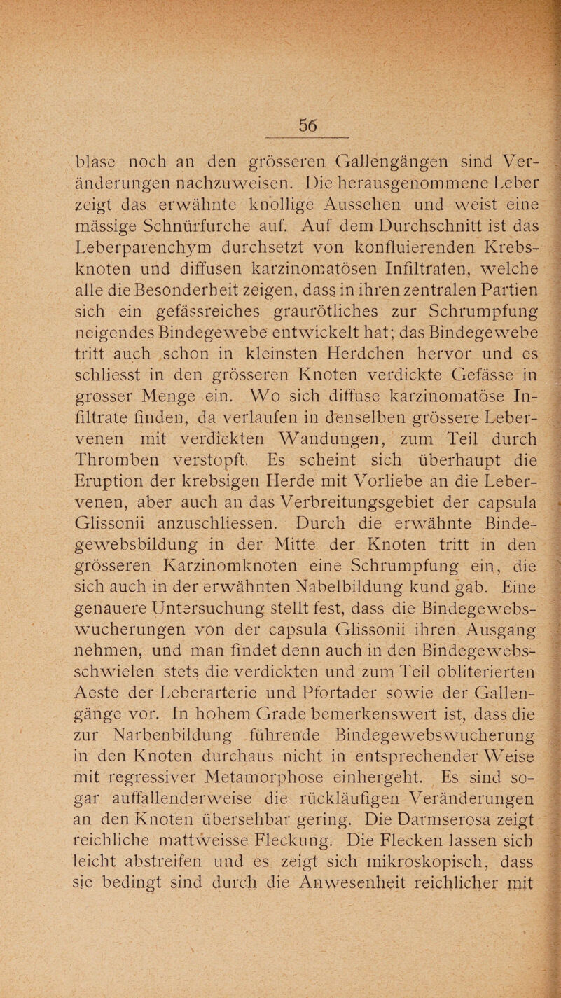 blase noch an den grösseren GalJengängen sind Ver¬ änderungen nachzuweisen. Die herausgenommene Leber zeigt das erwähnte knollige Aussehen und weist eine mässige Schnürfurche auf. Auf dem Durchschnitt ist das Leberparenchym durchsetzt von konfluierenden Krebs¬ knoten und diffusen karzinomatösen Infiltraten, welche alle die Besonderheit zeigen, dass in ihren zentralen Partien sich ein gefässreiches graurötliches zur Schrumpfung neigendes Bindegewebe entwickelt hat; das Bindegewebe tritt auch schon in kleinsten Herdchen hervor und es schliesst in den grösseren Knoten verdickte Gefässe in grosser Menge ein. Wo sich diffuse karzinomatöse In¬ filtrate finden, da verlaufen in denselben grössere Leber¬ venen mit verdickten Wandungen, zum Teil durch Thromben verstopft. Es scheint sich überhaupt die Eruption der krebsigen Herde mit Vorliebe an die Leber¬ venen, aber auch an das Verbreitungsgebiet der capsula Glissonii anzuschliessen. Durch die erwähnte Binde¬ gewebsbildung in der Mitte der Knoten tritt in den grösseren Karzinomknoten eine Schrumpfung ein, die sich auch in der erwähnten Nabelbildung kund gab. Eine genauere Untersuchung stellt fest, dass die Bindegewebs¬ wucherungen von der capsula Glissonii ihren Ausgang nehmen, und man findet denn auch in den Bindegewebs- schwielen stets die verdickten und zum Teil obliterierten Aeste der Leberarterie und Pfortader sowie der Gallen¬ gänge vor. In hohem Grade bemerkenswert ist, dass die zur Narbenbildung führende Bindegewebswucherung in den Knoten durchaus nicht in entsprechender Weise mit regressiver Metamorphose einhergeht. Es sind so¬ gar auffallenderweise die rückläufigen Veränderungen an den Knoten übersehbar gering. Die Darmserosa zeigt reichliche mattweisse Fleckung. Die Flecken lassen sich leicht abstreifen und es zeigt sich mikroskopisch, dass sie bedingt sind durch die Anwesenheit reichlicher mit