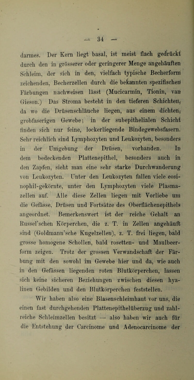 \ * I darmes. Der Kern liegt basal, ist meist flach gedrückt durch den in grösserer oder geringerer Menge angehäuften Schleim, der sich in den, vielfach typische Becherform zeichenden, Becherzellen durch die bekannten spezifischen Färbungen nach weisen lässt (Mucicarmin, Tionin, van Gieson.) Das Stroma besteht in den tieferen Schichte^,* i * . ? da wo die Drüsenschläuche liegen, aus einem dichten,- grobfaserigen Gewebe; in der subepithelialen Schicht finden sich nur feine, lockerliegende Bindegewebsfasern. Sehr reichlich sind Lymphozyten und Leukozyten, besonders in der Umgebung der Drüsen, vorhanden. In dem bedeckenden Plattenepithel, besonders auch in den Zapfen, sieht man eine sehr starke Durchwanderung von Leukozyten. Unter den Leukozyten fallen viele eosi¬ nophil-gekörnte, unter den Lymphozyten viele Plasma¬ zellen auf. Alle diese Zellen liegen mit Vorliebe um die Gefässe, Drüsen und Fortsätze des Oberflächenepithels an geordnet. Bemerkenswert ist der reiche Gehalt an Russel’schen Körperchen, die z. T. in Zellen angehäuft sind (Goldmann’sche Kugelzellen), z. T. frei liegen, bald grosse homogene Schollen, bald rosetten- und Maulbeer¬ form zeigen. Trotz der grossen Verwandschaft der Fär¬ bung mit den sowohl im Gewebe hier und da, wie auch in den Gefässen liegenden roten Blutkörperchen, lassen sich keine sicheren Beziehungen zwischen diesen hya¬ linen Gebilden und den Blutkörperchen feststellen. Wir haben also eine Blasenschleimhaut vor uns, die einen fast durchgehenden Plattenepithelüberzug und zahl¬ reiche Schleimzellen besitzt —• also haben wir auch für die Entstehung der Carcinome und Adenocarcinome der