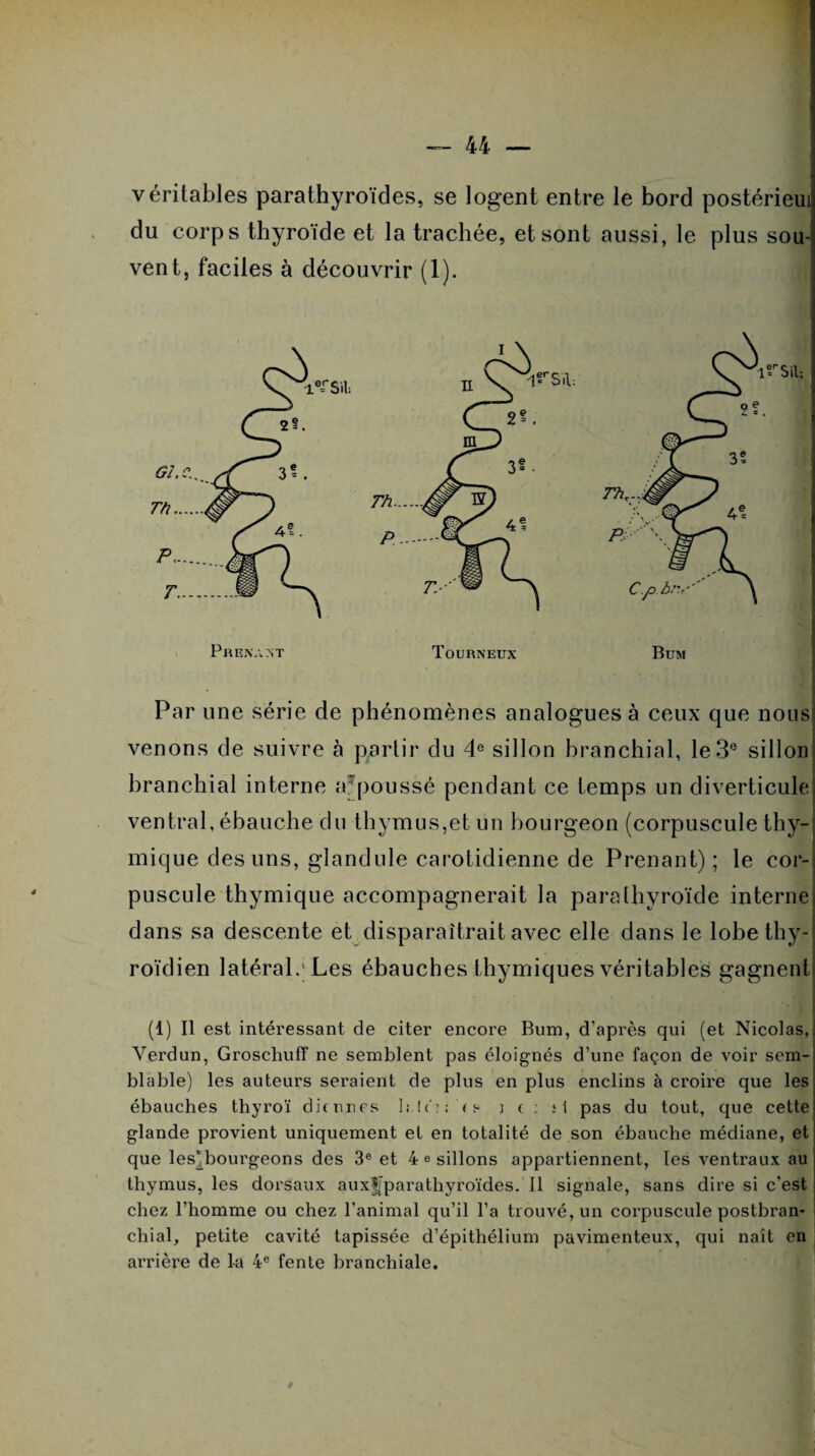 véritables parathyroïdes, se logent entre le bord postérieui du corps thyroïde et la trachée, et sont aussi, le plus sou¬ vent, faciles à découvrir (1). Prenant Tourneux Bum Par une série de phénomènes analogues à ceux que nous venons de suivre à partir du 4e sillon branchial, le3° sillon branchial interne afpoussé pendant ce temps un diverticule ventral, ébauche du thymus,et un bourgeon (corpuscule thy¬ mique des uns, glandule carotidienne de Prenant) ; le cor¬ puscule thymique accompagnerait la parathyroïde interne dans sa descente et disparaîtrait avec elle dans le lobe thy¬ roïdien latéral. Les ébauches thymiques véritables gagnent (1) Il est intéressant de citer encore Bum, d’après qui (et Nicolas, Verdun, GroschufF ne semblent pas éloignés d’une façon de voir sem¬ blable) les auteurs seraient de plus en plus enclins à croire que les ébauches thyroï dknnes ( «■ 3 < ; il pas du tout, que cette glande provient uniquement et en totalité de son ébauche médiane, et que les'bourgeons des 3e et 4 e sillons appartiennent, les ventraux au thymus, les dorsaux auxljparathyroïdes. Il signale, sans dire si c’est chez l’homme ou chez l’animal qu’il l’a trouvé, un corpuscule postbran¬ chial, petite cavité tapissée d’épithélium pavimenteux, qui naît en arrière de la 4e fente branchiale.