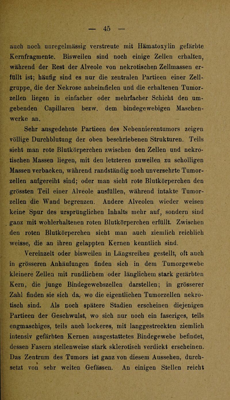 auch noch unregelmässig verstreute mit Hämatoxylin gefärbte Kernfragmente. Bisweilen sind noch einige Zellen erhalten, während der Rest der Alveole von nekrotischen Zellmassen er¬ füllt ist; häufig sind es nur die zentralen Partieen einer Zell¬ gruppe, die der Nekrose anheimfielen und die erhaltenen Tumor¬ zellen liegen in einfacher oder mehrfacher Schicht den um¬ gebenden Capillaren bezw. dem bindegewebigen Maschen¬ werke an. Sehr ausgedehnte Partieen des Nebennierentumors zeigen völlige Durchblutung der oben beschriebenen Strukturen. Teils sieht man rote Blutkörperchen zwischen den Zellen und nekro¬ tischen Massen liegen, mit den letzteren zuweilen zu scholligen Massen verbacken, während randständig noch unversehrte Tumor¬ zellen aufgereiht sind; oder man sieht rote Blutkörperchen den grössten Teil einer Alveole ausfüllen, während intakte Tumor¬ zellen die Wand begrenzen. Andere Alveolen wieder weisen keine Spur des ursprünglichen Inhalts mehr auf, sondern sind ganz mit wohlerbaltenen roten Blutkörperchen erfüllt. Zwischen den roten Blutkörperchen sieht man auch ziemlich reichlich weisse, die an ihren gelappten Kernen kenntlich sind. Vereinzelt oder bisweilen in Längsreihen gestellt, oft auch in grösseren Anhäufungen finden sich in dem Tumorgewebe kleinere Zellen mit rundlichem oder länglichem stark geiärbten Kern, die junge Bindegewebszellen darstellen; in grösserer Zahl finden sie sich da, wo die eigentlichen Tumorzellen nekro¬ tisch sind. Als noch spätere Stadien erscheinen diejenigen Partieen der Geschwulst, wo sich nur noch ein faseriges, teils engmaschiges, teils auch lockeres, mit langgestreckten ziemlich intensiv gefärbten Kernen ausgestattetes Bindegewebe befindet, dessen Fasern stellenweise stark sklerotisch verdickt erscheinen. Das Zentrum des Tumors ist ganz von diesem Aussehen, durch- * setzt von sehr weiten Gefässen. An einigen Stellen reicht