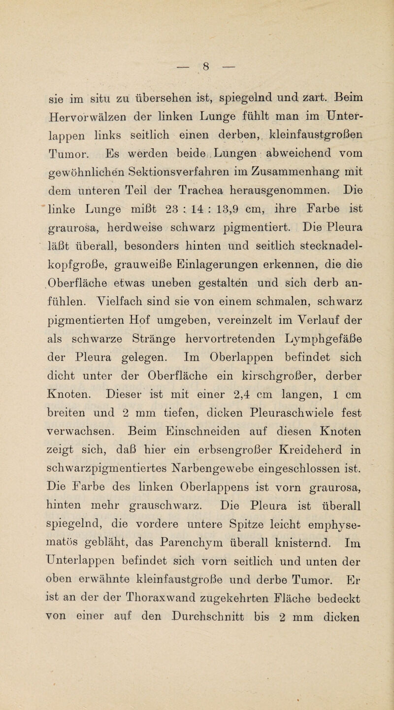 sie im situ zu übersehen ist, spiegelnd und zart. Beim Hervorwälzen der linken Lunge fühlt man im Unter¬ lappen links seitlich einen derben,, kleinfaustgroßen Tumor. Es werden beide;,Lungen abweichend vom gewöhnlichen Sektionsverfahren im Zusammenhang mit dem unteren Teil der Trachea herausgenommen. Die linke Lunge mißt 23 14 : 13,9 cm, ihre Farbe ist graurosa, herdweise schwarz pigmentiert. Die Pleura läßt überall, besonders hinten und seitlich Stecknadel- kopfgroße, grauweiße Einlagerungen erkennen, die die .Oberfläche etwas uneben gestalten und sich derb an¬ fühlen. Vielfach sind sie von einem schmalen, schwarz pigmentierten Hof umgeben, vereinzelt im Verlauf der als schwarze Stränge hervortretenden Lymphgefäße der Pleura gelegen. Im Oberlappen befindet sich dicht unter der Oberfläche ein kirschgroßer, derber Knoten. Dieser ist mit einer 2,4 cm langen, 1 cm breiten und 2 mm tiefen, dicken Pleuraschwiele fest verwachsen. Beim Einschneiden auf diesen Knoten zeigt sich, daß hier ein erbsengroßer Kreideherd in schwarzpigmentiertes Karbengewebe eingeschlossen ist. Die Farbe des linken Oberlappens ist vorn graurosa, hinten mehr grauschwarz. Die Pleura ist überall spiegelnd, die vordere untere Spitze leicht emphyse¬ matos gebläht, das Parenchym überall knisternd. Im Unterlappen befindet sich vorn seitlich und unten der oben erwähnte kleinfaustgroße und derbe Tumor. Er ist an der der Thoraxwand zugekehrten Fläche bedeckt von einer auf den Durchschnitt bis 2 mm dicken