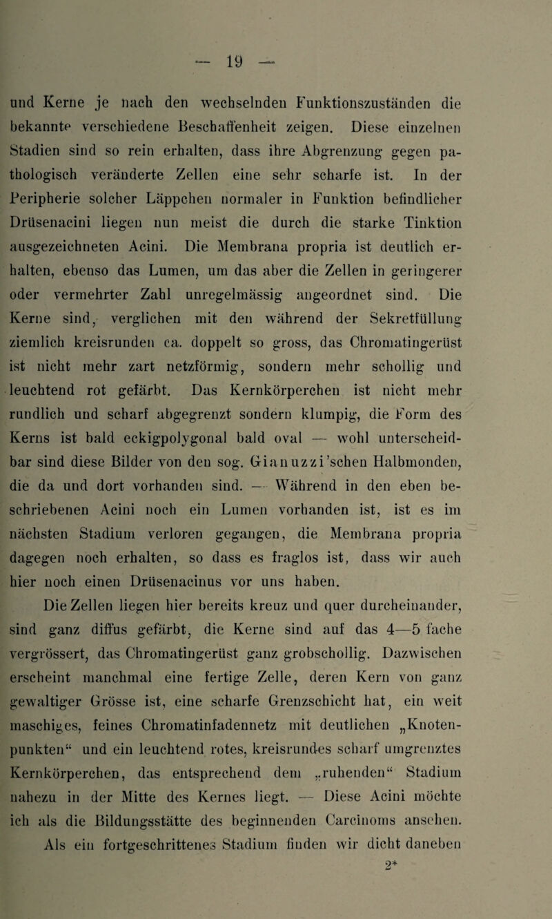 und Kerne je nach den wechselnden Funktionszuständen die bekannte verschiedene Beschaffenheit zeigen. Diese einzelnen Stadien sind so rein erhalten, dass ihre Abgrenzung gegen pa¬ thologisch veränderte Zellen eine sehr scharfe ist. In der Peripherie solcher Läppchen normaler in Funktion befindlicher Drüsenacini liegen nun meist die durch die starke Tinktion ausgezeichneten Acini. Die Membrana propria ist deutlich er¬ halten, ebenso das Lumen, um das aber die Zellen in geringerer oder vermehrter Zahl unregelmässig angeordnet sind. Die Kerne sind, verglichen mit den während der Sekretfüllung ziemlich kreisrunden ca. doppelt so gross, das Chromatingertist ist nicht mehr zart netzförmig, sondern mehr schollig und leuchtend rot gefärbt. Das Kernkörperchen ist nicht mehr rundlich und scharf abgegrenzt sondern klumpig, die Form des Kerns ist bald eckigpolygonal bald oval — wohl unterscheid¬ bar sind diese Bilder von deu sog. Gianuzzi’schen Halbmonden, die da und dort vorhanden sind. — Während in den eben be¬ schriebenen Acini noch ein Lumen vorhanden ist, ist es im nächsten Stadium verloren gegangen, die Membrana propria dagegen noch erhalten, so dass es fraglos ist, dass wir auch hier noch einen Drüsenacinus vor uns haben. Die Zellen liegen hier bereits kreuz und quer durcheinander, sind ganz diffus gefärbt, die Kerne sind auf das 4—5 fache vergrössert, das Chromatingerüst ganz grobschollig. Dazwischen erscheint manchmal eine fertige Zelle, deren Kern von ganz gewaltiger Grösse ist, eine scharfe Grenzschicht hat, ein weit maschiges, feines Chromatinfadennetz mit deutlichen „Knoten¬ punkten“ und ein leuchtend rotes, kreisrundes scharf umgrenztes Kernkörperchen, das entsprechend dem „ruhenden“ Stadium nahezu in der Mitte des Kernes liegt. — Diese Acini möchte ich als die Bildungsstätte des beginnenden Carcinoms ansehen. Als ein fortgeschrittenes Stadium finden wir dicht daneben Li