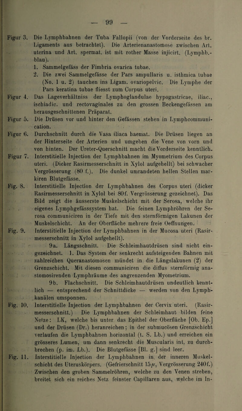 Figur 3. Die Lymphbahnen der Tuba Fallopii (von der Vorderseite des br. Ligaments aus betrachtet). Die Arterienanastomose zwischen Art. uterina und Art. spermat. ist mit rother Masse injicirt. (Lyrnphb.- blau). 1. Sammelgefäss der Fimbria ovarica tubae. 2. Die zwei Sammelgefässe der Pars ampullaris u. isthmica tubae (No. 1 u. 2) tauchen ins Ligam. ovariopelvic. Die Lymphe der Pars keratina tubae tliesst zum Corpus uteri. Figur 4. Das Lageverhältniss der Lymphoglandulae hypogastricae, iliac., ischiadic. und rectovaginales zu den grossen Beckengefässen am herausgeschnittenen Präparat. Figur 5. Die Drüsen vor und hinter den Gefässen stehen in Lymphcommuni- cation. Figur B. Durchschnitt durch die Vasa iliaca haemat. Die Drüsen liegen an der Hinterseite der Arterien und umgeben die Vene von vorn und von hinten. Der Ureter-Querschnitt macht die Vorderseite kenntlich. Figur 7. Interstitielle Injection der Lymphbahnen im Myometrium des Corpus uteri. (Dicker Rasirmesserschnitt in Xylol aufgehellt) bei schwacher Vergrösserung (80 f.). Die dunkel umrandeten hellen Stellen mar- kiren Blutgefässe. Fig. 8. Interstitielle Injection der Lymphbahnen des Corpus uteri (dicker Rasirmesserschnitt in Xylol bei 80f. Vergrösserung gezeichnet). Das Bild zeigt die äusserste Muskelschicht mit der Serosa, welche ihr ■■ . eigenes Lymphgefässsystem hat. Die feinen Lymphröhren der Se¬ rosa communiciren in der Tiefe mit den sternförmigen Lakunen der Muskelschicht. An der Oberfläche mehrere freie Oeffnurigen. Fig. 9. Interstitielle Injection der Lymphbahnen in der Mucosa uteri (Rasir¬ messerschnitt in Xylol aufgehellt). 9a. Längsschnitt. Die Schleimhautdrüsen sind nicht ein¬ gezeichnet. 1. Das System der senkrecht aufsteigenden Bahnen mit zahlreichen Queranastomosen mündet in die Längslakunen (2) der i Grenzschicht. Mit diesen communiciren die diffus sternförmig ana- stomosirenden Lymphräume des angrenzenden Myometrium. 9 b. Flachschnitt. Die Schleimhautdrüsen undeutlich kennt¬ lich — entsprechend der Schnittdicke — werden von den Lymph- kanälen umsponnen. Fig. 10. Interstitielle Injection der Lymphbahnen der Cervix uteri. (Rasir¬ messerschnitt.) Die Lymphbahnen der Schleimhaut bilden feine Netze: LK, welche bis unter das Epithel der Oberfläche [Ob. Ep.] und der Drüsen (Dr.) heranreichen; in der submucösen Grenzschicht verlaufen die Lymphbahnen horizontal (t. S. Lb.) und erreichen ein grösseres Lumen, um dann senkrecht die Muscularis int. zu durch¬ brechen (p. im. Lb.). Die Blutgefässe [Bl. g.] sind leer. Fig. 11. Interstitielle Injection der Lymphbahnen in. der inneren Muskel¬ schicht des Uteruskörpers. (Gefrierschnitt 15//, Vergrösserung 240f.) Zwischen den groben Sammelröhren, welche zu den Venen streben, breitet sich ein reiches Netz feinster Capillaren aus, welche im ln-