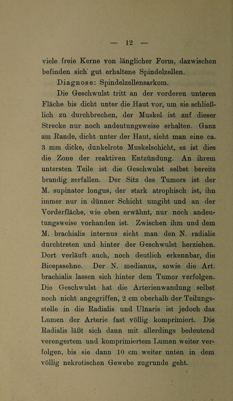 viele freie Kerne von länglicher Form, dazwischen befinden sich’ gut erhaltene Spindelzellen. Diagnose: Spindelzellensarkom. Die Geschwulst tritt an der vorderen unteren Fläche bis dicht unter die Haut vor, um sie schließ¬ lich zu durchbrechen, der Muskel ist auf dieser Strecke nur noch andeutungsweise erhalten. Ganz am Hände, dicht unter der Haut, sieht man eine ca. 3 mm dicke, dunkelrote Muskelschicht, es ist dies die Zone der reaktiven Entzündung. An ihrem untersten Teile ist die Geschwulst selbst bereits brandig zerfallen. Der Sitz des Tumors ist der M. Supinator longus, der stark atrophisch ist, ihn immer nur in dünner Schicht umgibt und an der Vorderfläche, wie oben erwähnt, nur noch andeu¬ tungsweise vorhanden ist. Zwischen ihm und dem M. brachialis internus sieht man den N. radialis durchtreten und hinter der Geschwulst herziehen. Dort verläuft auch, noch deutlich erkennbar, die Bicepssehne. Der N. medianus, sowie die Art. brachialis lassen sich hinter dem Tumor verfolgen. Die Geschwulst hat die Arterienwandung selbst noch nicht angegriffen, 2 cm oberhalb der Teilungs¬ stelle in die Hadialis und Ulnaris ist jedoch das Lumen der Arterie fast völlig komprimiert. Die Radialis läßt sich dann mit allerdings bedeutend verengertem und komprimiertem Lumen weiter ver¬ folgen, bis sie dann 10 cm weiter unten in dem völlig nekrotischen Gewebe zugrunde geht.