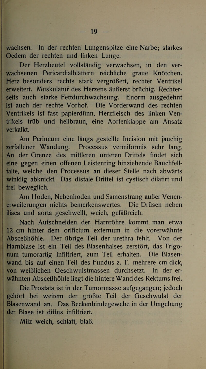 wachsen. In der rechten Lungenspitze eine Narbe; starkes Oedem der rechten und linken Lunge. Der Herzbeutel vollständig verwachsen, in den ver¬ wachsenen Pericardialblättern reichliche graue Knötchen. Herz besonders rechts stark vergrößert, rechter Ventrikel ! erweitert. Muskulatur des Herzens äußerst brüchig. Rechter- seits auch starke Fettdurchwachsung. Enorm ausgedehnt ist auch der rechte Vorhof. Die Vorderwand des rechten Ventrikels ist fast papierdünn, Herzfleisch des linken Ven¬ trikels trüb und hellbraun, eine Aortenklappe am Ansatz verkalkt. Am Perineum eine längs gestellte Incision mit jauchig zerfallener Wandung. Processus vermiformis sehr lang. An der Grenze des mittleren unteren Drittels findet sich eine gegen einen offenen Leistenring hinziehende Bauchfell¬ falte, welche den Processus an dieser Stelle nach abwärts winklig abknickt. Das distale Drittel ist cystisch dilatirt und frei beweglich. Am Hoden, Nebenhoden und Samenstrang außer Venen¬ erweiterungen nichts bemerkenswertes. Die Drüsen neben iliaca und aorta geschwellt, weich, gefäßreich. Nach Aufschneiden der Harnröhre kommt man etwa 12 cm hinter dem orificium externum in die vorerwähnte Absceßhöhle. Der übrige Teil der urethra fehlt. Von der Harnblase ist ein Teil des Blasenhalses zerstört, das Trigo- num tumorartig infiltriert, zum Teil erhalten. Die Blasen¬ wand bis auf einen Teil des Fundus z. T. mehrere cm dick, von weißlichen Geschwulstmassen durchsetzt. In der er¬ wähnten Absceßhöhle liegt die hintere Wand des Rektums frei. Die Prostata ist in der Tumormasse aufgegangen; jedoch gehört bei weitem der größte Teil der Geschwulst der Blasenwand an. Das Beckenbindegewebe in der Umgebung der Blase ist diffus infiltriert. Milz weich, schlaff, blaß.