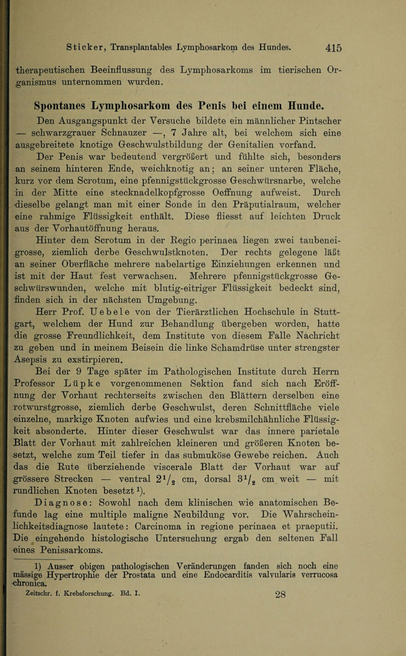 therapeutischen Beeinflussung des Lymphosarkoms im tierischen Or¬ ganismus unternommen wurden. Spontanes Lymphosarkom des Penis hei einem Hunde. Den Ausgangspunkt der Versuche bildete ein männlicher Pintscher — schwarzgrauer Schnauzer —, 7 Jahre alt, bei welchem sich eine ausgebreitete knotige Geschwulstbildung der Genitalien vorfand. Der Penis war bedeutend vergrößert und fühlte sich, besonders an seinem hinteren Ende, weichknotig an; an seiner unteren Eläche, kurz vor dem Scrotum, eine pfennigstückgrosse Geschwürsnarbe, welche in der Mitte eine stecknadelkopfgrosse Oeffnung aufweist. Durch dieselbe gelangt man mit einer Sonde in den Präputialraum, welcher eine rahmige Flüssigkeit enthält. Diese fliesst auf leichten Druck aus der Vorhautöffnung heraus. Hinter dem Scrotum in der Pegio perinaea liegen zwei taubenei¬ grosse, ziemlich derbe Geschwulstknoten. Der rechts gelegene läßt an seiner Oberfläche mehrere nabelartige Einziehungen erkennen und ist mit der Haut fest verwachsen. Mehrere pfennigstückgrosse Ge¬ schwürswunden, welche mit blutig-eitriger Flüssigkeit bedeckt sind, Enden sich in der nächsten Umgebung. Herr Prof. Uebele von der Tierärztlichen Hochschule in Stutt¬ gart, welchem der Hund zur Behandlung übergeben worden, hatte die grosse Freundlichkeit, dem Institute von diesem Falle Nachricht zu geben und in meinem Beisein die linke Schamdrüse unter strengster Asepsis zu exstirpieren. Bei der 9 Tage später im Pathologischen Institute durch Herrn Professor L ü p k e vorgenommenen Sektion fand sich nach Eröff¬ nung der Vorhaut rechterseits zwischen den Blättern derselben eine rotwurstgrosse, ziemlich derbe Geschwulst, deren Schnittfläche viele einzelne, markige Knoten aufwies und eine krebsmilchähnliche Flüssig¬ keit absonderte. Hinter dieser Geschwulst war das innere parietale Blatt der Vorhaut mit zahlreichen kleineren und größeren Knoten be¬ setzt, welche zum Teil tiefer in das submuköse Gewebe reichen. Auch das die Pute überziehende viscerale Blatt der Vorhaut war auf grössere Strecken — ventral 21/2 cm, dorsal 3J/2 cm weit — mit rundlichen Knoten besetzt1). Diagnose: Sowohl nach dem klinischen wie anatomischen Be¬ funde lag eine multiple maligne Neubildung vor. Die Wahrschein¬ lichkeitsdiagnose lautete: Carcinoma in regione perinaea et praeputii. Die eingehende histologische Untersuchung ergab den seltenen Fall eines Penissarkoms. 1) Ausser obigen pathologischen Veränderungen fanden sich noch eine massige Hypertrophie der Prostata und eine Endocarditis valvularis verrucosa chronica. Zeitschr. f. Krebsforschung. Bd. I. 28