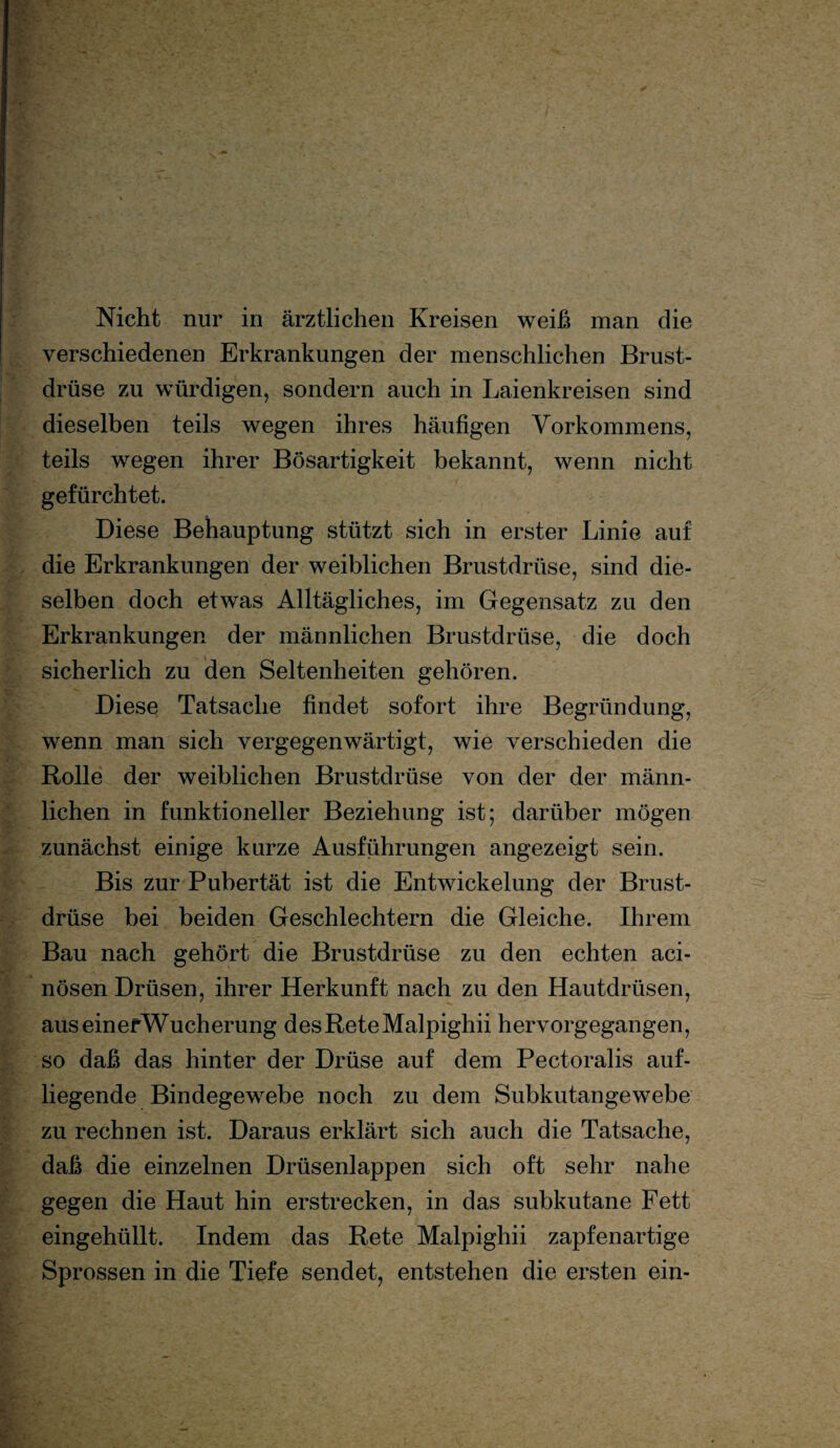 Nicht nur in ärztlichen Kreisen weiß man die verschiedenen Erkrankungen der menschlichen Brust¬ drüse zu würdigen, sondern auch in Laienkreisen sind dieselben teils wegen ihres häufigen Vorkommens, teils wegen ihrer Bösartigkeit bekannt, wenn nicht gefürchtet. Diese Behauptung stützt sich in erster Linie auf die Erkrankungen der weiblichen Brustdrüse, sind die¬ selben doch etwas Alltägliches, im Gegensatz zu den Erkrankungen der männlichen Brustdrüse, die doch sicherlich zu den Seltenheiten gehören. Diese Tatsache findet sofort ihre Begründung, wenn man sich vergegenwärtigt, wie verschieden die Rolle der weiblichen Brustdrüse von der der männ¬ lichen in funktioneller Beziehung ist; darüber mögen zunächst einige kurze Ausführungen angezeigt sein. Bis zur Pubertät ist die Entwickelung der Brust¬ drüse bei beiden Geschlechtern die Gleiche. Ihrem Bau nach gehört die Brustdrüse zu den echten aci- nösen Drüsen, ihrer Herkunft nach zu den Hautdrüsen, auseinerWucherung des Rete Malpighii hervorgegangen, so daß das hinter der Drüse auf dem Pectoralis auf¬ liegende Bindegewebe noch zu dem Subkutangewebe zu rechnen ist. Daraus erklärt sich auch die Tatsache, daß die einzelnen Drüsenlappen sich oft sehr nahe gegen die Haut hin erstrecken, in das subkutane Fett eingehüllt. Indem das Rete Malpighii zapfenartige Sprossen in die Tiefe sendet, entstehen die ersten ein-