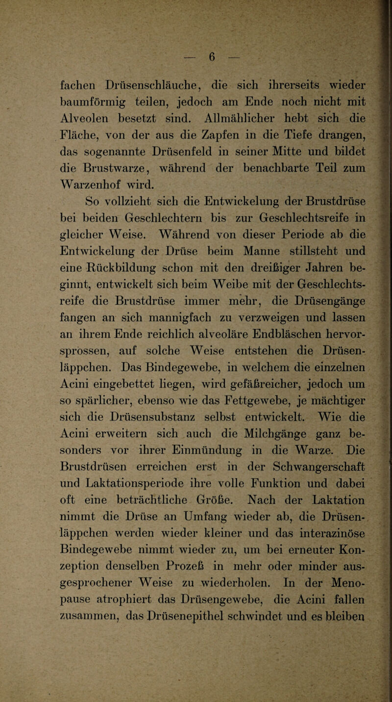 fachen Drüsenschläuche, die sich ihrerseits wieder baumförmig teilen, jedoch am Ende noch nicht mit Alveolen besetzt sind. Allmählicher hebt sich die Fläche, von der aus die Zapfen in die Tiefe drangen, das sogenannte Drüsenfeld in seiner Mitte und bildet die Brustwarze, während der benachbarte Teil zum Warzenhof wird. So vollzieht sich die Entwickelung der Brustdrüse bei beiden Geschlechtern bis zur Geschlechtsreife in gleicher Weise. Während von dieser Periode ab die Entwickelung der Drüse beim Manne stillsteht und eine Rückbildung schon mit den dreißiger Jahren be¬ ginnt, entwickelt sich beim Weibe mit der Geschlechts¬ reife die Brustdrüse immer mehr, die Drüsengänge fangen an sich mannigfach zu verzweigen und lassen an ihrem Ende reichlich alveoläre Endbläschen hervor¬ sprossen, auf solche Weise entstehen die Drüsen¬ läppchen. Das Bindegewebe, in welchem die einzelnen Acini eingebettet liegen, wird gefäßreicher, jedoch um so spärlicher, ebenso wie das Fettgewebe, je mächtiger sich die Drüsensubstanz selbst entwickelt. Wie die Acini erweitern sich auch die Milchgänge ganz be¬ sonders vor ihrer Einmündung in die Warze. Die Brustdrüsen erreichen erst in der Schwangerschaft und Laktationsperiode ihre volle Funktion und dabei oft eine beträchtliche Größe. Nach der Laktation nimmt die Drüse an Umfang wieder ab, die Drüsen¬ läppchen werden wieder kleiner und das interazinöse Bindegewebe nimmt wieder zu, um bei erneuter Kon¬ zeption denselben Prozeß in mehr oder minder aus¬ gesprochener Weise zu wiederholen. In der Meno¬ pause atrophiert das Drüsengewebe, die Acini fallen zusammen, das Drüsenepithel schwindet und es bleiben