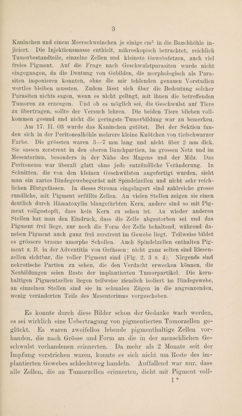Kaninchen und einem Meerschweinchen je einige cm3 in die Bauchhöhle in- jiciert. Die Injektionsmasse enthielt, mikroskopisch betrachtet, reichlich Tumorbestandteile, einzelne Zellen und kleinste Gewebsfetzen, auch viel freies Pigment. Auf die Frage nach Geschwulstparasiten wurde nicht eingegangen, da die Deutung von Gebilden, die morphologisch als Para¬ siten imponieren konnten, ohne die mir fehlenden genauen Vorstudien wertlos bleiben mussten. Zudem lässt sich über die Bedeutung solcher Parasiten nichts sagen, wenn es nicht gelingt, mit ihnen die betreffenden Tumoren zu erzeugen. Und ob es möglich sei, die Geschwulst auf Tiere zu übertragen, sollte der Versuch lehren. Die beiden Tiere blieben voll¬ kommen gesund und nicht die geringste Tumorbildung war zu bemerken. Am 17. II. 03 wurde das Kaninchen getötet. Bei der Sektion fan¬ den sich in der Peritonealhöhle mehrere kleine Knötchen von tiefschwarzer Farbe. Die grössten waren 3—7 mm lang und nicht über 2 mm dick. Sie sassen zerstreut in den oberen Bauchpartien, im grossen Netz und im Mesenterium, besonders in der Nähe des Magens und der Milz. Das Peritoneum war überall glatt ohne jede entzündliche Veränderung. In Schnitten, die von den kleinen Geschwülsten angefertigt wurden, sieht man ein zartes Bindegewebegerüst mit Spindelzellen und nicht sehr reich¬ lichen Blutgefässen. In dieses Stroma eingelagert sind zahlreiche grosse rundliche, mit Pigment erfüllte Zellen. An vielen Stellen zeigen sie einen deutlich durch Hämatoxylin blaugefärbten Kern, andere sind so mit Pig¬ ment vollgestopft, dass kein Kern zu sehen ist. An wieder anderen Stellen hat man den Eindruck, dass die Zelle abgestorben sei und das Pigment frei liege, nur noch die Form der Zelle behaltend, während da¬ neben Pigment auch ganz frei zerstreut im Gewebe liegt. Teilweise bildet es grössere braune amorphe Schollen. Auch Spindelzellen enthalten Pig¬ ment z. B. in der Adventitia von Gelassen; nicht ganz selten sind Riesen- zellen sichtbar, die voller Pigment sind (Fig. 2, 3 u. 4). Nirgends sind nekrotische Partien zu sehen, die den Verdacht erwecken können, die Neubildungen seien Reste der implantierten Tumorpartikel. Die kern¬ haltigen Pigmentzellen liegen teilweise ziemlich isoliert im Bindegewebe, an einzelnen Stellen sind sie in schmalen Zügen in die angrenzenden, wenig veränderten Teile des Mesenteriums vorgeschoben. Es konnte durch diese Bilder schon der Gedanke wach werden, es sei wirklich eine Uebertragung von pigmentierten Tumorzellen ge¬ glückt. Es waren zweifellos lebende pigmenthaltige Zellen vor¬ handen, die nach Grösse und Form an die in der menschlichen Ge¬ schwulst vorhandenen erinnerten. Da mehr als 2 Monate seit der Impfung verstrichen waren, konnte es sich nicht um Reste des im¬ plantierten Gewebes schlechtweg handeln. Auffallend war nur, dass alle Zellen, die an Tumorzellen erinnerten^ dicht mit Pigment voll- 1 *