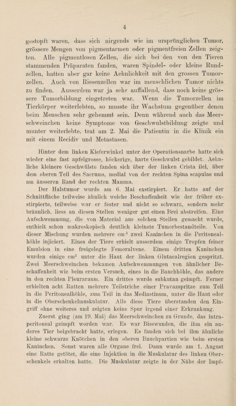gestopft waren, dass sich nirgends wie im ursprünglichen Tumor, grössere Mengen von pigmentarmen oder pigmentfreien Zellen zeig¬ ten. Alle pigmentlosen Zellen, die sich bei den von den Tieren stammenden Präparaten fanden, waren Spindel- oder kleine Rund¬ zellen, hatten aber gar keine Aehnlichkeit mit den grossen Tumor¬ zellen. Auch von Riesenzellen war im menschlichen Tumor nichts zu finden. Ausserdem war ja sehr auffallend, dass noch keine grös¬ sere Tumorbildung eingetreten war. Wenn die Tumorzellen im Tierkörper weiterlebten, so musste ihr Wachstum gegenüber denen beim Menschen sehr gehemmt sein. Denn während auch das Meer¬ schweinchen keine Symptome von Geschwulstbildung zeigte und munter weiterlebte, trat am 2. Mai die Patientin in die Klinik ein mit einem Recidiv und Metastasen. Hinter dem linken Kieferwinkel unter der Operationsnarbe hatte sich wieder eine fast apfelgrosse, höckerige, harte Geschwulst gebildet. Aehn- liche kleinere Geschwülste fanden sich über der linken Crista ilei, über dem oberen Teil des Sacrums, medial von der rechten Spina scapulae und am äusseren Rand der rechten Mamma. Der Halstumor wurde am 6. Mai exstirpiert. Er hatte auf der Schnittfläche teilweise ähnlich weiche Beschaffenheit wie der früher ex- stirpierte, teilweise war er fester und nicht so schwarz, sondern mehr bräunlich, liess an diesen Stellen weniger gut einen Brei abstreifen. Eine Aufschwemmung, die von Material aus solchen Stellen gemacht wurde, enthielt schon makroskopisch deutlich kleinste Tumorbestandteile. Von dieser Mischung wurden mehrere cm3 zwei Kaninchen in die Peritoneal¬ höhle injiciert. Eines der Tiere erhielt ausserdem einige Tropfen feiner Emulsion in eine freigelegte Femoralvene. Einem dritten Kaninchen wurden einige cm3 unter die Haut der linken Glutaealregion gespritzt. Zwei Meerschweinchen bekamen Aufschwemmungen von ähnlicher Be¬ schaffenheit wie beim ersten Versuch, eines in die Bauchhöhle, das andere in den rechten Pleuraraum. Ein drittes wurde subkutan geimpft. Ferner erhielten acht Ratten mehrere Teilstriche einer Pravazspritze zum Teil in die Peritonealhöhle, zum Teil in das Mediastinum, unter die Haut oder in die Oberschenkelmuskulatur. Alle diese Tiere Überstunden den Ein¬ griff ohne weiteres und zeigten keine Spur irgend einer Erkrankung. Zuerst ging (am 19. Mai) das Meerschweinchen zu Grunde, das intra¬ peritoneal geimpft worden war. Es war Bisswunden, die ihm ein an¬ deres Tier beigebracht hatte, erlegen. Es fänden sich bei ihm ähnliche kleine schwarze Knötchen in den oberen Bauchpartien wie beim ersten Kaninchen. Sonst waren alle Organe frei. Dann wurde am 1. August eine Ratte getötet, die eine Injektion in die Muskulatur des linken Ober¬ schenkels erhalten hatte. Die Muskulatur zeigte in der Nähe der Impf-
