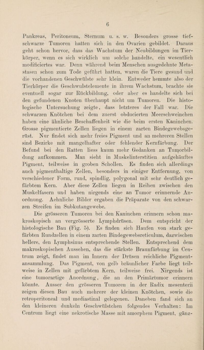 Pankreas, Peritoneum, Sternum u. s. w. Besonders grosse tief- schwarze Tumoren hatten sich in den Ovarien gebildet. Daraus geht schon hervor, dass das Wachstum der Neubildungen im Tier¬ körper, wenn es sich wirklich um solche handelte, ein wesentlich modificiertes war. Denn während beim Menschen ausgedehnte Meta¬ stasen schon zum Tode geführt hatten, waren die Tiere gesund und die vorhandenen Geschwülste sehr klein. Entweder hemmte also der Tierkörper die Geschwulstelemente in ihrem Wachstum, brachte sie eventuell sogar zur Rückbildung, oder aber es handelte sich bei den gefundenen Knoten überhaupt nicht um Tumoren. Die histo¬ logische Untersuchung zeigte, dass letzteres der Fall war. Die schwarzen Knötchen bei dem zuerst obducierten Meerschweinchen haben eine ähnliche Beschaffenheit wie die beim ersten Kaninchen. Grosse pigmentierte Zellen liegen in einem zarten Bindegewebsge- rüst. Nur findet sich mehr freies Pigment und an mehreren Stellen sind Bezirke mit mangelhafter oder fehlender Kernfärbung. Der Befund bei den Ratten liess kaum mehr Gedanken an Tumorbil¬ dung aufkommen. Man sieht in Muskelinterstitien aufgehäuftes Pigment, teilweise in groben Schollen. Es finden sich allerdings auch pigmenthaltige Zellen, besonders in einiger Entfernung, von verschiedener Form, rund, spindlig, polygonal mit sehr deutlich ge¬ färbtem Kern. Aber diese Zellen liegen in Reihen zwischen den Muskelfasern und haben nirgends eine an Tumor erinnernde An¬ ordnung. Aehnliche Bilder ergaben die Präparate von den schwar¬ zen Streifen im Subkutangewebe. Die grösseren Tumoren bei den Kaninchen erinnern schon ma¬ kroskopisch an vergrösserte Lymplidrüsen. Dem entspricht der histologische Bau (Fig. 5). Es finden sich Haufen von stark ge¬ färbten Rundzellen in einem zarten Bindegewebsreticulum, dazwischen hellere, den Lymphsinus entsprechende Stellen. Entsprechend dem makroskopischen Aussehen, das die stärkste Braunfärbung im Cen¬ trum zeigt, findet man im Innern der Drüsen reichliche Pigment¬ ansammlung. Das Pigment, von gelb bräunlicher Farbe liegt teil¬ weise in Zellen mit gefärbtem Kern, teilweise frei. Nirgends ist eine tumorartige Anordnung, die an den Primärtumor erinnern könnte. Ausser den grösseren Tumoren in der Radix mesenterii zeigen diesen Bau auch mehrere der kleinen Knötchen, sowie die retroperitoneal und mediastinal gelegenen. Daneben fand sich an den kleineren dunkeln Gesellwülstchen folgendes Verhalten: Im Centrum liegt eine nekrotische Masse mit amorphem Pigment, gänz-