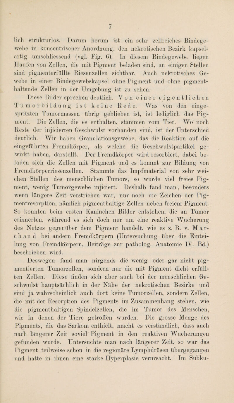 lieh strukturlos. Darum herum ist ein sehr zellreiches Bindege¬ webe in koncentrischer Anordnung, den nekrotischen Bezirk kapsel- artig umschliessend (vgl. Fig. 6). In diesem Bindegewebe liegen Haufen von Zellen, die mit Pigment beladen sind, an einigen Stellen sind pigmenterfüllte Riesenzellen sichtbar. Auch nekrotisches Ge¬ webe in einer Bindege webskapsel ohne Pigment und ohne pigment¬ haltende Zellen in der Umgebung ist zu sehen. Diese Bilder sprechen deutlich. Von einer eigentlichen T u m o rbildung ist keine Rede. Was von den einge¬ spritzten Tumormassen übrig geblieben ist, ist lediglich das Pig¬ ment. Die Zellen, die es enthalten, stammen vom Tier» Wo noch Reste der injicierten Geschwulst vorhanden sind, ist der Unterschied deutlich. Wir haben Granulationsgewebe, das die Reaktion auf die eingeführten Fremdkörper, als welche die Geschwulstpartikel ge¬ wirkt haben, darstellt. Der Fremdkörper wird resorbiert, dabei be¬ laden sich die Zellen mit Pigment und es kommt zur Bildung von Fremdkörperriesenzellen. Stammte das Impfmaterial von sehr wei¬ chen Stellen des menschlichen Tumors, so wurde viel freies Pig¬ ment, wenig Tumorgewebe injiciert. Deshalb fand man, besonders wenn längere Zeit verstrichen war, nur noch die Zeichen der Pig¬ mentresorption, nämlich pigmenthaltige Zellen neben freiem Pigment. So konnten beim ersten Kaninchen Bilder entstehen, die an Tumor erinnerten, während es sich doch nur um eine reaktive Wucherung des Netzes gegenüber dem Pigment handelt, wie es z. B. v. Mar¬ ch and bei andern Fremdkörpern (Untersuchung über die Eintei¬ lung von Fremdkörpern, Beiträge zur patholog. Anatomie IV. Bd.) beschrieben wird. Deswegen fand man nirgends die wenig oder gar nicht pig¬ mentierten Tumorzellen, sondern nur die mit Pigment dicht erfüll¬ ten Zellen. Diese finden sich aber auch bei der menschlichen Ge¬ schwulst hauptsächlich in der Nähe der nekrotischen Bezirke und sind ja wahrscheinlich auch dort keine Tumorzellen, sondern Zellen, die mit der Resorption des Pigments im Zusammenhang stehen, wie die pigmenthaltigen Spindelzellen, die im Tumor des Menschen, wie in denen der Tiere getroffen wurden. Die grosse Menge des Pigments, die das Sarkom enthielt, macht es verständlich, dass auch nach längerer Zeit soviel Pigment in den reaktiven Wucherungen gefunden wurde. Untersuchte man nach längerer Zeit, so war das Pigment teilweise schon in die regionäre Lymphdrüsen übergegangen und hatte in ihnen eine starke Hyperplasie verursacht. Im Subku-