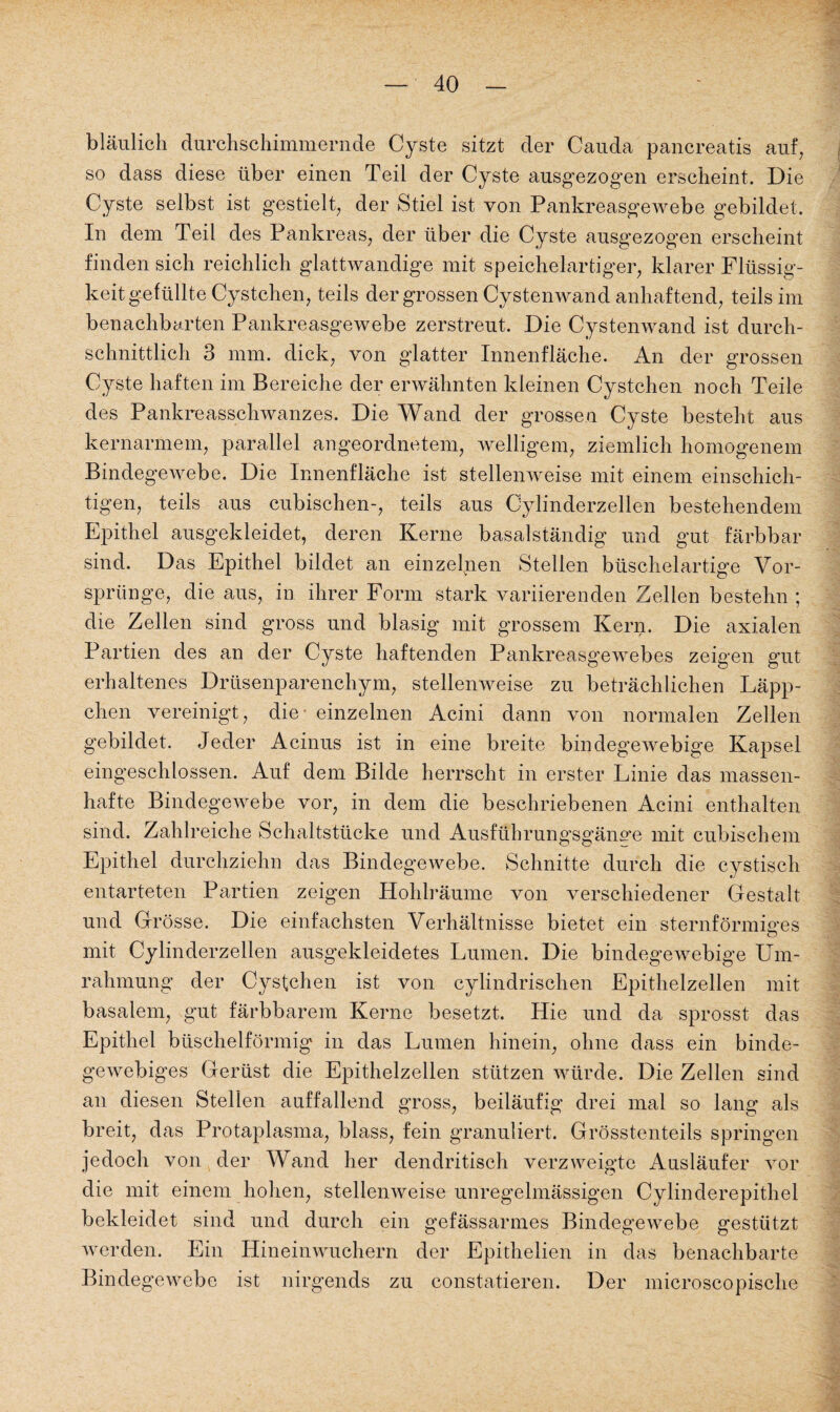 bläulich durchschimmernde Cyste sitzt der Cauda pancreatis auf, so dass diese über einen Teil der Cyste ausgezogen erscheint. Die Cyste selbst ist gestielt, der Stiel ist von Pankreasgewebe gebildet. In dem Teil des Pankreas, der über die Cyste ausgezogen erscheint finden sich reichlich glattwandige mit speichelartiger, klarer Flüssig¬ keitgefüllte Cystchen, teils der grossen Cystenwand anhaftend, teils im benachbarten Pankreasgewebe zerstreut. Die Cystenwand ist durch¬ schnittlich 3 mm. dick, von glatter Innenfläche. An der grossen Cyste haften im Bereiche der erwähnten kleinen Cystchen noch Teile des Pankreasschwanzes. Die Wand der grossen Cyste besteht aus kernarmem, parallel angeordnetem, welligem, ziemlich homogenem Bindegewebe. Die Innenfläche ist stellenweise mit einem einschich¬ tigen, teils aus cubischen-, teils aus Cylinderzellen bestehendem Epithel ausgekleidet, deren Kerne basalständig und gut färbbar sind. Das Epithel bildet an einzelnen Stellen büschelartige Vor¬ sprünge, die aus, in ihrer Form stark variierenden Zellen bestehn ; die Zellen sind gross und blasig mit grossem Kern. Die axialen Partien des an der Cyste haftenden Pankreasgewebes zeigen gut erhaltenes Drüsenparenchym, stellenweise zu beträchlichen Läpp¬ chen vereinigt, die - einzelnen Acini dann von normalen Zellen gebildet. Jeder Acinus ist in eine breite bindegewebige Kapsel eingeschlossen. Auf dem Bilde herrscht in erster Linie das massen¬ hafte Bindegewebe vor, in dem die beschriebenen Acini enthalten sind. Zahlreiche Schaltstücke und Ausführungsgänge mit cubischem Epithel durchziehn das Bindegewebe. Schnitte durch die cystisch entarteten Partien zeigen Hohlräume von verschiedener Gestalt und Grösse. Die einfachsten Verhältnisse bietet ein sternförmiges o mit Cylinderzellen ausgekleidetes Lumen. Die bindegewebige Um¬ rahmung der Cysfchen ist von cylindrischen Epithelzellen mit basalem, gut färbbarem Kerne besetzt. Hie und da sprosst das Epithel büschelförmig in das Lumen hinein, ohne dass ein binde¬ gewebiges Gerüst die Epithelzellen stützen würde. Die Zellen sind an diesen Stellen auffallend gross, beiläufig drei mal so lang als breit, das Protaplasma, blass, fein granuliert. Grösstenteils springen jedoch von der Wand her dendritisch verzweigte Ausläufer vor die mit einem hohen, stellenweise unregelmässigen Cylinderepithel bekleidet sind und durch ein gefässarmes Bindegewebe gestützt werden. Ein Hineinwuchern der Epithelien in das benachbarte Bindegewebe ist nirgends zu constatieren. Der microscopische