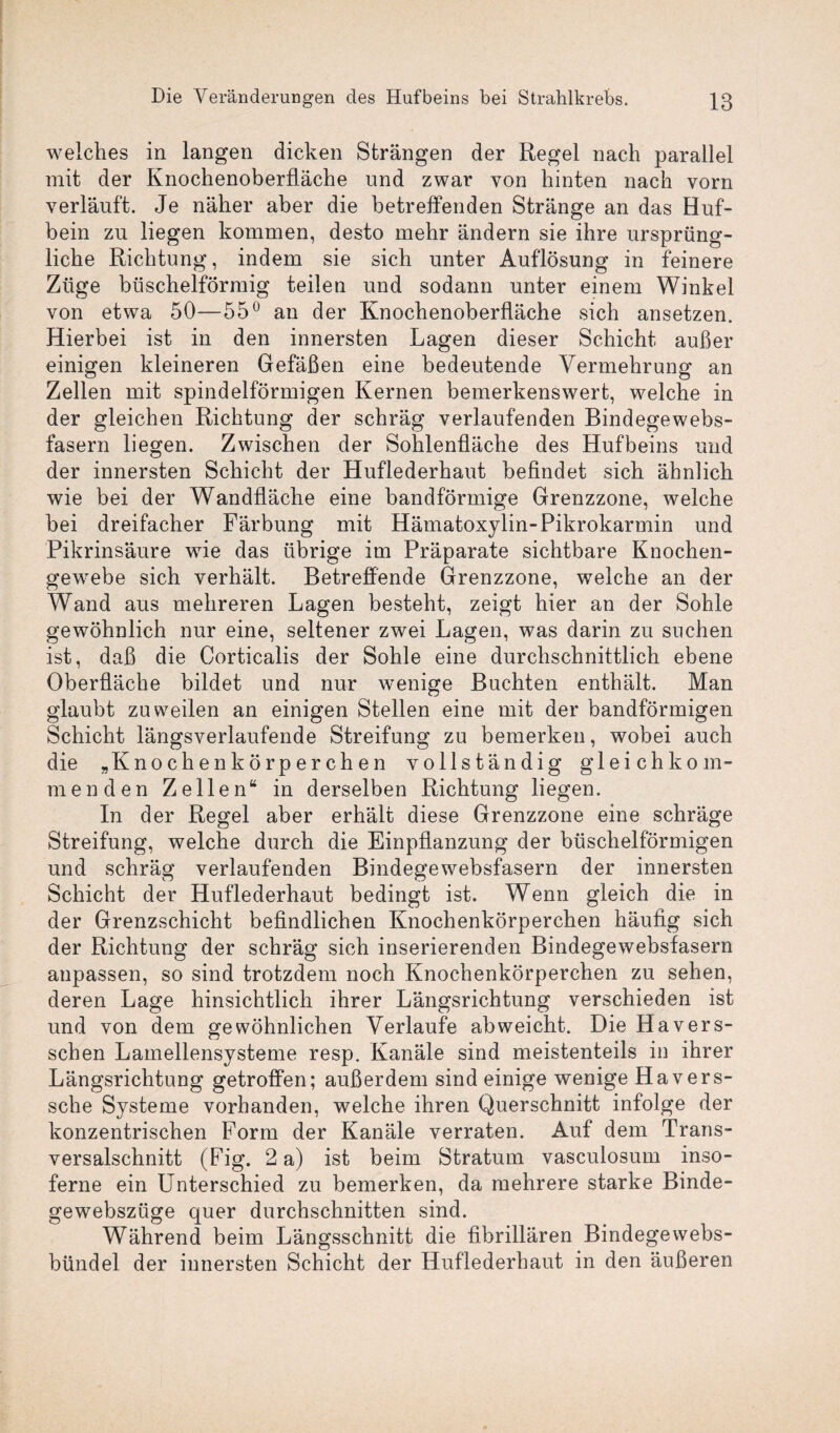 welches in langen dicken Strängen der Regel nach parallel mit der Knochenoberfläche und zwar von hinten nach vorn verläuft. Je näher aber die betreffenden Stränge an das Huf¬ bein zu liegen kommen, desto mehr ändern sie ihre ursprüng¬ liche Richtung, indem sie sich unter Auflösung in feinere Züge büschelförmig teilen und sodann unter einem Winkel von etwa 50—55° an der Knochenoberfläche sich ansetzen. Hierbei ist in den innersten Lagen dieser Schicht außer einigen kleineren Gefäßen eine bedeutende Vermehrung an Zellen mit spindelförmigen Kernen bemerkenswert, welche in der gleichen Richtung der schräg verlaufenden Bindegewebs¬ fasern liegen. Zwischen der Sohlenfläche des Hufbeins und der innersten Schicht der Huflederhaut befindet sich ähnlich wie bei der Wandfläche eine bandförmige Grenzzone, welche bei dreifacher Färbung mit Hämatoxylin-Pikrokarmin und Pikrinsäure wie das übrige im Präparate sichtbare Knochen¬ gewebe sich verhält. Betreffende Grenzzone, welche an der Wand aus mehreren Lagen besteht, zeigt hier an der Sohle gewöhnlich nur eine, seltener zwei Lagen, was darin zu suchen ist, daß die Corticalis der Sohle eine durchschnittlich ebene Oberfläche bildet und nur wenige Buchten enthält. Man glaubt zuweilen an einigen Stellen eine mit der bandförmigen Schicht längsverlaufende Streifung zu bemerken, wobei auch die „Knochenkörperchen vollständig gl eich kom¬ men den Zellen“ in derselben Richtung liegen. In der Regel aber erhält diese Grenzzone eine schräge Streifung, welche durch die Einpflanzung der büschelförmigen und schräg verlaufenden Bindegewebsfasern der innersten Schicht der Huflederhaut bedingt ist. Wenn gleich die in der Grenzschicht befindlichen Knochenkörperchen häufig sich der Richtung der schräg sich inserierenden Bindegewebsfasern anpassen, so sind trotzdem noch Knochenkörperchen zu sehen, deren Lage hinsichtlich ihrer Längsrichtung verschieden ist und von dem gewöhnlichen Verlaufe ab weicht. Die Havers- schen Lamellensysteme resp. Kanäle sind meistenteils in ihrer Längsrichtung getroffen; außerdem sind einige wenige Havers- sche Systeme vorhanden, welche ihren Querschnitt infolge der konzentrischen Form der Kanäle verraten. Auf dem Trans¬ versalschnitt (Fig. 2 a) ist beim Stratum vasculosum inso- ferne ein Unterschied zu bemerken, da mehrere starke Binde- gewebszüge quer durchschnitten sind. Während beim Längsschnitt die fibrillären Bindege webs¬ bündel der innersten Schicht der Huflederhaut in den äußeren