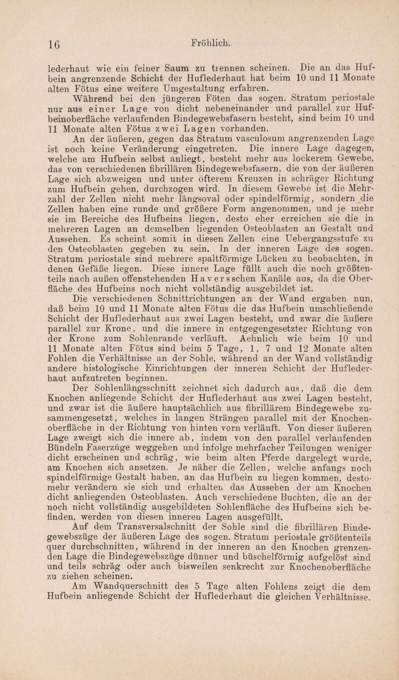 lederhaut wie ein feiner Saum zu trennen scheinen. Die an das Huf¬ bein angrenzende Schicht der Huflederhaut hat beim 10 und 11 Monate alten Fötus eine weitere Umgestaltung erfahren. Während bei den jüngeren Föten das sogen. Stratum periostale nur aus einer Lage von dicht nebeneinander und parallel zur Huf¬ beinoberfläche verlaufenden Bindegewebsfasern besteht, sind beim 10 und 11 Monate alten Fötus zwei Lagen vorhanden. An der äußeren, gegen das Stratum vasculosum angrenzenden Lage ist noch keine Veränderung eingetreten. Die innere Lage dagegen, welche am Hufbein selbst anliegt, besteht mehr aus lockerem Gewebe, das von verschiedenen fibrillären Bindegewebsfasern, die von der äußeren Lage sich abzweigen und unter öfterem Kreuzen in schräger Richtung zum Hufbein gehen, durchzogen wird. In diesem Gewebe ist die Mehr¬ zahl der Zellen nicht mehr längsoval oder spindelförmig, sondern die Zellen haben eine runde und größere Form angenommen, und je mehr sie im Bereiche des Hufbeins liegen, desto eher erreichen sie die in mehreren Lagen an demselben liegenden Osteoblasten an Gestalt und Aussehen. Es scheint somit in diesen Zellen eine Uebergangsstufe zu den Osteoblasten gegeben zu sein. In der inneren Lage des sogen. Stratum periostale sind mehrere spaltförmige Lücken zu beobachten, in denen Gefäße liegen. Diese innere Lage füllt auch die noch größten¬ teils nach außen offenstehenden Hävers sehen Kanäle aus, da die Ober¬ fläche des Hufbeins noch nicht vollständig ausgebildet ist. Die verschiedenen Schnittrichtungen an der Wand ergaben nun, daß beim 10 und 11 Monate alten Fötus die das Hufbein umschließende Schicht der Huflederhaut aus zwei Lagen besteht, und zwar die äußere parallel zur Krone, und die innere in entgegengesetzter Richtung von der Krone zum Sohlenrande verläuft. Aehnlich wie beim 10 und 11 Monate alten Fötus sind beim 5 Tage, 1, 7 und 12 Monate alten Fohlen die Verhältnisse an der Sohle, während an der Wand vollständig andere histologische Einrichtungen der inneren Schicht der Hufleder¬ haut aufzutreten beginnen. Der Sohlenlängsschnitt zeichnet sich dadurch aus, daß die dem Knochen anliegende Schicht der Huflederhaut aus zwei Lagen besteht, und zwar ist die äußere hauptsächlich aus fibrillärem Bindegewebe zu¬ sammengesetzt, welches in langen Strängen parallel mit der Knochen¬ oberfläche in der Richtung von hinten vorn verläuft. Von dieser äußeren Lage zweigt sich die innere ab, indem von den parallel verlaufenden Bündeln Faserziige Weggehen und infolge mehrfacher Teilungen weniger dicht erscheinen und schräg, wie beim alten Pferde dargelegt wurde, am Knochen sich ansetzen. Je näher die Zellen, welche anfangs noch spindelförmige Gestalt haben, an das Hufbein zu liegen kommen, desto¬ mehr verändern sie sich und erhalten das Aussehen der am Knochen dicht anliegenden Osteoblasten. Auch verschiedene Buchten, die an der noch nicht vollständig ausgebildeten Sohlenfläche des Hufbeins sich be¬ finden, werden von diesen inneren Lagen ausgefüllt. Auf dem Transversalschnitt der Sohle sind die fibrillären Binde- gewebszüge der äußeren Lage des sogen. Stratum periostale größtenteils quer durchschnitten, während in der inneren an den Knochen grenzen¬ den Lage die Bindegewebszüge dünner und büschelförmig aufgelöst sind und teils schräg oder auch bisweilen senkrecht zur Knochenoberfläche zu ziehen scheinen. Am Wandquerschnitt des 5 Tage alten Fohlens zeigt die dem Hufbein anliegende Schicht der Huflederhaut die gleichen Verhältnisse,