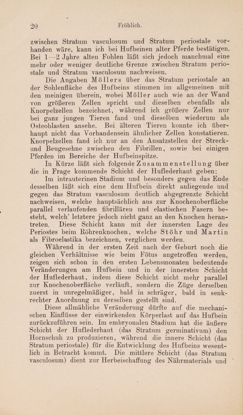 zwischen Stratum vasculosum und Stratum periostale vor¬ handen wäre, kann ich bei Hufbeinen alter Pferde bestätigen. Bei 1—2 Jahre alten Fohlen läßt sich jedoch manchmal eine mehr oder weniger deutliche Grenze zwischen Stratum perio¬ stale und Stratum vasculosum nachweisen. Die Angaben Möllers über das Stratum periostale an der Sohlenfläche des Hufbeins stimmen im allgemeinen mit den meinigen überein, wobei Möller auch wie an der Wand von größeren Zellen spricht und dieselben ebenfalls als Knorpelzellen bezeichnet, während ich größere Zellen nur bei ganz jungen Tieren fand und dieselben wiederum als Osteoblasten ansehe. Bei älteren Tieren konnte ich über¬ haupt nicht das Vorhandensein ähnlicher Zellen konstatieren. Knorpelzellen fand ich nur an den Ansatzstellen der Streck- und Beugesehne zwischen den Fibrillen, sowie bei einigen Pferden im Bereiche der Hufbeinspitze. In Kürze läßt sich folgende Zusammenstellung über die in Frage kommende Schicht der Huflederhaut geben: Im intrauterinen Stadium und besonders gegen das Ende desselben läßt sich eine dem Hufbein direkt anliegende und gegen das Stratum vasculosum deutlich abgegrenzte Schicht nachweisen, welche hauptsächlich aus zur Knochenoberfläche parallel verlaufenden fibrillären und elastischen Fasern be¬ steht, welch’ letztere jedoch nicht ganz an den Knochen heran¬ treten. Diese Schicht kann mit der innersten Lage des Periostes beim Röhrenknochen, welche Stöhr und Martin als Fibroelastika bezeichnen, verglichen werden. Während in der ersten Zeit nach der Geburt noch die gleichen Verhältnisse wie beim Fötus angetroffen werden, zeigen sich schon in den ersten Lebensmonaten bedeutende Veränderungen am Hufbein und in der innersten Schicht der Huflederhaut, indem diese Schicht nicht mehr parallel zur Knochenoberfläche verläuft, sondern die Züge derselben zuerst in unregelmäßiger, bald in schräger, bald in senk¬ rechter Anordnung zu derselben gestellt sind. Diese allmähliche Veränderung dürfte auf die mechani¬ schen Einflüsse der einwirkenden Körperlast auf das Hufbein zurückzuführen sein. Im embryonalen Stadium hat die äußere Schicht der Huflederhaut (das Stratum germinativum) den Hornschuh zu produzieren, während die innere Schicht (das Stratum periostale) für die Entwicklung des Hufbeins wesent¬ lich in Betracht kommt. Die mittlere Schicht (das Stratum vasculosum) dient zur Herbeischaffung des Nährmaterials und