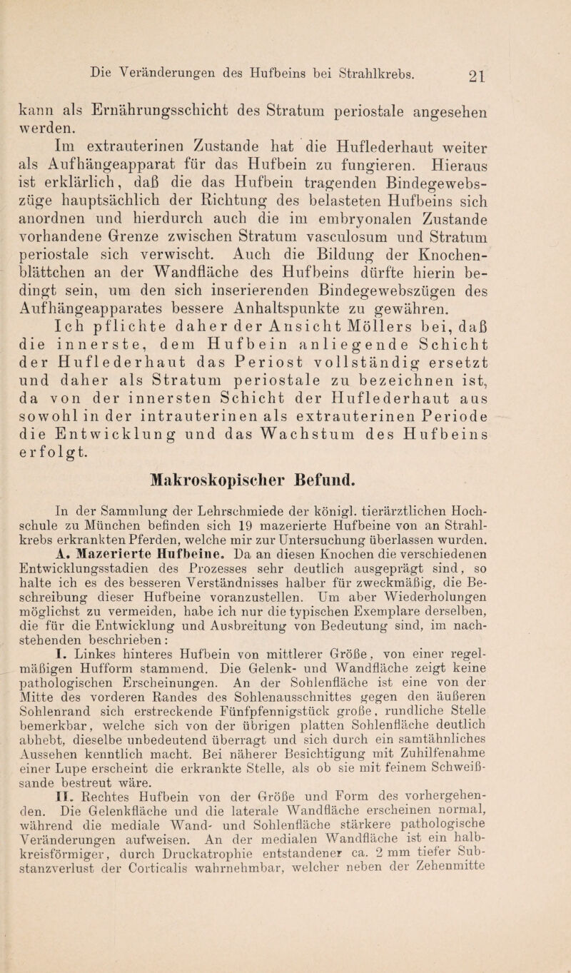kann als Ernährungsschicht des Stratum periostale angesehen werden. Im extrauterinen Zustande hat die Huflederhaut weiter als Aufhängeapparat für das Hufbein zu fungieren. Hieraus ist erklärlich, daß die das Hufbein tragenden Bindegewebs- ziige hauptsächlich der Richtung des belasteten Hufbeins sich anordnen und hierdurch auch die im embryonalen Zustande vorhandene Grenze zwischen Stratum vasculosum und Stratum periostale sich verwischt. Auch die Bildung der Knochen¬ blättchen an der Wandfläche des Hufbeins dürfte hierin be¬ dingt sein, um den sich inserierenden Bindegewebszügen des Aufhängeapparates bessere Anhaltspunkte zu gewähren. Ich pflichte daher der Ansicht Möllers bei, daß die innerste, dem Hufbein anliegende Schicht der Hufleder haut das Periost vollständig ersetzt und daher als Stratum periostale zu bezeichnen ist, da von der innersten Schicht der Huflederhaut aus sowohl in der intrauterinen als extrauterinen Periode die Entwicklung und das Wachstum des Hufbeins erfolgt. Makroskopischer Befund. In der Sammlung der Lehrschmiede der königl. tierärztlichen Hoch¬ schule zu München befinden sich 19 mazerierte Hufbeine von an Strahl¬ krebs erkrankten Pferden, welche mir zur Untersuchung überlassen wurden. A. Mazerierte Hufbeine. Da an diesen Knochen die verschiedenen Entwicklungsstadien des Prozesses sehr deutlich ausgeprägt sind, so halte ich es des besseren Verständnisses halber für zweckmäßig, die Be¬ schreibung dieser Hufbeine voranzustellen. Um aber Wiederholungen möglichst zu vermeiden, habe ich nur die typischen Exemplare derselben, die für die Entwicklung und Ausbreitung von Bedeutung sind, im nach¬ stehenden beschrieben: I. Linkes hinteres Hufbein von mittlerer Größe, von einer regel¬ mäßigen Hufform stammend. Die Gelenk- und Wandfläche zeigt keine pathologischen Erscheinungen. An der Sohlenfläche ist eine von der Mitte des vorderen Randes des Sohlenausschnittes gegen den äußeren Sohlenrand sich erstreckende Fünfpfennigstück große, rundliche Stelle bemerkbar, welche sich von der übrigen platten Sohlenfläche deutlich abhebt, dieselbe unbedeutend überragt und sich durch ein samtähnliches Aussehen kenntlich macht. Bei näherer Besichtigung mit Zuhilfenahme einer Lupe erscheint die erkrankte Stelle, als ob sie mit feinem Schweiß¬ sande bestreut wäre. II. Rechtes Hufbein von der Größe und Form des vorhergehen¬ den. Die Gelenkfläche und die laterale Wandfläche erscheinen normal, während die mediale Wand- und Sohlenfläche stärkere pathologische Veränderungen aufweisen. An der medialen Wandfläche ist ein halb¬ kreisförmiger, durch Druckatrophie entstandener ca. 2 mm tiefer Sub¬ stanzverlust der Corticalis wahrnehmbar, welcher neben der Zehenmitte