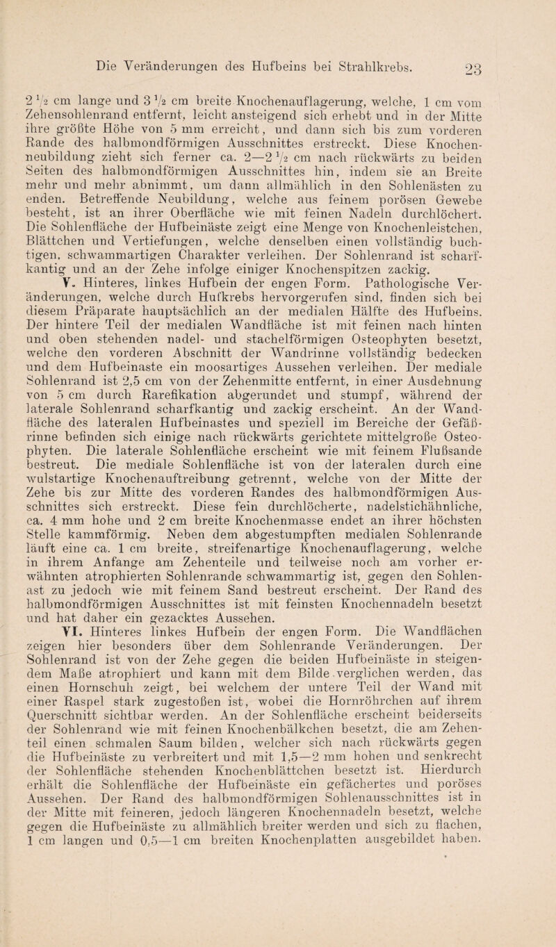2 72 cm lange und 3 V2 cm breite Knochenauflagerung, welche, 1 cm vom Zehensohlenrand entfernt, leicht ansteigend sich erhebt und in der Mitte ihre größte Höhe von 5 mm erreicht, und dann sich bis zum vorderen Rande des halbmondförmigen Ausschnittes erstreckt. Diese Knochen¬ neubildung zieht sich ferner ca. 2—2 7s cm nach rückwärts zu beiden Seiten des halbmondförmigen Ausschnittes hin, indem sie an Breite mehr und mehr abnimmt, um dann allmählich in den Sohlenästen zu enden. Betreffende Neubildung, welche aus feinem porösen Gewebe besteht, ist an ihrer Oberfläche wie mit feinen Nadeln durchlöchert. Die Sohlenfläche der Hufbeinäste zeigt eine Menge von Knochenleistchen, Blättchen und Vertiefungen, welche denselben einen vollständig buch- tigen, schwammartigen Charakter verleihen. Der Sohlenrand ist scharf¬ kantig und an der Zehe infolge einiger Knochenspitzen zackig. V. Hinteres, linkes Hufbein der engen Form. Pathologische Ver¬ änderungen, welche durch Hufkrebs hervorgerufen sind, finden sich bei diesem Präparate hauptsächlich an der medialen Hälfte des Hufbeins. Der hintere Teil der medialen Wandfläche ist mit feinen nach hinten und oben stehenden nadel- und stachelförmigen Osteophyten besetzt, welche den vorderen Abschnitt der Wandrinne vollständig bedecken und dem Hufbeinaste ein moosartiges Aussehen verleihen. Der mediale Sohlenrand ist 2,5 cm von der Zehenmitte entfernt, in einer Ausdehnung von 5 cm durch Rarefikation abgerundet und stumpf, während der laterale Sohlenrand scharfkantig und zackig erscheint. An der Wand¬ fläche des lateralen Hufbeinastes und speziell im Bereiche der Gefäß¬ rinne befinden sich einige nach rückwärts gerichtete mittelgroße Osteo¬ phyten. Die laterale Sohlenfläche erscheint wie mit feinem Flußsande bestreut. Die mediale Sohlenfläche ist von der lateralen durch eine wulstartige Knochenauftreibung getrennt, welche von der Mitte der Zehe bis zur Mitte des vorderen Randes des halbmondförmigen Aus¬ schnittes sich erstreckt. Diese fein durchlöcherte, nadelstichähnliche, ca. 4 mm hohe und 2 cm breite Knochenmasse endet an ihrer höchsten Stelle kammfönnig. Neben dem abgestumpften medialen Sohlenrande läuft eine ca. 1 cm breite, streifenartige Knochenauflagerung, welche in ihrem Anfänge am Zehenteile und teilweise noch am vorher er¬ wähnten atrophierten Sohlenrande schwammartig ist, gegen den Sohlen¬ ast zu jedoch wie mit feinem Sand bestreut erscheint. Der Rand des halbmondförmigen Ausschnittes ist mit feinsten Knochennadeln besetzt und hat daher ein gezacktes Aussehen. VI. Hinteres linkes Hufbein der engen Form. Die Wandflächen zeigen hier besonders über dem Sohlenrande Veränderungen. Der Sohlenrand ist von der Zehe gegen die beiden Hufbeinäste in steigen¬ dem Maße atrophiert und kann mit dem Bilde verglichen werden, das einen Hornschuh zeigt, bei welchem der untere Teil der Wand mit einer Raspel stark zugestoßen ist, wobei die Hornröhrchen auf ihrem Querschnitt sichtbar werden. An der Sohlenfläche erscheint beiderseits der Sohlenrand wie mit feinen Knochenbälkchen besetzt, die am Zehen¬ teil einen schmalen Saum bilden, welcher sich nach rückwärts gegen die Hufbeinäste zu verbreitert und mit 1,5—2 mm hohen und senkrecht der Sohlenfläche stehenden Knochenblättchen besetzt ist. Hierdurch erhält die Sohlenfläche der Hufbeinäste ein gefächertes und poröses Aussehen. Der Rand des halbmondförmigen Sohlenausschnittes ist in der Mitte mit feineren, jedoch längeren Knochennadeln besetzt, welche gegen die Hufbeinäste zu allmählich breiter werden und sich zu flachen, 1 cm langen und 0,5—-1 cm breiten Knochenplatten ausgebildet haben.