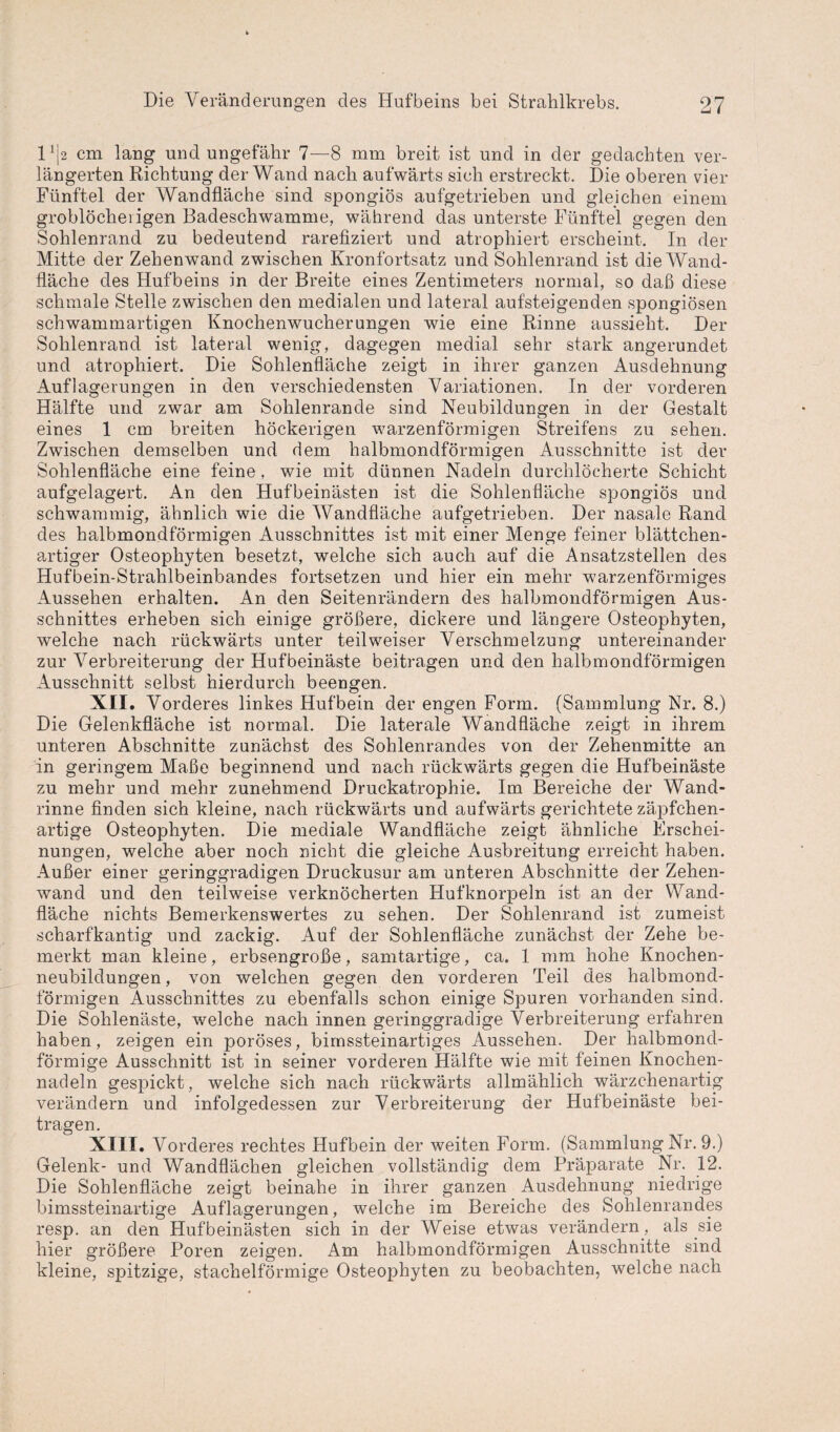VI2 cm lang und ungefähr 7—8 mm breit ist und in der gedachten ver¬ längerten Richtung der Wand nach aufwärts sich erstreckt. Die oberen vier Fünftel der Wandfläche sind spongiös aufgetrieben und gleichen einem groblöcheiigen Badeschwamme, während das unterste Fünftel gegen den Sohlenrand zu bedeutend rarefiziert und atrophiert erscheint. In der Mitte der Zehenwand zwischen Kronfortsatz und Sohlenrand ist die Wand¬ fläche des Hufbeins in der Breite eines Zentimeters normal, so daß diese schmale Stelle zwischen den medialen und lateral aufsteigenden spongiösen schwammartigen Knochenwucherungen wie eine Rinne aussieht. Der Sohlenrand ist lateral wenig, dagegen medial sehr stark angerundet und atrophiert. Die Sohlenfläche zeigt in ihrer ganzen Ausdehnung Auflagerungen in den verschiedensten Variationen. In der vorderen Hälfte und zwar am Sohlenrande sind Neubildungen in der Gestalt eines 1 cm breiten höckerigen warzenförmigen Streifens zu sehen. Zwischen demselben und dem halbmondförmigen Ausschnitte ist der Sohlenfläche eine feine, wie mit dünnen Nadeln durchlöcherte Schicht aufgelagert. An den Hufbeinästen ist die Sohlenfläche spongiös und schwammig, ähnlich wie die Wandfläche aufgetrieben. Der nasale Rand des halbmondförmigen Ausschnittes ist mit einer Menge feiner blättchen¬ artiger Osteopliyten besetzt, welche sich auch auf die Ansatzstellen des Hufbein-Strahlbeinbandes fortsetzen und hier ein mehr warzenförmiges Aussehen erhalten. An den Seitenrändern des halbmondförmigen Aus¬ schnittes erheben sich einige größere, dickere und längere Osteophyten, welche nach rückwärts unter teil weiser Verschmelzung untereinander zur Verbreiterung der Hufbeinäste beitragen und den halbmondförmigen Ausschnitt selbst hierdurch beengen. XII. Vorderes linkes Hufbein der engen Form. (Sammlung Nr. 8.) Die Gelenkfläche ist normal. Die laterale Wandfläche zeigt in ihrem unteren Abschnitte zunächst des Sohlenrandes von der Zehenmitte an in geringem Maße beginnend und nach rückwärts gegen die Hufbeinäste zu mehr und mehr zunehmend Druckatrophie. Im Bereiche der Wand¬ rinne finden sich kleine, nach rückwärts und aufwärts gerichtete zäpfchen¬ artige Osteophyten. Die mediale Wandfläche zeigt ähnliche Erschei¬ nungen, welche aber noch nicht die gleiche Ausbreitung erreicht haben. Außer einer geringgradigen Druckusur am unteren Abschnitte der Zehen¬ wand und den teilweise verknöcherten Hufknorpeln ist an der Wand¬ fläche nichts Bemerkenswertes zu sehen. Der Sohlenrand ist zumeist scharfkantig und zackig. Auf der Sohlenfläche zunächst der Zehe be¬ merkt man kleine, erbsengroße, samtartige, ca. 1 mm hohe Knochen¬ neubildungen , von welchen gegen den vorderen Teil des halbmond¬ förmigen Ausschnittes zu ebenfalls schon einige Spuren vorhanden sind. Die Sohlenäste, wmlche nach innen geringgradige Verbreiterung erfahren haben, zeigen ein poröses, birnssteinartiges Aussehen. Der halbmond¬ förmige Ausschnitt ist in seiner vorderen Hälfte wie mit feinen Knochen¬ nadeln gespickt, welche sich nach rückwärts allmählich wärzchenartig verändern und infolgedessen zur Verbreiterung der Hufbeinäste bei¬ tragen. XIII. Vorderes rechtes Hufbein der weiten Form. (Sammlung Nr. 9.) Gelenk- und Wandflächen gleichen vollständig dem Präparate Nr. 12. Die Sohlenfläche zeigt beinahe in ihrer ganzen Ausdehnung niedrige bimssteinartige Auflagerungen, welche im Bereiche des Sohlenrandes resp. an den Huf beinästen sich in der Weise etwas verändern, als sie hier größere Poren zeigen. Am halbmondförmigen Ausschnitte sind kleine, spitzige, stachelförmige Osteophyten zu beobachten, welche nach