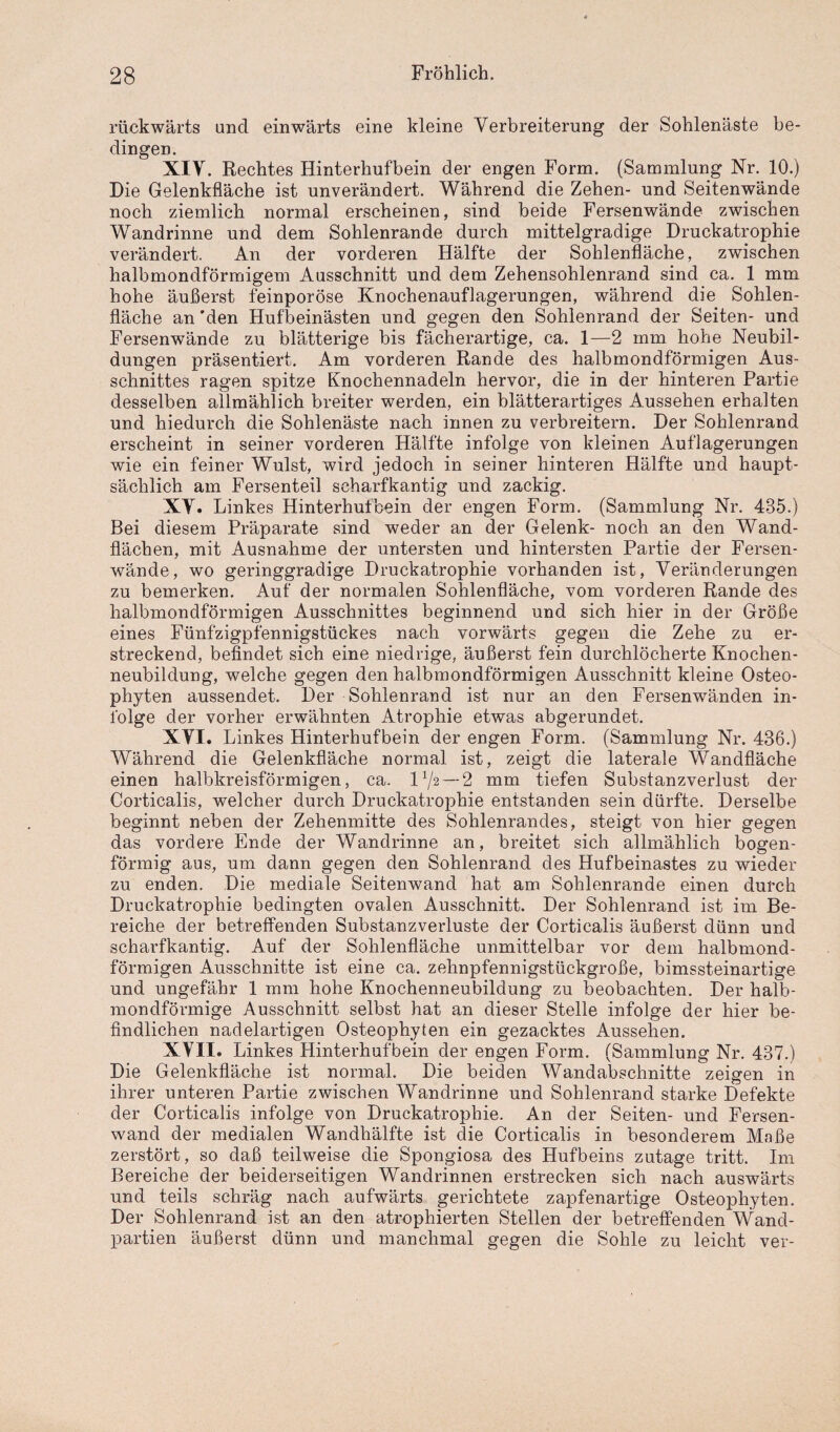 rückwärts and einwärts eine kleine Verbreiterung der Sohlenäste be¬ dingen. XIV. Rechtes Hinterhufbein der engen Form. (Sammlung Nr. 10.) Die Gelenkfläche ist unverändert. Während die Zehen- und Seitenwände noch ziemlich normal erscheinen, sind beide Fersenwände zwischen Wandrinne und dem Sohlenrande durch mittelgradige Druckatrophie verändert. An der vorderen Hälfte der Sohlenfläche, zwischen halbmondförmigem Ausschnitt und dem Zehensohlenrand sind ca. 1 mm hohe äußerst feinporöse Knochenauflagerungen, während die Sohlen¬ fläche an 'den Hufbeinästen und gegen den Sohlenrand der Seiten- und Fersenwände zu blätterige bis fächerartige, ca. 1—2 mm hohe Neubil¬ dungen präsentiert. Am vorderen Rande des halbmondförmigen Aus¬ schnittes ragen spitze Knochennadeln hervor, die in der hinteren Partie desselben allmählich breiter werden, ein blätterartiges Aussehen erhalten und hiedurch die Sohlenäste nach innen zu verbreitern. Der Sohlenrand erscheint in seiner vorderen Hälfte infolge von kleinen Auflagerungen wie ein feiner Wulst, wird jedoch in seiner hinteren Hälfte und haupt¬ sächlich am Fersenteil scharfkantig und zackig. XV. Linkes Hinterhufbein der engen Form. (Sammlung Nr. 435.) Bei diesem Präparate sind weder an der Gelenk- noch an den Wand¬ flächen, mit Ausnahme der untersten und hintersten Partie der Fersen¬ wände, wo geringgradige Druckatrophie vorhanden ist, Veränderungen zu bemerken. Auf der normalen Sohlenfläche, vom vorderen Rande des halbmondförmigen Ausschnittes beginnend und sich hier in der Größe eines Fünfzigpfennigstückes nach vorwärts gegen die Zehe zu er¬ streckend, befindet sich eine niedrige, äußerst fein durchlöcherte Knochen¬ neubildung, welche gegen den halbmondförmigen Ausschnitt kleine Osteo¬ phyten aussendet. Der Sohlenrand ist nur an den Fersenwänden in¬ folge der vorher erwähnten Atrophie etwas abgerundet. XVI. Linkes Hinterhufbein der engen Form. (Sammlung Nr. 436.) Während die Gelenkfläche normal ist, zeigt die laterale Wandfläche einen halbkreisförmigen, ca. IP/a — 2 mm tiefen Substanzverlust der Corticalis, welcher durch Druckatrophie entstanden sein dürfte. Derselbe beginnt neben der Zehenmitte des Sohlenrandes, steigt von hier gegen das vordere Ende der Wandrinne an, breitet sich allmählich bogen¬ förmig aus, um dann gegen den Sohlenrand des Hufbeinastes zu wieder zu enden. Die mediale Seitenwand hat am Sohlenrande einen durch Druckatrophie bedingten ovalen Ausschnitt. Der Sohlenrand ist im Be¬ reiche der betreffenden Substanzverluste der Corticalis äußerst dünn und scharfkantig. Auf der Sohlenfläche unmittelbar vor dem halbmond¬ förmigen Ausschnitte ist eine ca. zehnpfennigstückgroße, bimssteinartige und ungefähr 1 mm hohe Knochenneubildung zu beobachten. Der halb¬ mondförmige Ausschnitt selbst hat an dieser Stelle infolge der hier be¬ findlichen nadelartigen Osteophyten ein gezacktes Aussehen. XVII. Linkes Hinterhufbein der engen Form. (Sammlung Nr. 437.) Die Gelenkfläche ist normal. Die beiden Wandabschnitte zeigen in ihrer unteren Partie zwischen Wandrinne und Sohlenrand starke Defekte der Corticalis infolge von Druckatrophie. An der Seiten- und Fersen¬ wand der medialen Wandhälfte ist die Corticalis in besonderem Maße zerstört, so daß teilweise die Spongiosa des Hufbeins zutage tritt. Im Bereiche der beiderseitigen Wandrinnen erstrecken sich nach auswärts und teils schräg nach aufwärts gerichtete zapfenartige Osteophyten. Der Sohlenrand ist an den atrophierten Stellen der betreffenden Wand¬ partien äußerst dünn und manchmal gegen die Sohle zu leicht ver-