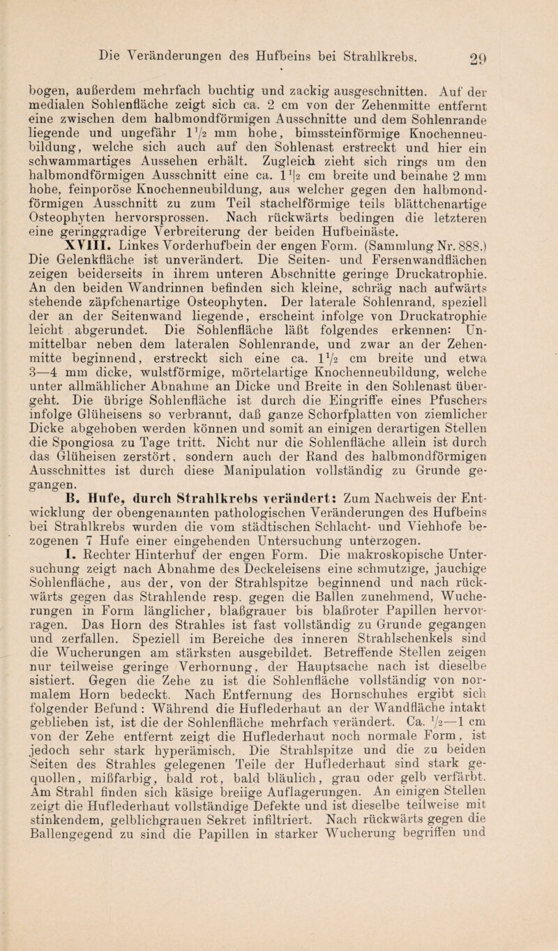 bogen, außerdem mehrfach buchtig und zackig ausgeschnitten. Auf der medialen Sohlenfläche zeigt sich ca. 2 cm von der Zehenmitte entfernt eine zwischen dem halbmondförmigen Ausschnitte und dem Sohlenrande liegende und ungefähr IV2 mm hohe, bimssteinförmige Knochenneu¬ bildung, welche sich auch auf den Sohlenast erstreckt und hier ein schwammartiges Aussehen erhält. Zugleich zieht sich rings um den halbmondförmigen Ausschnitt eine ca. VL cm breite und beinahe 2 mm hohe, feinporöse Knochenneubildung, aus welcher gegen den halbmond¬ förmigen Ausschnitt zu zum Teil stachelförmige teils blättchenartige Osteophyten hervorsprossen. Nach rückwärts bedingen die letzteren eine geringgradige Verbreiterung der beiden Huf beinäste. XY1II. Linkes Vorderhufbein der engen Form. (Sammlung Nr. 888.) Die Gelenkfläche ist unverändert. Die Seiten- und Fersenwandflächen zeigen beiderseits in ihrem unteren Abschnitte geringe Druckatrophie. An den beiden Wandrinnen befinden sich kleine, schräg nach aufwärts stehende zäpfchenartige Osteophyten. Der laterale Sohlenrand, speziell der an der Seitenwand liegende, erscheint infolge von Druckatrophie leicht abgerundet. Die Sohlenfläche läßt folgendes erkennen: Un¬ mittelbar neben dem lateralen Sohlenrande, und zwar an der Zehen¬ mitte beginnend, erstreckt sich eine ca. l1/^ cm breite und etwa 3—4 mm dicke, wulstförmige, mörtelartige Knochenneubildung, welche unter allmählicher Abnahme an Dicke und Breite in den Sohlenast über¬ geht. Die übrige Sohlenfläche ist durch die Eingriffe eines Pfuschers infolge Glüheisens so verbrannt, daß ganze Schorfplatten von ziemlicher Dicke abgehoben werden können und somit an einigen derartigen Stellen die Spongiosa zu Tage tritt. Nicht nur die Sohlenfläche allein ist durch das Glüheisen zerstört, sondern auch der Rand des halbmondförmigen Ausschnittes ist durch diese Manipulation vollständig zu Grunde ge¬ gangen. B. Hufe, durch Strahlkrebs verändert: Zum Nachweis der Ent¬ wicklung der obengenannten pathologischen Veränderungen des Hufbeins bei Strahlkrebs wurden die vom städtischen Schlacht- und Viehhofe be¬ zogenen 7 Hufe einer eingehenden Untersuchung unterzogen. I. Rechter Hinterhuf der engen Form. Die makroskopische Unter¬ suchung zeigt nach Abnahme des Deckeleisens eine schmutzige, jauchige Sohlenfläche, aus der, von der Strahlspitze beginnend und nach rück¬ wärts gegen das Strahlende resp. gegen die Ballen zunehmend, Wuche¬ rungen in Form länglicher, blaßgrauer bis blaßroter Papillen hervor¬ ragen. Das Horn des Strahles ist fast vollständig zu Grunde gegangen und zerfallen. Speziell im Bereiche des inneren Strahlschenkels sind die Wucherungen am stärksten ausgebildet. Betreffende Stellen zeigen nur teilweise geringe Verhornung, der Hauptsache nach ist dieselbe sistiert. Gegen die Zehe zu ist die Sohlenfläche vollständig von nor¬ malem Horn bedeckt. Nach Entfernung des Hornschuhes ergibt sich folgender Befund : Während die Huflederhaut an der Wandfläche intakt geblieben ist, ist die der Sohlenfläche mehrfach verändert. Ca. V2—1 cm von der Zehe entfernt zeigt die Huflederhaut noch normale Form, ist jedoch sehr stark hyperämisch. Die Strahlspitze und die zu beiden Seiten des Strahles gelegenen Teile der Huflederhaut sind stark ge- cpiollen, mißfarbig, bald rot, bald bläulich, grau oder gelb verfärbt. Am Strahl finden sich käsige breiige Auflagerungen. An einigen Stellen zeigt die Huflederhaut vollständige Defekte und ist dieselbe teilweise mit stinkendem, gelblichgrauen Sekret infiltriert. Nach rückwärts gegen die Ballengegend zu sind die Papillen in starker Wucherung begriffen und