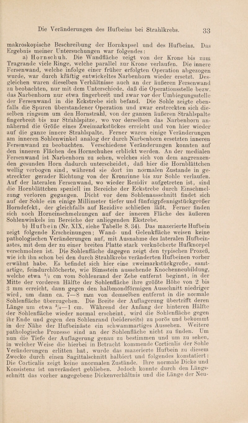 makroskopische Beschreibung der Hornkapsel und des Hufbeins. Das Ergebnis meiner Untersuchungen war folgendes: a) Ho rnschuh. Die Wandfläche zeigt von der Krone bis zum Tragrande viele Ringe, welche parallel zur Krone verlaufen. Die innere Fersenwand, welche infolge einer früher erfolgten Operation abgezogen wurde, war durch kräftig entwickeltes Narbenhorn wieder ersetzt. Des¬ gleichen waren dieselben Verhältnisse auch an der äußeren Fersenwand zu beobachten, nur mit dem Unterschiede, daß die Operationsstelle bezw. das Narbenhorn nur etwa fingerbreit und zwar vor der Umbiegungsstelle der Fersenwand in die Eckstrebe sich befand. Die Sohle zeigte eben¬ falls die Spuren überstandener Operation und zwar erstreckten sich die¬ selben ringsum um den Hornstrahl, von der ganzen äußeren Strahlspalte fingerbreit bis zur Strahlspitze, wo vor derselben das Narbenhorn an¬ nähernd die Größe eines Zweimarkstückes erreicht und von hier wieder auf die ganze innere Strahlspalte. Ferner waren einige Veränderungen am inneren Sohlenwinkel analog der durch Narbenhorn ersetzten inneren Fersenwand zu beobachten. Verschiedene Veränderungen konnten auf den inneren Flächen des Hornschuhes erblickt werden. An der medialen Fersenwand ist Narbenhorn zu sehen, welches sich von dem angrenzen¬ den gesunden Horn dadurch unterscheidet, daß hier die Hornblättchen wellig verbogen sind, während sie dort im normalen Zustande in ge¬ streckter gerader Richtung von der Kronrinne bis zur Sohle verlaufen. Auf der lateralen Fersenwand, wo wieder Rezidiv aufgetreten ist, sind die Hornblättchen speziell im Bereiche der Eckstrebe durch Einschmel¬ zung verloren gegangen. Dicht vor dem Sohlenausschnitt findet sich auf der Sohle ein einige Millimeter tiefer und fünfzigpfennigstückgroßer Horndefekt, der gleichfalls auf Rezidive schließen läßt. Ferner finden sich noch Horneinschmelzungen auf der inneren Fläche des äußeren Sohlenwinkels im Bereiche der anliegenden Ekstrebe. b) Hufbein (Nr. XIX, siehe Tabelle S. 34). Das mazerierte Hufbein zeigt folgende Erscheinungen; Wand- und Gelenkfläche weisen keine pathologischen Veränderungen auf, mit Ausnahme des lateralen Hufbein¬ astes, mit dem der zu einer breiten Platte stark verknöcherte Hufknorpel verschmolzen ist. Die Sohlenfläche dagegen zeigt den typischen Prozeß, wie ich ihn schon bei den durch Strahlkrebs veränderten Hufbeinen vorher erwähnt habe. Es befindet sich hier eine zweimarkstückgroße, samt¬ artige, feindurchlöcherte, wie Bimsstein aussehende Knochenneubildung, welche etwa V2 cm vom Sohlenrand der Zehe entfernt beginnt, in der Mitte der vorderen Hälfte der Sohlenfläche ihre größte Höhe von 2 bis 3 mm erreicht, dann gegen den halbmondförmigen Ausschnitt niedriger wird, um dann ca. 7—8 mm von demselben entfernt in die normale Sohlenfläche überzugehen. Die Breite der Auflagerung übertrifft deren Länge um etwa 3/4—1 cm. Während der Anfang der hinteren Hälfte der Sohlenfläche wieder normal erscheint, wird die Sohlenfläche gegen ihr Ende und gegen den Sohlenrand (beiderseits) zu porös und bekommt in der Nähe der Huf beinäste ein schwammartiges Aussehen. Weitere pathologische Prozesse sind an der Sohlenfläche nicht zu finden. Um nun die Tiefe der Auflagerung genau zu bestimmen und um zu sehen, in welcher Weise die hierbei in Betracht kommende Corticalis der Sohle Veränderungen erlitten hat, wurde das mazerierte Hufbein zu diesem Zwecke durch einen Sagittalschnitt halbiert und folgendes konstatiert: Die Corticalis zeigt keine anormalen Zustände. Ihre normale Dicke und Konsistenz ist unverändert geblieben. Jedoch konnte durch den Längs¬ schnitt das vorher angegebene Dickenverhältnis und die Länge der Neu-