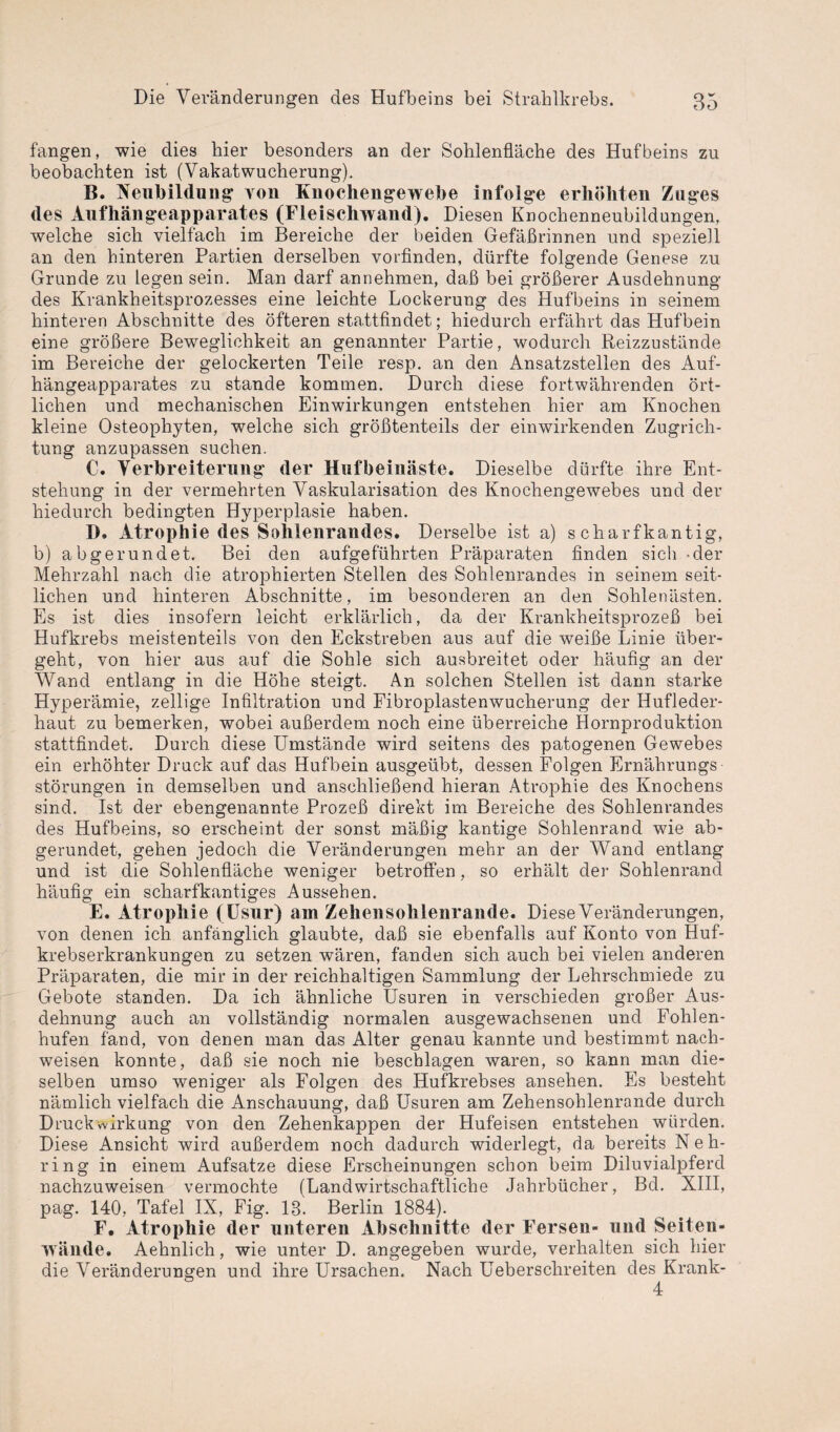 fangen, wie dies hier besonders an der Sohlenfläche des Hufbeins zu beobachten ist (VakatWucherung). B. Neubildung von Knochengewebe infolge erhöhten Zuges des Aufhängeapparates (Fleischwand). Diesen Knochenneubildungen, welche sich vielfach im Bereiche der beiden Gefäßrinnen und speziell an den hinteren Partien derselben vorfinden, dürfte folgende Genese zu Grunde zu legen sein. Man darf annehmen, daß bei größerer Ausdehnung des Krankheitsprozesses eine leichte Lockerung des Hufbeins in seinem hinteren Abschnitte des öfteren stattfindet; hiedurch erfährt das Hufbein eine größere Beweglichkeit an genannter Partie, wodurch Reizzustände im Bereiche der gelockerten Teile resp. an den Ansatzstellen des Auf¬ hängeapparates zu stände kommen. Durch diese fortwährenden ört¬ lichen und mechanischen Einwirkungen entstehen hier am Knochen kleine Osteophyten, welche sich größtenteils der einwirkenden Zugrich¬ tung anzupassen suchen. C. Verbreiterung (1er Hufbeinäste. Dieselbe dürfte ihre Ent¬ stehung in der vermehrten Vaskularisation des Knochengewebes und der hiedurch bedingten Hyperplasie haben. D. Atrophie des Sohlenrandes. Derselbe ist a) scharfkantig, b) abgerundet. Bei den aufgeführten Präparaten finden sich der Mehrzahl nach die atrophierten Stellen des Sohlenrandes in seinem seit¬ lichen und hinteren Abschnitte, im besonderen an den Sohlenästen. Es ist dies insofern leicht erklärlich, da der Krankheitsprozeß bei Hufkrebs meistenteils von den Eckstreben aus auf die weiße Linie über¬ geht, von hier aus auf die Sohle sich ausbreitet oder häufig an der Wand entlang in die Höhe steigt. An solchen Stellen ist dann starke Hyperämie, zellige Infiltration und Fibroplastenwucherung der Hufleder¬ haut zu bemerken, wobei außerdem noch eine überreiche Hornproduktion stattfindet. Durch diese Umstände wird seitens des patogenen Gewebes ein erhöhter Druck auf das Hufbein ausgeübt, dessen Folgen Ernährungs Störungen in demselben und anschließend hieran Atrophie des Knochens sind. Ist der ebengenannte Prozeß direkt im Bereiche des Sohlenrandes des Hufbeins, so erscheint der sonst mäßig kantige Sohlenrand wie ab¬ gerundet, gehen jedoch die Veränderungen mehr an der Wand entlang und ist die Sohlenfläche weniger betroffen, so erhält der Sohlenrand häufig ein scharfkantiges Aussehen. E. Atrophie (Usur) am Zehensohlenrande. Diese Veränderungen, von denen ich anfänglich glaubte, daß sie ebenfalls auf Konto von Huf¬ krebserkrankungen zu setzen wären, fanden sich auch bei vielen anderen Präparaten, die mir in der reichhaltigen Sammlung der Lehrschmiede zu Gebote standen. Da ich ähnliche Usuren in verschieden großer Aus¬ dehnung auch an vollständig normalen ausgewachsenen und Fohlen¬ hufen fand, von denen man das Alter genau kannte und bestimmt nach- weisen konnte, daß sie noch nie beschlagen waren, so kann man die¬ selben umso weniger als Folgen des Hufkrebses ansehen. Es besteht nämlich vielfach die Anschauung, daß Usuren am Zehensohlenrande durch Druckwirkung von den Zehenkappen der Hufeisen entstehen würden. Diese Ansicht wird außerdem noch dadurch widerlegt, da bereits Neh- ring in einem Aufsatze diese Erscheinungen schon beim Diluvialpferd nachzuweisen vermochte (Landwirtschaftliche Jahrbücher, Bd. XIII, pag. 140, Tafel IX, Fig. 18. Berlin 1884). F. Atrophie der unteren Abschnitte der Fersen- und Seiten¬ wände. Aehnlich, wie unter D. angegeben wurde, verhalten sich hier die Veränderungen und ihre Ursachen. Nach Ueberschreiten des Krank- 4