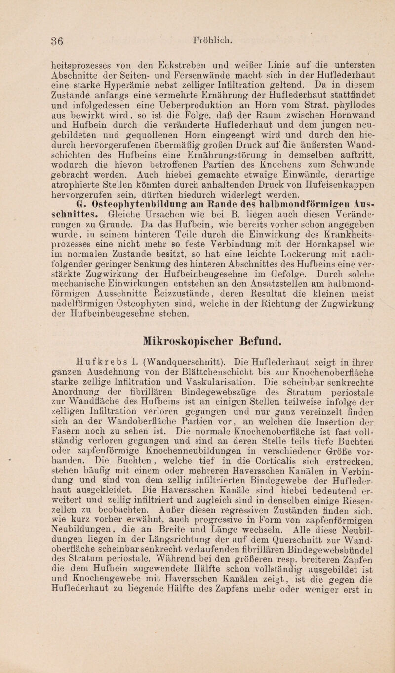 heitsprozesses von den Eckstreben und weißer Linie auf die untersten Abschnitte der Seiten- und Fersenwände macht sich in der Huflederhaut eine starke Hyperämie nebst zeitiger Infiltration geltend. Da in diesem Zustande anfangs eine vermehrte Ernährung der Huflederhaut stattfindet und infolgedessen eine Ueberproduktion an Horn vom Strat. phyllodes aus bewirkt wird, so ist die Folge, daß der Raum zwischen Hornwand und Hufbein durch die veränderte Huflederhaut und dem jungen neu¬ gebildeten und gequollenen Horn eingeengt wird und durch den hie¬ durch hervorgerufenen übermäßig großen Druck auf die äußersten Wand¬ schichten des Hufbeins eine Ernährungstörung in demselben auftritt, wodurch die hievon betroffenen Partien des Knochens zum Schwunde gebracht werden. Auch hiebei gemachte etwaige Einwände, derartige atrophierte Stellen könnten durch anhaltenden Druck von Hufeisenkappen hervorgerufen sein, dürften hiedurch widerlegt werden. Gl. Osteophytenbildung am Rande des halbmondförmigen Aus¬ schnittes. Gleiche Ursachen wie bei B. liegen auch diesen Verände¬ rungen zu Grunde. Da das Hufbein, wie bereits vorher schon angegeben wurde, in seinem hinteren Teile durch die Einwirkung des Krankheits¬ prozesses eine nicht mehr so feste Verbindung mit der Hornkapsel wie im normalen Zustande besitzt, so hat eine leichte Lockerung mit nach¬ folgender geringer Senkung des hinteren Abschnittes des Hufbeins eine ver¬ stärkte Zug Wirkung der Hufbeinbeugesehne im Gefolge. Durch solche mechanische Einwirkungen entstehen an den Ansatzstellen am halbmond¬ förmigen Ausschnitte Reizzustände, deren Resultat die kleinen meist nadelförmigen Osteophyten sind, welche in der Richtung der Zugwirkung der Hufbeinbeugesehne stehen. Mikroskopischer Befund. Hufkrebs I. (Wandquerschnitt). Die Huf lederhaut zeigt in ihrer ganzen Ausdehnung von der Blättchenschicht bis zur Knochenoberfläche starke zeitige Infiltration und Vaskularisation. Die scheinbar senkrechte Anordnung der fibrillären Bindegewebszüge des Stratum periostale zur Wandfläche des Hufbeins ist an einigen Stellen teilweise infolge der zeitigen Infiltration verloren gegangen und nur ganz vereinzelt finden sich an der Wandoberfläche Partien vor, an welchen die Insertion der Fasern noch zu sehen ist. Die normale Knochenoberfläche ist fast voll¬ ständig verloren gegangen und sind an deren Stelle teils tiefe Buchten oder zapfenförmige Knochenneubildungen in verschiedener Größe vor¬ handen. Die Buchten, welche tief in die Corticalis sich erstrecken, stehen häufig mit einem oder mehreren Haversschen Kanälen in Verbin¬ dung und sind von dem zeitig infiltrierten Bindegewebe der Hufleder¬ haut ausgekleidet. Die Haversschen Kanäle sind hiebei bedeutend er¬ weitert und zellig infiltriert und zugleich sind in denselben einige Riesen¬ zellen zu beobachten. Außer diesen regressiven Zuständen finden sich, wie kurz vorher erwähnt, auch progressive in Form von zapfenförmigen Neubildungen, die an Breite und Länge wechseln. Alle diese Neubil¬ dungen liegen in der Längsrichtung der auf dem Querschnitt zur Wand¬ oberfläche scheinbar senkrecht verlaufenden fibrillären Bindegewebsbündel des Stratum periostale. Während bei den größeren resp. breiteren Zapfen die dem Hufbein zugewendete Hälfte schon vollständig ausgebildet ist und Knochengewebe mit Haversschen Kanälen zeigt, ist die gegen die Huflederhaut zu liegende Hälfte des Zapfens mehr oder weniger erst in