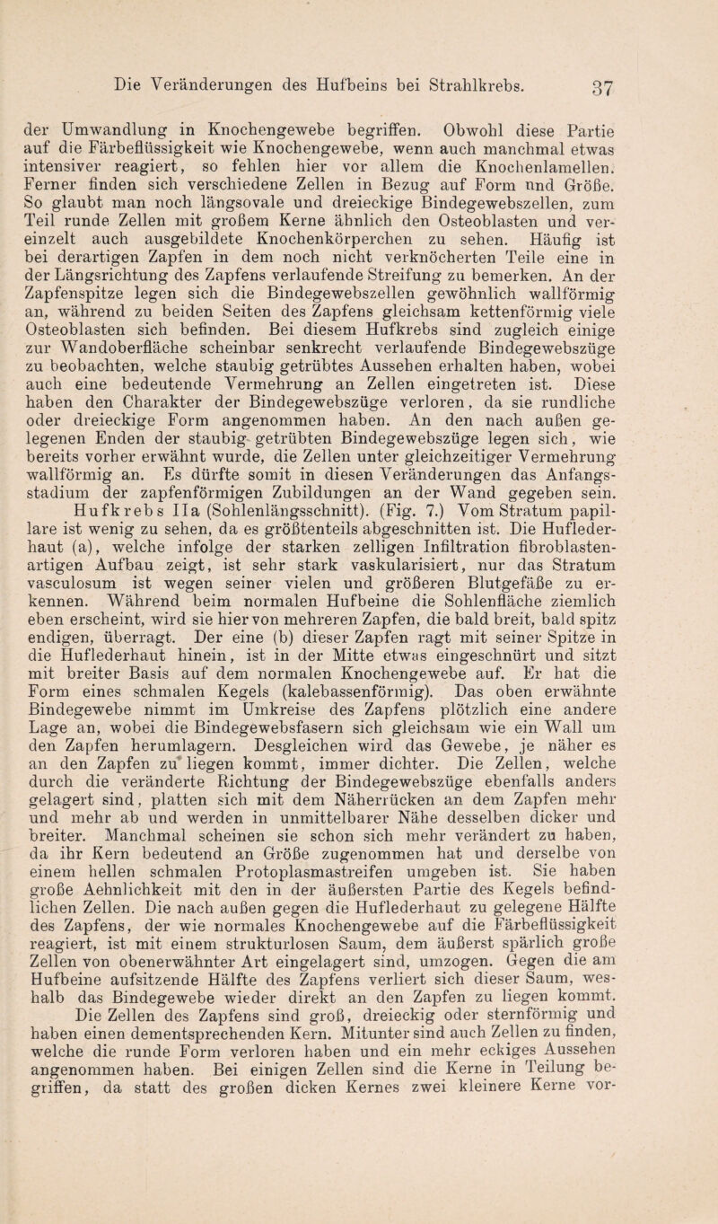 der Umwandlung in Knochengewebe begriffen. Obwohl diese Partie auf die Färbeflüssigkeit wie Knochengewebe, wenn auch manchmal etwas intensiver reagiert, so fehlen hier vor allem die Knochenlamellen. Ferner finden sich verschiedene Zellen in Bezug auf Form und Größe. So glaubt man noch längsovale und dreieckige Bindegewebszellen, zum Teil runde Zellen mit großem Kerne ähnlich den Osteoblasten und ver¬ einzelt auch ausgebildete Knochenkörperchen zu sehen. Häufig ist bei derartigen Zapfen in dem noch nicht verknöcherten Teile eine in der Längsrichtung des Zapfens verlaufende Streifung zu bemerken. An der Zapfenspitze legen sich die Bindegewebszellen gewöhnlich wallförmig an, während zu beiden Seiten des Zapfens gleichsam kettenförmig viele Osteoblasten sich befinden. Bei diesem Hufkrebs sind zugleich einige zur Wandoberfläche scheinbar senkrecht verlaufende Bindegewebszüge zu beobachten, welche staubig getrübtes Aussehen erhalten haben, wobei auch eine bedeutende Vermehrung an Zellen eingetreten ist. Diese haben den Charakter der Bindegewebszüge verloren, da sie rundliche oder dreieckige Form angenommen haben. An den nach außen ge¬ legenen Enden der staubig getrübten Bindegewebszüge legen sich, wie bereits vorher erwähnt wurde, die Zellen unter gleichzeitiger Vermehrung wallförmig an. Es dürfte somit in diesen Veränderungen das Anfangs¬ stadium der zapfenförmigen Zubildungen an der Wand gegeben sein. Hufkrebs IIa (Sohlenlängsschnitt). (Fig. 7.) Vom Stratum papil¬ läre ist wenig zu sehen, da es größtenteils abgeschnitten ist. Die Hufleder¬ haut (a), welche infolge der starken zelligen Infiltration fibroblasten¬ artigen Aufbau zeigt, ist sehr stark vaskularisiert, nur das Stratum vasculosum ist wegen seiner vielen und größeren Blutgefäße zu er¬ kennen. Während beim normalen Hufbeine die Sohlenfläche ziemlich eben erscheint, wird sie hiervon mehreren Zapfen, die bald breit, bald spitz endigen, überragt. Der eine (b) dieser Zapfen ragt mit seiner Spitze in die Huflederhaut hinein, ist in der Mitte etwas eingeschnürt und sitzt mit breiter Basis auf dem normalen Knochengewebe auf. Er hat die Form eines schmalen Kegels (kalebassenförmig). Das oben erwähnte Bindegewebe nimmt im Umkreise des Zapfens plötzlich eine andere Lage an, wobei die Bindegewebsfasern sich gleichsam wie ein Wall um den Zapfen herumlagern. Desgleichen wird das Gewebe, je näher es an den Zapfen zff liegen kommt, immer dichter. Die Zellen, welche durch die veränderte Richtung der Bindegewebszüge ebenfalls anders gelagert sind, platten sich mit dem Näherrücken an dem Zapfen mehr und mehr ab und werden in unmittelbarer Nähe desselben dicker und breiter. Manchmal scheinen sie schon sich mehr verändert zu haben, da ihr Kern bedeutend an Größe zugenommen hat und derselbe von einem hellen schmalen Protoplasmastreifen umgeben ist. Sie haben große Aehnlichkeit mit den in der äußersten Partie des Kegels befind¬ lichen Zellen. Die nach außen gegen die Huflederhaut zu gelegene Hälfte des Zapfens, der wie normales Knochengewebe auf die Färbeflüssigkeit reagiert, ist mit einem strukturlosen Saum, dem äußerst spärlich große Zellen von obenerwähnter Art eingelagert sind, umzogen. Gegen die am Hufbeine aufsitzende Hälfte des Zapfens verliert sich dieser Saum, wes¬ halb das Bindegewebe wieder direkt an den Zapfen zu liegen kommt. Die Zellen des Zapfens sind groß, dreieckig oder sternförmig und haben einen dementsprechenden Kern. Mitunter sind auch Zellen zu finden, welche die runde Form verloren haben und ein mehr eckiges Aussehen angenommen haben. Bei einigen Zellen sind die Kerne in Teilung be¬ griffen, da statt des großen dicken Kernes zwei kleinere Kerne vor-