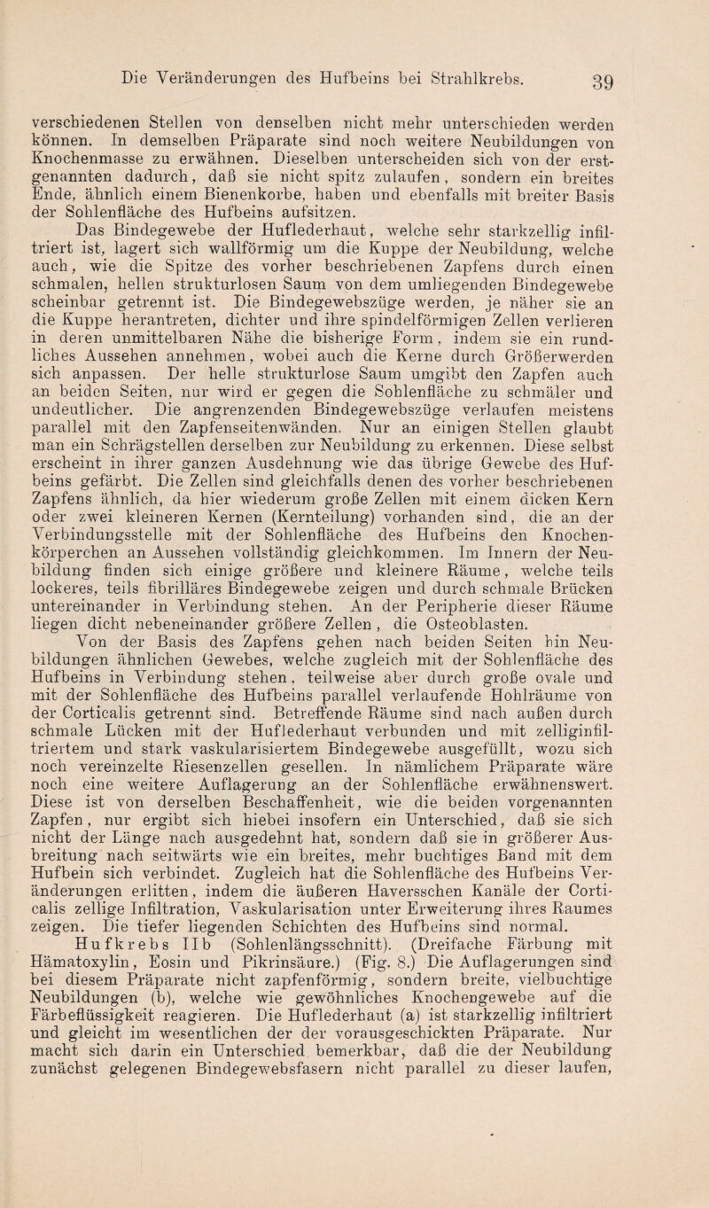 verschiedenen Stellen von denselben nicht mehr unterschieden werden können. In demselben Präparate sind noch weitere Neubildungen von Knochenmasse zu erwähnen. Dieselben unterscheiden sich von der erst¬ genannten dadurch, daß sie nicht spitz zulaufen, sondern ein breites Ende, ähnlich einem Bienenkörbe, haben und ebenfalls mit breiter Basis der Sohlenfläche des Hufbeins aufsitzen. Das Bindegewebe der Huflederhaut, welche sehr starkzeilig infil¬ triert ist, lagert sich wallförmig um die Kuppe der Neubildung, welche auch, wie die Spitze des vorher beschriebenen Zapfens durch einen schmalen, hellen strukturlosen Saum von dem umliegenden Bindegewebe scheinbar getrennt ist. Die Bindegewebszüge werden, je näher sie an die Kuppe herantreten, dichter und ihre spindelförmigen Zellen verlieren in deren unmittelbaren Nähe die bisherige Form, indem sie ein rund¬ liches Aussehen annehmen, wobei auch die Kerne durch Größerwerden sich anpassen. Der helle strukturlose Saum umgibt den Zapfen auch an beiden Seiten, nur wird er gegen die Sohlenfläche zu schmäler und undeutlicher. Die angrenzenden Bindegewebszüge verlaufen meistens parallel mit den Zapfenseitenwänden. Nur an einigen Stellen glaubt man ein Schrägstellen derselben zur Neubildung zu erkennen. Diese selbst erscheint in ihrer ganzen Ausdehnung wie das übrige Gewebe des Huf¬ beins gefärbt. Die Zellen sind gleichfalls denen des vorher beschriebenen Zapfens ähnlich, da hier wiederum große Zellen mit einem dicken Kern oder zwei kleineren Kernen (Kernteilung) vorhanden sind, die an der Verbindungsstelle mit der Sohlenfläche des Hufbeins den Knochen¬ körperchen an Aussehen vollständig gleichkommen. Im Innern der Neu¬ bildung finden sich einige größere und kleinere Räume, welche teils lockeres, teils fibrilläres Bindegewebe zeigen und durch schmale Brücken untereinander in Verbindung stehen. An der Peripherie dieser Räume liegen dicht nebeneinander größere Zellen , die Osteoblasten. Von der Basis des Zapfens gehen nach beiden Seiten bin Neu¬ bildungen ähnlichen Gewebes, welche zugleich mit der Sohlenfläche des Hufbeins in Verbindung stehen, teilweise aber durch große ovale und mit der Sohlenfläche des Hufbeins parallel verlaufende Hohlräume von der Corticalis getrennt sind. Betreffende Räume sind nach außen durch schmale Lücken mit der Hufleclerhaut verbunden und mit zelliginfil- triertem und stark vaskularisiertem Bindegewebe ausgefüllt, wozu sich noch vereinzelte Riesenzellen gesellen. In nämlichem Präparate wäre noch eine weitere Auflagerung an der Sohlenfläche erwähnenswert. Diese ist von derselben Beschaffenheit, wie die beiden vorgenannten Zapfen, nur ergibt sich hiebei insofern ein Unterschied, daß sie sich nicht der Länge nach ausgedehnt hat, sondern daß sie in größerer Aus¬ breitung nach seitwärts wie ein breites, mehr buchtiges Band mit dem Hufbein sich verbindet. Zugleich hat die Sohlenfläche des Hufbeins Ver¬ änderungen erlitten, indem die äußeren Haversschen Kanäle der Corti¬ calis zellige Infiltration, Vaskularisation unter Erweiterung ihres Raumes zeigen. Die tiefer liegenden Schichten des Hufbeins sind normal. Hufkrebs 11b (Sohlenlängsschnitt). (Dreifache Färbung mit Hämatoxylin, Eosin und Pikrinsäure.) (Fig. 8.) Die Auflagerungen sind bei diesem Präparate nicht zapfenförmig, sondern breite, vielbuchtige Neubildungen (b), welche wie gewöhnliches Knochengewebe auf die Färbeflüssigkeit reagieren. Die Huflederhaut (a) ist starkzellig infiltriert und gleicht im wesentlichen der der vorausgeschickten Präparate. Nur macht sich darin ein Unterschied bemerkbar, daß die der Neubildung zunächst gelegenen Bindegewebsfasern nicht parallel zu dieser laufen,