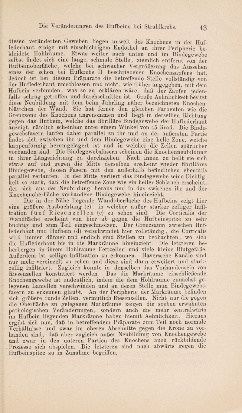 diesen veränderten Geweben liegen unweit des Knochens in der Huf¬ lederhaut einige mit einschichtigem Endothel an ihrer Peripherie be¬ kleidete Hohlräume. Etwas weiter nach unten und im Bindegewebe selbst findet sich eine lange, schmale Stelle, ziemlich entfernt von der Hufbeinoberfläche, welche bei schwacher Vergrößerung das Aussehen eines der schon bei Hufkrebs II beschriebenen Knochenzapfens hat. Jedoch ist bei diesem Präparate die betreffende Stelle vollständig von der Huflederhaut umschlossen und nicht, wie früher angegeben, mit dem Hufbein verbunden, was so zu erklären wäre, daß der Zapfen jeden¬ falls schräg getroffen und durchschnitten ist. Große Aehnlichkeit besitzt diese Neubildung mit dem beim Jährling näher bezeichneten Knochen¬ blättchen der Wand. Sie hat ferner den gleichen Farbenton wie die Grenzzone des Knochens angenommen und liegt in derselben Richtung gegen das Hufbein, welche das fibrilläre Bindegewebe der Huflederhaut anzeigt, nämlich scheinbar unter einem Winkel von 45 Grad. Die Binde¬ gewebsfasern laufen daher parallel zu ihr und an der äußersten Partie findet sich zwischen ihr und dem Bindegewebe eine helle Zone, weiche kappenförmig herumgelagert ist und in welcher die Zellen spärlicher vorhanden sind. Die Bindegewebsfasern scheinen die Knochenneubildung in ihrer Längsrichtung zu durchziehen. Nach innen zu hellt sie sich etwas auf und gegen die Mitte derselben erscheint wieder fibrilläres Bindegewebe, dessen Fasern mit den außerhalb befindlichen ebenfalls parallel verlaufen. In der Mitte verliert das Bindegewebe seine Dichtig¬ keit so stark, daß die betreffende Zone wie ein heller Schlauch erscheint, der sich aus der Neubildung heraus und in das zwischen ihr und der Knochenoberfläche vorhandene Bindegewebe hineinzieht. Die in der Nähe liegende Wandoberfläche des Hufbeins zeigt hier eine größere Ausbuchtung (c), in welcher außer starker zelliger Infil¬ tration fünf Riesenzellen (c) zu sehen sind. Die Corticalis der Wandfläche erscheint von hier ab gegen die Hufbeinspitze zu sehr buchtig und zum Teil eingeschmolzen. Der Grenzsaum zwischen Huf¬ lederhaut und Hufbein (d) verschwindet hier vollständig, die Corticalis wird immer dünner und endlich sind Stellen zu beobachten, wo sich die Huflederhaut bis in die Markräume hineinzieht. Die letzteren be¬ herbergen in ihrem Hohlraume Fettzellen und viele kleine Blutgefäße. Außerdem ist zellige Infiltration zu erkennen. Haverssche Kanäle sind nur mehr vereinzelt zu sehen und diese sind dann erweitert und stark- zellig infiltriert. Zugleich konnte in denselben das Vorhandensein von Riesenzellen konstatiert werden. Das die Markräume einschließende Knochengewebe ist undeutlich, indem die dem Hohlraume zunächst ge¬ legenen Lamellen verschwinden und an deren Stelle man Bindegewebs¬ fasern zu erkennen glaubt. An der Peripherie der Markräume befinden sich größere runde Zellen, vermutlich Riesenzellen. Nicht nur die gegen die Oberfläche zu gelegenen Markräume zeigen die soeben erwähnten pathologischen Veränderungen, sondern auch die mehr zentralwärts im Hufbein liegenden Markräume haben hiemit Aehnlichkeit. Hieraus ergibt sich nun, daß in betreffendem Präparate zum Teil noch normale Verhältnisse und zwar im oberen Abschnitte gegen die Krone zu vor¬ handen sind, daß aber zugleich außer Neubildung von Knochengewebe und zwar in den unteren Partien des Knochens auch rückbildende Prozesse sich abspielen. Die letzteren sind nach abwärts gegen die Hufbeinspitze zu in Zunahme begriffen.