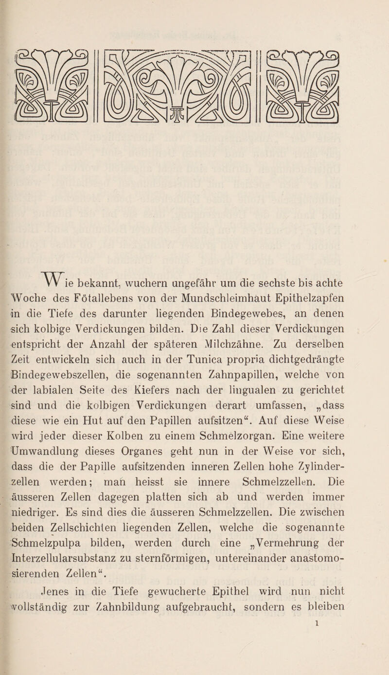 VV ie bekannt, wuchern ungefähr um die sechste bis achte Woche des Fötallebens von der Mundschleimhaut Epithelzapfen in die Tiefe des darunter liegenden Bindegewebes, an denen sich kolbige Verdickungen bilden. Die Zahl dieser Verdickungen entspricht der Anzahl der späteren Milchzähne. Zu derselben Zeit entwickeln sich auch in der Tunica propria dichtgedrängte Bindegewebszellen, die sogenannten Zahnpapillen, welche von der labialen Seite des Kiefers nach der lingualen zu gerichtet sind und die kolbigen Verdickungen derart umfassen, „dass diese wie ein Hut auf den Papillen aufsitzen“. Auf diese Weise wird jeder dieser Kolben zu einem Schmelzorgan. Eine weitere Umwandlung dieses Organes geht nun in der Weise vor sich, dass die der Papille aufsitzenden inneren Zellen hohe Zylinder¬ zellen werden; man heisst sie innere Schmelzzellen. Die äusseren Zellen dagegen platten sich ab und werden immer niedriger. Es sind dies die äusseren Schmelzzellen. Die zwischen beiden Zellschichten liegenden Zellen, welche die sogenannte Schmelzpulpa bilden, werden durch eine „Vermehrung der Interzellularsubstanz zu sternförmigen, untereinander anastomo- sierenden Zellen“. Jenes in die Tiefe gewucherte Epithel wird nun nicht vollständig zur Zahnbildung aufgebraucht, sondern es bleiben