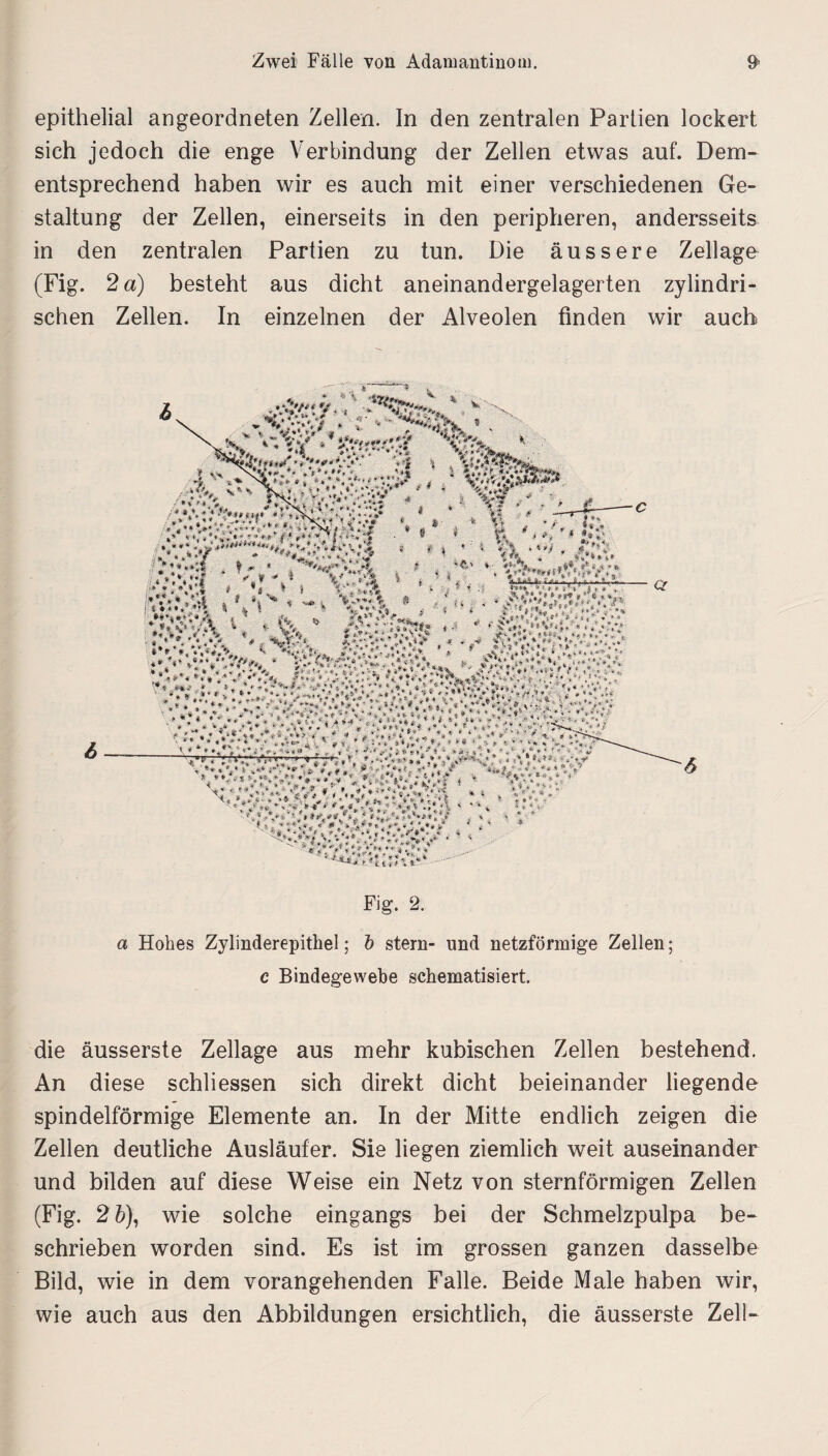 epithelial an geordneten Zellen. In den zentralen Partien lockert sich jedoch die enge Verbindung der Zellen etwas auf. Dem¬ entsprechend haben wir es auch mit einer verschiedenen Ge¬ staltung der Zellen, einerseits in den peripheren, anderseits in den zentralen Partien zu tun. Die äussere Zellage (Fig. 2 a) besteht aus dicht aneinandergelagerten zylindri¬ schen Zellen. In einzelnen der Alveolen finden wir auch a Hohes Zylinderepithel; b stern- und netzförmige Zellen; c Bindegewebe schematisiert. die äusserste Zellage aus mehr kubischen Zellen bestehend. An diese schliessen sich direkt dicht beieinander liegende spindelförmige Elemente an. In der Mitte endlich zeigen die Zellen deutliche Ausläufer. Sie liegen ziemlich weit auseinander und bilden auf diese Weise ein Netz von sternförmigen Zellen (Fig. 2 6), wie solche eingangs bei der Schmelzpulpa be¬ schrieben worden sind. Es ist im grossen ganzen dasselbe Bild, wie in dem vorangehenden Falle. Beide Male haben wir, wie auch aus den Abbildungen ersichtlich, die äusserste Zell-