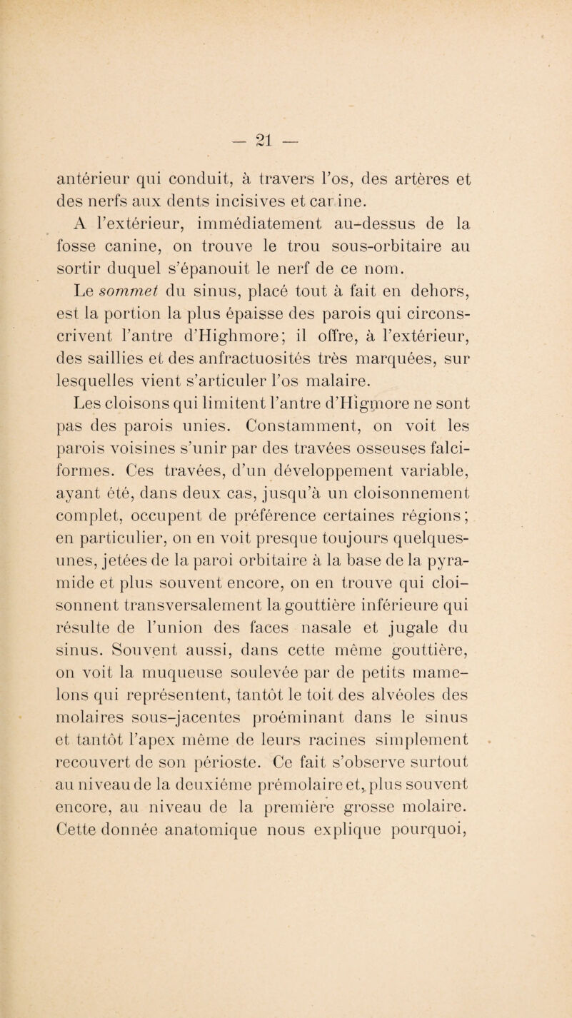 antérieur qui conduit, à travers l’os, des artères et des nerfs aux dents incisives et canine. A l’extérieur, immédiatement au-dessus de la fosse canine, on trouve le trou sous-orbitaire au sortir duquel s’épanouit le nerf de ce nom. Le sommet du sinus, placé tout à fait en dehors, est la portion la plus épaisse des parois qui circons¬ crivent l’antre d’Highmore; il offre, à l’extérieur, des saillies et des anfractuosités très marquées, sur lesquelles vient s’articuler l’os malaire. Les cloisons qui limitent l’antre d’Higmore ne sont pas des parois unies. Constamment, on voit les parois voisines s’unir par des travées osseuses falci- formes. Ces travées, d’un développement variable, ayant été, dans deux cas, jusqu’à un cloisonnement complet, occupent de préférence certaines régions; en particulier, on en voit presque toujours quelques- unes, jetées de la paroi orbitaire à la base de la pyra¬ mide et plus souvent encore, on en trouve qui cloi¬ sonnent transversalement la gouttière inférieure qui résulte de l’union des faces nasale et jugale du sinus. Souvent aussi, dans cette même gouttière, on voit la muqueuse soulevée par de petits mame¬ lons qui représentent, tantôt le toit des alvéoles des molaires sous-jacentes proéminant dans le sinus et tantôt l’apex même de leurs racines simplement recouvert de son périoste. Ce fait s’observe surtout au niveau de la deuxième prémolaire et, plus souvent encore, au niveau de la première grosse molaire. Cette donnée anatomique nous explique pourquoi,