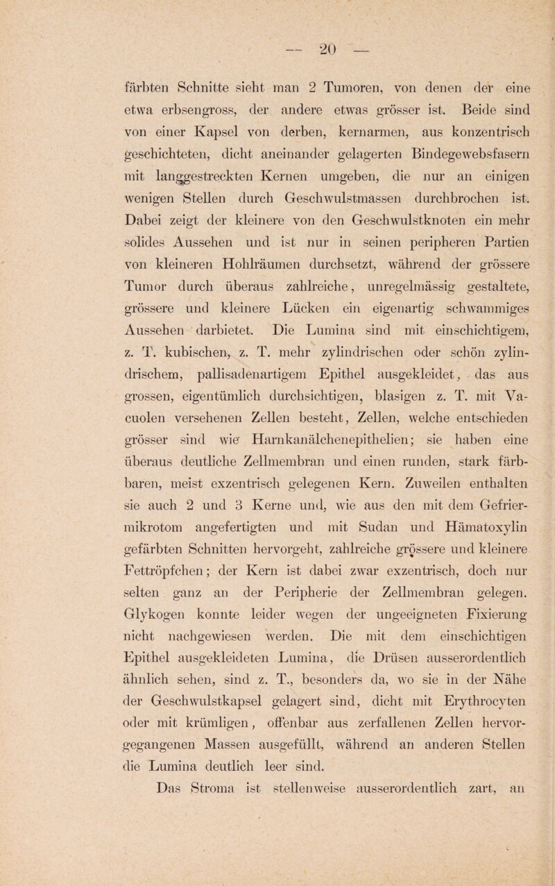 färbten Schnitte sieht man 2 Tumoren, von denen der eine etwa erbsengross, der andere etwas grösser ist. Beide sind von einer Kapsel von derben, kernarmen, aus konzentrisch geschichteten, dicht aneinander gelagerten Bindegewebsfasern mit langgestreckten Kernen umgeben, die nur an einigen wenigen Stellen durch Geschwulstmassen durchbrochen ist. Dabei zeigt der kleinere von den Geschwulstknoten ein mehr solides Aussehen und ist nur in seinen peripheren Partien von kleineren Hohlräumen durchsetzt, während der grössere Tumor durch überaus zahlreiche, unregelmässig gestaltete, grössere und kleinere Lücken ein eigenartig schwammiges Aussehen darbietet. Die Lumina sind mit einschichtigem, z. T. kubischen, z. T. mehr zylindrischen oder schön zylin¬ drischem, pallisadenartigem Epithel ausgekleidet, das aus grossen, eigentümlich durchsichtigen, blasigen z. T. mit Va- cuolen versehenen Zellen besteht, Zellen, welche entschieden grösser sind wie Harnkanälchenepithelien; sie haben eine überaus deutliche Zellmembran und einen runden, stark färb¬ baren, meist exzentrisch gelegenen Kern. Zuweilen enthalten sie auch 2 und 3 Kerne und, wie aus den mit dem Gefrier¬ mikrotom angefertigten und mit Sudan und Hämatoxylin gefärbten Schnitten hervorgeht, zahlreiche grössere und kleinere Fettröpfchen; der Kern ist dabei zwar exzentrisch, doch nur selten ganz an der Peripherie der Zellmembran gelegen. Glykogen konnte leider wegen der ungeeigneten Fixierung nicht nachgewiesen werden. Die mit dem einschichtigen Epithel ausgekleideten Lumina, die Drüsen ausserordentlich ähnlich sehen, sind z. T., besonders da, wo sie in der Nähe der Geschwulstkapsel gelagert sind, dicht mit Erythrocyten oder mit krümligen, offenbar aus zerfallenen Zellen hervor¬ gegangenen Massen ausgefüllt, während an anderen Stellen die Lumina deutlich leer sind. Das Stroma ist stellenweise ausserordentlich zart, an