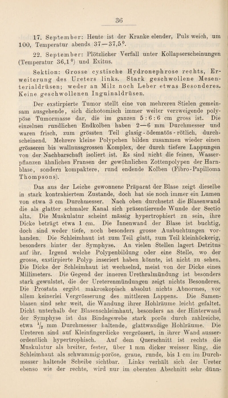 17. September: Heute ist der Kranke elender, Puls weich, um 100, Temperatur abends 37 — 37,5°. 22. September: Plötzlicher Verfall unter Kollapserscheinungen (Temperatur 36,1°) und Exitus. Sektion: Grosse cystische Hydronephrose rechts, Er¬ weiterung des Ureters links. Stark geschwollene Mesen¬ terialdrüsen; weder an Milz noch Leber etwas Besonderes. Keine geschwollenen Inguinaldrüsen. Der exstirpierte Tumor stellt eine von mehreren Stielen gemein¬ sam ausgehende, sich dichotomisch immer weiter verzweigende poly¬ pöse Tumormasse dar, die im ganzen 5:6:6 cm gross ist. Die einzelnen rundlichen Endkolben haben 2—6 mm Durchmesser und waren frisch, zum grössten Teil glasig - ödematös - rötlich, durch¬ scheinend. Mehrere kleine Polypehen bilden zusammen wieder einen grösseren bis wallnussgrossen Komplex, der durch tiefere Lappungen von der Nachbarschaft isoliert ist. Es sind nicht die feinen, Wasser¬ pflanzen ähnlichen Fransen der gewöhnlichen Zottenpolypen der Harn¬ blase, sondern kompaktere, rund endende Kolben (Fibro-Papilloma Thompson s). Das aus der Leiche gewonnene Präparat der Blase zeigt dieselbe in stark kontrahiertem Zustande, doch hat sie noch immer ein Lumen von etwa 3 cm Durchmesser. Nach oben durchsetzt die Blasenwand die als glatter schmaler Kanal sich präsentierende Wunde der Sectio alta. Die Muskulatur scheint mässig hypertrophiert zu sein, ihre Dicke beträgt etwa 1 cm. Die Innenwand der Blase ist buchtig, doch sind weder tiefe, noch besonders grosse Ausbuchtungen vor¬ handen. Die Schleimhaut ist zum Teil glatt, zum Teil kleinhöckerig, besonders hinter der Symphyse. An vielen Stellen, lagert Detritus auf ihr. Irgend welche Polypenbildung oder eine Stelle, wo der grosse, exstirpierte Polyp inseriert haben könnte, ist nicht zu sehen. Die Dicke der Schleimhaut ist wechselnd, meist von der Dicke eines Millimeters. Die Gegend der inneren Urethralmündung ist besonders stark gewulstet, die der Ureterenmündungen zeigt nichts Besonderes. Die Prostata ergibt makroskopisch absolut nichts Abnormes, vor allem keinerlei Vergrösserung des mittleren Lappens. Die Samen¬ blasen sind sehr weit, die Wandung ihrer Hohlräume leicht gefaltet. Dicht unterhalb der Blasenschleimhaut, besonders an der Hinterwand der Symphyse ist das Bindegewebe stark porös durch zahlreiche, etwa J/2 mm Durchmesser haltende, glattwandige Hohlräume. Die Ureteren sind auf Kleinfingerdicke vergrössert, in ihrer Wand ausser¬ ordentlich hypertrophisch. Auf dem Querschnitt ist rechts die Muskulatur als breiter, fester, über 1 mm dicker weisser Ring, die Schleimhaut als schwammig-poröse, graue, runde, bis 1 cm im Durch¬ messer haltende Scheibe sichtbar. Links verhält sich der Ureter ebenso wie der rechte, wird nur im obersten Abschnitt sehr dünn-