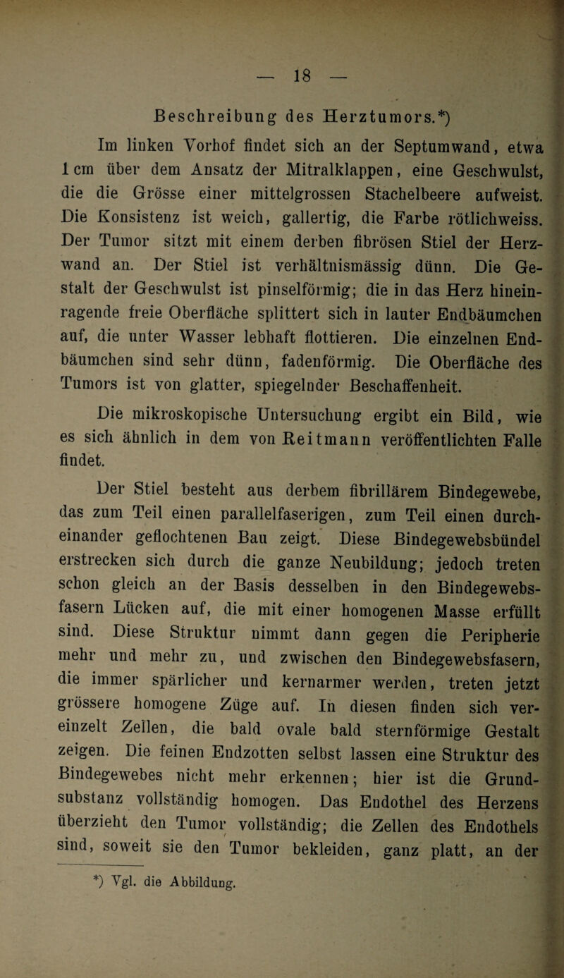 Beschreibung des Herztumors.*) Im linken Vorhof findet sich an der Septumwand, etwa 1 cm über dem Ansatz der Mitralklappen, eine Geschwulst, die die Grösse einer mittelgrossen Stachelbeere aufweist. Die Konsistenz ist weich, gallertig, die Farbe rötlichweiss. Der Tumor sitzt mit einem derben fibrösen Stiel der Herz¬ wand an. Der Stiel ist verhältnismässig dünn. Die Ge¬ stalt der Geschwulst ist pinselförmig; die in das Herz hinein¬ ragende freie Oberfläche splittert sich in lauter Endbäumchen auf, die unter Wasser lebhaft flottieren. Die einzelnen End¬ bäumchen sind sehr dünn, fadenförmig. Die Oberfläche des Tumors ist von glatter, spiegelnder Beschaffenheit. Die mikroskopische Untersuchung ergibt ein Bild, wie es sich ähnlich in dem von Beitmann veröffentlichten Falle findet. Der Stiel besteht aus derbem fibrillärem Bindegewebe, das zum Teil einen parallelfaserigen, zum Teil einen durch¬ einander geflochtenen Bau zeigt. Diese Bindegewebsbündel erstrecken sich durch die ganze Neubildung; jedoch treten schon gleich an der Basis desselben in den Bindegewebs¬ fasern Lücken auf, die mit einer homogenen Masse erfüllt sind. Diese Struktur nimmt dann gegen die Peripherie mehr und mehr zu, und zwischen den Bindegewebsfasern, die immer spärlicher und kernarmer werden, treten jetzt grössere homogene Züge auf. In diesen finden sich ver¬ einzelt Zellen, die bald ovale bald sternförmige Gestalt zeigen. Die feinen Endzotten selbst lassen eine Struktur des Bindegewebes nicht mehr erkennen; hier ist die Grund¬ substanz vollständig homogen. Das Endothel des Herzens überzieht den Tumor vollständig; die Zellen des Endothels sind, soweit sie den Tumor bekleiden, ganz platt, an der *) Vgl. die Abbildung.