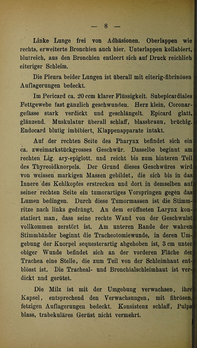 Linke Lunge frei von Adhäsionen. Oberlappen wie rechts, erweiterte Bronchien auch hier. Unterlappen kollabiert, blutreich, aus den Bronchien entleert sich auf Druck reichlich eiteriger Schleim. Die Pleura beider Lungen ist überall mit eiterig-fibrinösen Auflagerungen bedeckt. Im Pericard ca. 20 ccm klarer Flüssigkeit. Subepicardiales Fettgewebe fast gänzlich geschwunden. Herz klein, Coronar- gefässe stark verdickt und geschlängelt. Epicard glatt, glänzend. Muskulatur überall schlaff, blassbraun, brüchig. Endocard blutig imbibiert, Klappenapparate intakt. Auf der rechten Seite des Pharynx befindet sich ein; ca. zweimarkstückgrosses Geschwür. Dasselbe beginnt am rechten Lig. ary-epiglott. und reicht bis zum hinteren Teilj des Thyreoidknorpels. Der Grund dieses Geschwüres wird! von weissen markigen Massen gebildet, die sich bis in dasj Innere des Kehlkopfes erstrecken und dort in demselben aufJ seiner rechten Seite ein tumorartiges Vorspringen gegen dasj Lumen bedingen. Durch diese Tumormassen ist die Stimm¬ ritze nach links gedrängt. An dem eröffneten Larynx kon-l statiert man, dass seine rechte Wand von der Geschwulst! vollkommen zerstört ist. Am unteren Bande der wahre] Stimmbänder beginnt die Tracheotomiewunde, in deren Um¬ gebung der Knorpel sequesterartig abgehoben ist, 3 cm unteiij obiger Wunde befindet sich an der vorderen Fläche der! Trachea eine Stelle, die zum Teil von der Schleimhaut ent-j blösst ist. Die Tracheal- und Bronchialschleimhaut ist ver-j dickt nnd gerötet. Die Milz ist mit der Umgebung verwachsen, ihre] Kapsel, entsprechend den Verwachsungen, mit fibrösen,] fetzigen Auflagerungen bedeckt. Konsistenz schlaff, Pulp* blass, trabekuläres Gerüst nicht vermehrt.