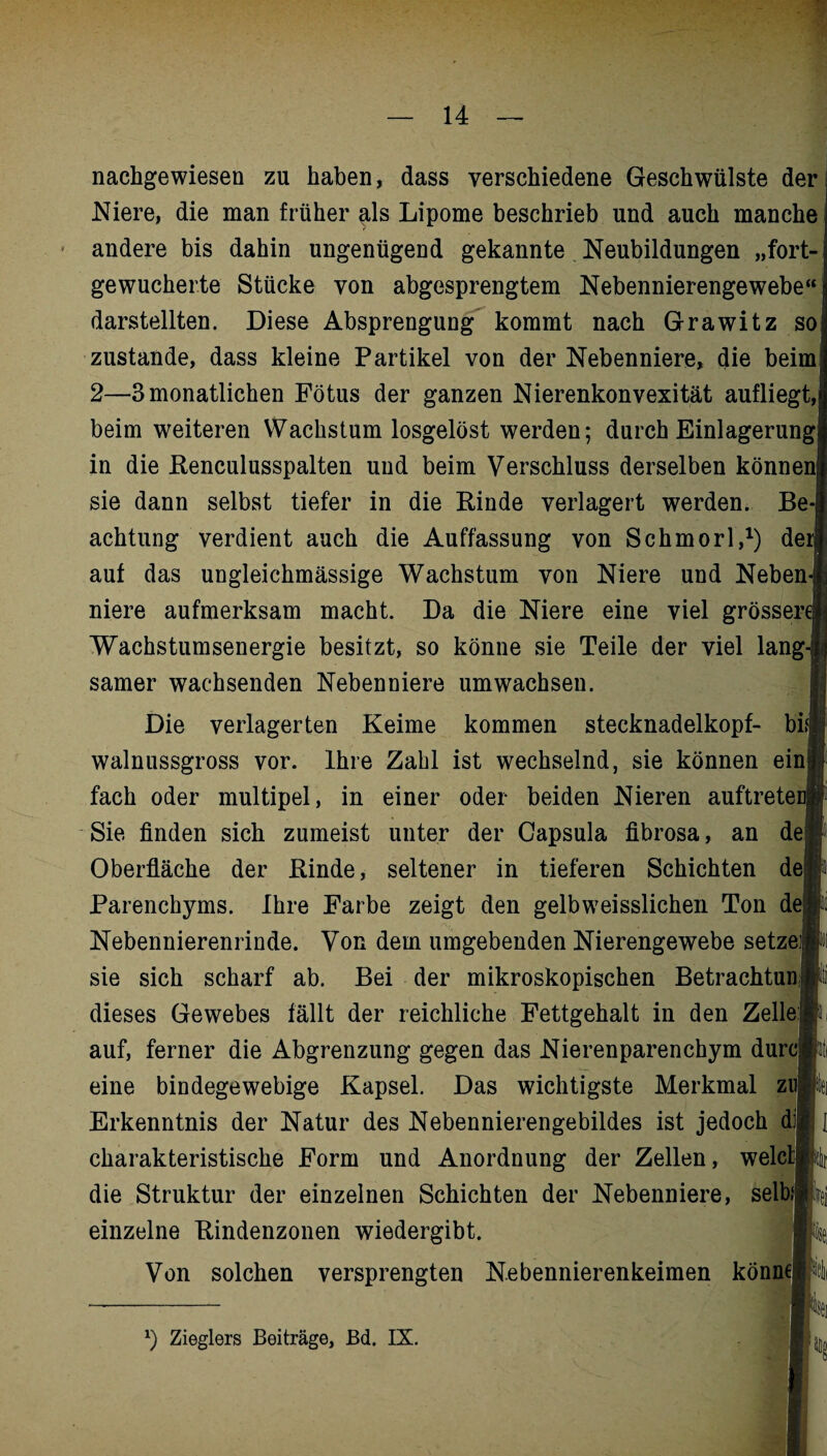 nachgewiesen zu haben, dass verschiedene Geschwülste der Niere, die man früher als Lipome beschrieb und auch manche andere bis dahin ungenügend gekannte Neubildungen „fort¬ gewucherte Stücke von abgesprengtem Nebennierengewebe“ darstellten. Diese Absprengung kommt nach Grawitz so zustande, dass kleine Partikel von der Nebenniere, die beim 2—3 monatlichen Fötus der ganzen Nierenkonvexität aufliegt, beim weiteren Wachstum losgelöst werden; durch Einlagerung in die Renculusspalten und beim Verschluss derselben könnenj sie dann selbst tiefer in die Kinde verlagert werden. Be achtung verdient auch die Auffassung von Schmorl,1) de aut das ungleiehmässige Wachstum von Niere und Neben niere aufmerksam macht. Da die Niere eine viel grösser Wachstumsenergie besitzt, so könne sie Teile der viel lang samer wachsenden Nebenniere umwachsen. Die verlagerten Keime kommen stecknadelkopf- bh; walnussgross vor. Ihre Zahl ist wechselnd, sie können ein fach oder multipel, in einer oder beiden Nieren auftrete Sie finden sich zumeist unter der Capsula fibrosa, an de Oberfläche der Rinde, seltener in tieferen Schichten de Parenchyms. Ihre Farbe zeigt den gelbweisslichen Ton de Nebennierenrinde. Von dem umgebenden Nierengewebe setze sie sich scharf ab. Bei der mikroskopischen Betrachtun dieses Gewebes fällt der reichliche Fettgehalt in den Zelle; auf, ferner die Abgrenzung gegen das Nierenparenchym durCj eine bindegewebige Kapsel. Das wichtigste Merkmal zn Erkenntnis der Natur des Nebennierengebildes ist jedoch di| charakteristische Form und Anordnung der Zellen, welc die Struktur der einzelnen Schichten der Nebenniere, selb einzelne Rindenzonen wiedergibt. Von solchen versprengten Nebennierenkeimen könne I k *) Zieglers Beiträge, Bd. IX.