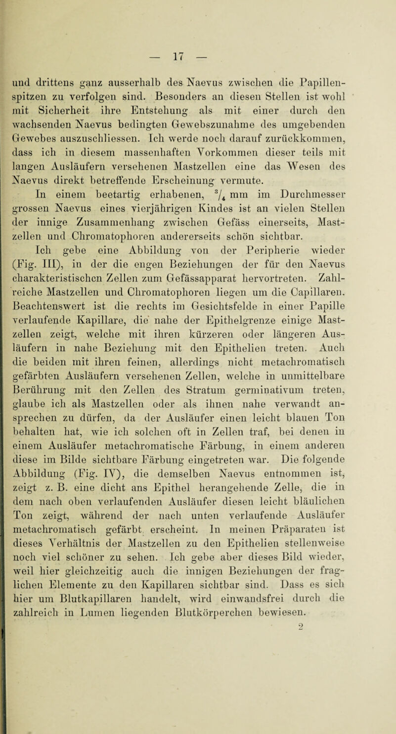 und drittens ganz ausserhalb des Naevus zwischen die Papillen¬ spitzen zu verfolgen sind. Besonders an diesen Stellen ist wohl mit Sicherheit ihre Entstehung als mit einer durch den wachsenden Naevus bedingten Gewebszunahme des umgebenden Gewebes auszuschliessen. Ich werde noch darauf zurückkommen, dass ich in diesem massenhaften Vorkommen dieser teils mit langen Ausläufern versehenen Mastzellen eine das Wesen des Naevus direkt betreffende Erscheinung vermute. In einem beetartig erhabenen, 3/4 mm im Durchmesser grossen Naevus eines vierjährigen Kindes ist an vielen Stellen der innige Zusammenhang zwischen Gefäss einerseits, Mast¬ zellen und Chromatophoren andererseits schön sichtbar. Ich gebe eine Abbildung von der Peripherie wieder (Fig. III), in der die engen Beziehungen der für den Naevus charakteristischen Zellen zum Gefässapparat hervortreten. Zahl¬ reiche Mastzellen und Chromatophoren liegen um die Capillaren. Beachtenswert ist die rechts im Gesichtsfelde in einer Papille verlaufende Kapillare, die nahe der Epithelgrenze einige Mast¬ zellen zeigt, welche mit ihren kürzeren oder längeren Aus¬ läufern in nahe Beziehung mit den Epithelien treten. Auch die beiden mit ihren feinen, allerdings nicht metachromatisch gefärbten Ausläufern versehenen Zellen, welche in unmittelbare Berührung mit den Zellen des Stratum germinativum treten, glaube ich als Mastzellen oder als ihnen nahe verwandt an¬ sprechen zu dürfen, da der Ausläufer einen leicht blauen Ton behalten hat, wie ich solchen oft in Zellen traf, bei denen in einem Ausläufer metachromatische Färbung, in einem anderen diese im Bilde sichtbare Färbung eingetreten war. Die folgende Abbildung (Fig. IV), die demselben Naevus entnommen ist, zeigt z. B. eine dicht ans Epithel herangehende Zelle, die in dem nach oben verlaufenden Ausläufer diesen leicht bläulichen Ton zeigt, während der nach unten verlaufende Ausläufer metachromatisch gefärbt erscheint. In meinen Präparaten ist dieses AMrhältnis der Mastzellen zu den Epithelien stellenweise noch viel schöner zu sehen. Ich gebe aber dieses Bild wieder, weil hier gleichzeitig auch die innigen Beziehungen der frag¬ lichen Elemente zu den Kapillaren sichtbar sind. Dass es sich hier um Blutkapillaren handelt, wird einwandsfrei durch die zahlreich in Lumen liegenden Blutkörperchen bewiesen. 9
