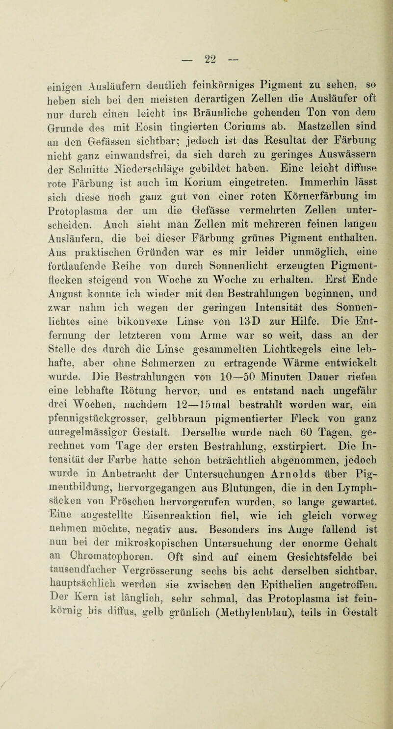 einigen Ausläufern deutlich feinkörniges Pigment zu sehen, so heben sich bei den meisten derartigen Zellen die Ausläufer oft nur durch einen leicht ins Bräunliche gehenden Ton von dem Grunde des mit Eosin tingierten Coriums ah. Mastzellen sind an den Gefässen sichtbar; jedoch ist das Resultat der Färbung nicht ganz einwandsfrei, da sich durch zu geringes Auswässern der Schnitte Niederschläge gebildet haben. Eine leicht diffuse rote Färbung ist auch im Korium eingetreten. Immerhin lässt sich diese noch ganz gut von einer roten Körnerfärbung im Protoplasma der um die Gefässe vermehrten Zellen unter¬ scheiden. Auch sieht man Zellen mit mehreren feinen langen Ausläufern, die bei dieser Färbung grünes Pigment enthalten. Aus praktischen Gründen war es mir leider unmöglich, eine fortlaufende Reihe von durch Sonnenlicht erzeugten Pigment¬ flecken steigend von Woche zu Woche zu erhalten. Erst Ende August konnte ich wieder mit den Bestrahlungen beginnen, und zwar nahm ich wegen der geringen Intensität des Sonnen¬ lichtes eine bikonvexe Linse von 13 D zur Hilfe. Die Ent¬ fernung der letzteren vom Arme war so weit, dass an der Stelle des durch die Linse gesammelten Lichtkegels eine leb¬ hafte, aber ohne Schmerzen zu ertragende Wärme entwickelt wurde. Die Bestrahlungen von 10—50 Minuten Dauer riefen eine lebhafte Rötung hervor, und es entstand nach ungefähr drei Wochen, nachdem 12—15mal bestrahlt worden war, ein pfennigstückgrosser, gelbbraun pigmentierter Fleck von ganz unregelmässiger Gestalt. Derselbe wurde nach 60 Tagen, ge¬ rechnet vom Tage der ersten Bestrahlung, exstirpiert. Die In¬ tensität der Farbe hatte schon beträchtlich abgenommen, jedoch wurde in Anbetracht der Untersuchungen Arnolds über Pig¬ mentbildung, hervorgegangen aus Blutungen, die in den Lymph- säcken von Fröschen hervorgerufen wurden, so lange gewartet. Eine angestellte Eisenreaktion fiel, wie ich gleich vorweg nehmen möchte, negativ aus. Besonders ins Auge fallend ist nun bei der mikroskopischen Untersuchung der enorme Gehalt an Chromatophoren. Oft sind auf einem Gesichtsfelde bei tausendfacher Yergrösserung sechs bis acht derselben sichtbar, hauptsächlich werden sie zwischen den Epithelien angetroffen. Der Kern ist länglich, sehr schmal, das Protoplasma ist fein¬ körnig bis diffus, gelb grünlich (Methylenblau), teils in Gestalt