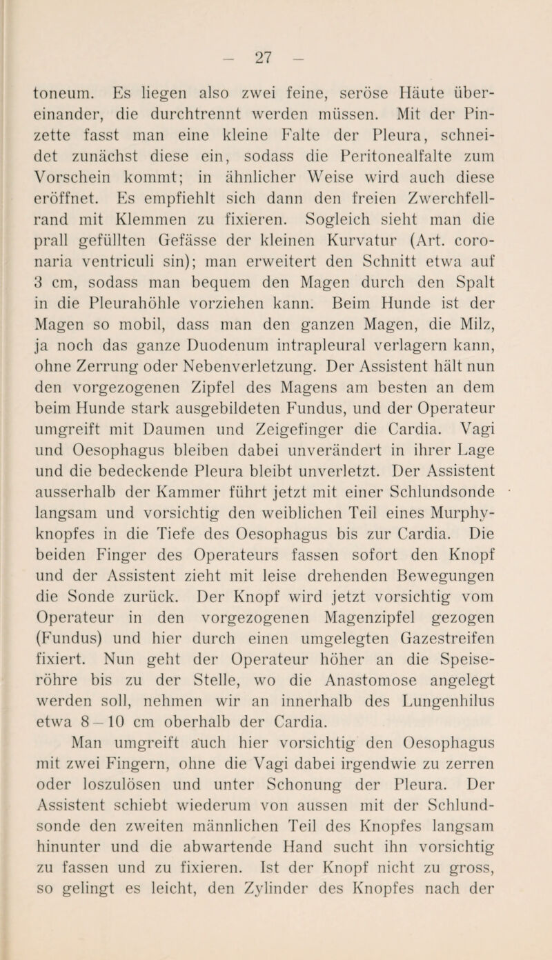 toneum. Es liegen also zwei feine, seröse Häute über¬ einander, die durchtrennt werden müssen. Mit der Pin¬ zette fasst man eine kleine Falte der Pleura, schnei¬ det zunächst diese ein, sodass die Peritonealfalte zum Vorschein kommt; in ähnlicher Weise wird auch diese eröffnet. Es empfiehlt sich dann den freien Zwerchfell¬ rand mit Klemmen zu fixieren. Sogleich sieht man die prall gefüllten Gefässe der kleinen Kurvatur (Art. coro- naria ventriculi sin); man erweitert den Schnitt etwa auf 3 cm, sodass man bequem den Magen durch den Spalt in die Pleurahöhle vorziehen kann. Beim Hunde ist der Magen so mobil, dass man den ganzen Magen, die Milz, ja noch das ganze Duodenum intrapleural verlagern kann, ohne Zerrung oder Nebenverletzung. Der Assistent hält nun den vorgezogenen Zipfel des Magens am besten an dem beim Hunde stark ausgebildeten Fundus, und der Operateur umgreift mit Daumen und Zeigefinger die Cardia. Vagi und Oesophagus bleiben dabei unverändert in ihrer Lage und die bedeckende Pleura bleibt unverletzt. Der Assistent ausserhalb der Kammer führt jetzt mit einer Schlundsonde langsam und vorsichtig den weiblichen Teil eines Murphv- knopfes in die Tiefe des Oesophagus bis zur Cardia. Die beiden Finger des Operateurs fassen sofort den Knopf und der Assistent zieht mit leise drehenden Bewegungen die Sonde zurück. Der Knopf wird jetzt vorsichtig vom Operateur in den vorgezogenen Magenzipfel gezogen (Fundus) und hier durch einen umgelegten Gazestreifen fixiert. Nun geht der Operateur höher an die Speise¬ röhre bis zu der Stelle, wo die Anastomose angelegt werden soll, nehmen wir an innerhalb des Lungenhilus etwa 8 — 10 cm oberhalb der Cardia. Man umgreift auch hier vorsichtig den Oesophagus mit zwei Fingern, ohne die Vagi dabei irgendwie zu zerren oder loszulösen und unter Schonung der Pleura. Der Assistent schiebt wiederum von aussen mit der Schlund¬ sonde den zweiten männlichen Teil des Knopfes langsam hinunter und die abwartende Hand sucht ihn vorsichtig zu fassen und zu fixieren. Ist der Knopf nicht zu gross, so gelingt es leicht, den Zylinder des Knopfes nach der